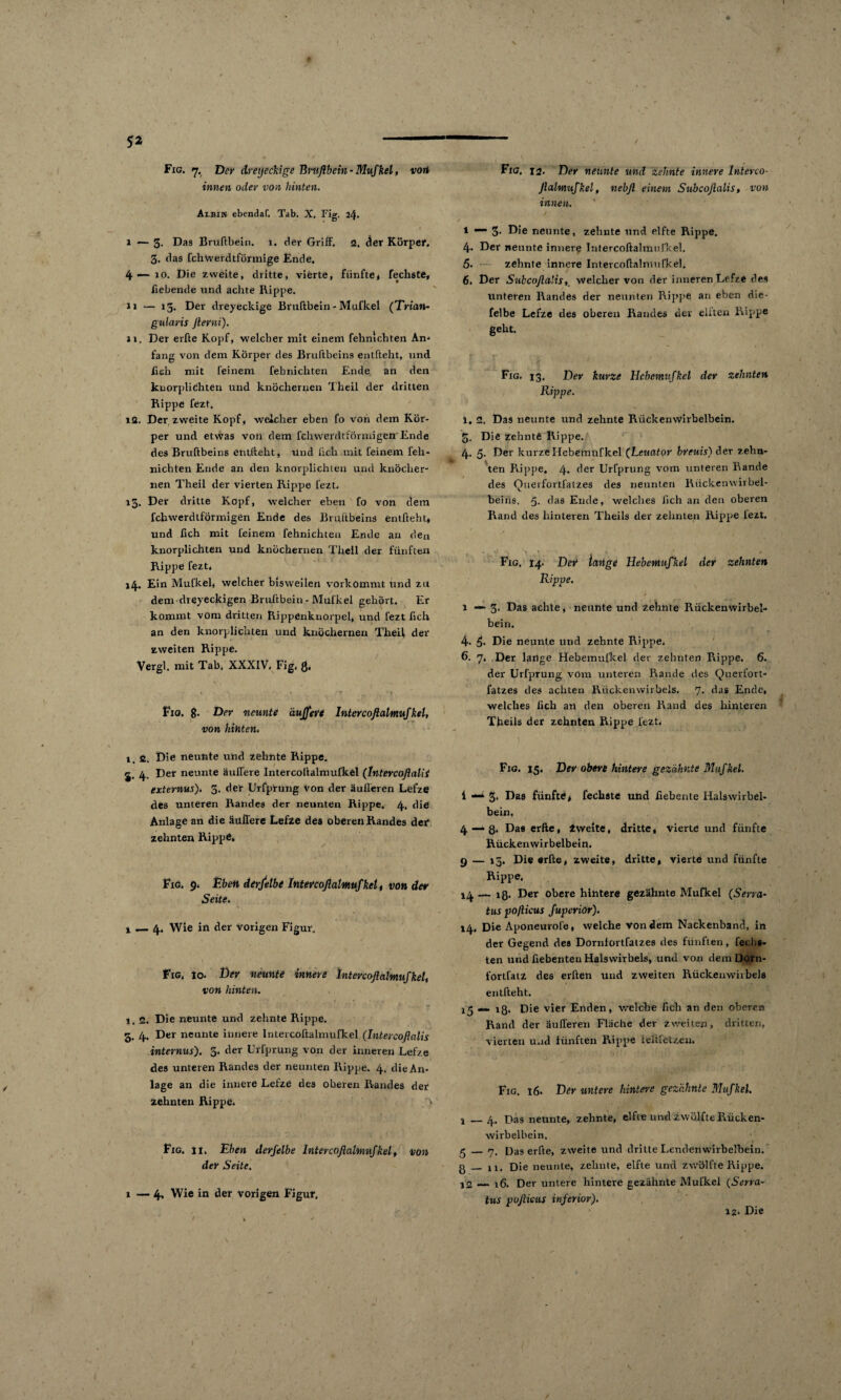 innen oder von hinten. Albin ebendaf. Tab. X. Fig. 24. ' - I 1 — 3. Das Bruftbein. 1. der GrifF. 2. der Körper. 3. das fchwerdtförmige Ende. 4 — 10. Die zweite, dritte, vierte, fünfte* fechste, bebende und achte Rippe. n — 13. Der dreyeckige Bruftbein - Mufkel (Trian- gnlaris fterni). n. Der erfte Kopf, welcher mit einem fehnichten An* fang von dem Körper des Bruftbeins entlieht, und lieh mit feinem fehnichten Ende an den kuorpliehten und knöchernen Theil der dritten Rippe fezt, 12. Der zweite Kopf, welcher eben fo von dem Kör¬ per und etwas von dem fchwerdtförmigern Ende des Bruftbeins entlieht, und ßch mit feinem feh- nichten Ende an den knorplichten und knöcher¬ nen Theil der vierten Rippe fezt. 15. Der dritte Kopf, welcher eben fo von dem fchwerdtförmigen Ende des Bruftbeins entfteht, und fich mit feinem fehnichten Ende an de£1 knorplichten und knöchernen Theil der fünften Rippe fezt* 14. Ein Mufkel, welcher bisweilen vorkommt txnd zu dem dreyeckigen Bruftbein-Mufkel gehört. Er kommt vom dritten Rippenknorpel, und fezt fich an den knorplichten und knöchernen Theil der zweiten Rippe. Vergl. mit Tab. XXXIV, Fig, 3. V, ' , 1 —. / » * *1 v 1 Fig. g. Der neunte äuffeve Intercoftalmufkel, von hinten. 1. 2. Die neunte und zehnte Rippe. 5. 4. Der neunte äuifere Intercoftalmufkel (Intercoflalii externus)* 3. der Urfprung Von der äußeren Lefze des unteren Randes der neunten Rippe. 4. die Anlage an die äußere Lefze des oberen Randes der zehnten RippG» Fig. 9. Eben derselbe Intercoftalmufkel, von dev Seite. 1 — 4. Wie in der Vorigen Figur. Fig* to. Der neunte innere Intercoftalmufkel, von hinten. 1. 2. Die neunte und zehnte Rippe. 5. 4. Der neunte innere Intercoftalmufkel (Intercoßalis internus). 3. der Urfprung von der inneren Lefze des unteren Randes der neunten Rippe. 4. die An¬ lage an die innere Lefze des oberen Randes der zehnten Rippe. > Fig* 11. Eben derjelbe Intercoftalmufkel, von der Seite. 1 — 4» Wie in der vorigen Figur. ßalmufkel, nebft einem Subcoßalis, von innen. * —* 3- Die neunte, zehnte und elfte Rippe. 4. Der neunte innere Intercoftalmufkel. 5. zehnte innere Intercoftalmufkel. 6. Der SukcuftaÜswelcher von der inneren Lefze des unteren Randes der nennten Rippe an eben die- felbe Lefze des oberen Randes der eilten Rippe geht. Fig. 13. Der kurze Hcbcmufkel der zehnten Rippe. 1. 2. Das neunte und zehnte Rückenwirbelbein. 3. Die zehnte Rippe. 4. 5. Der kurzeHebemnfkel (Leuator brems) der zehn¬ ten Rippe. 4* der Urfprung vom unteren Rande des Querfortfatzes des neunten Rückenwirbel¬ beins. 5. das Ende, welches ßch an den oberen Rand des hinteren Theils der zehnten Rippe lezt. Fig. 14. Dev lange Hebemufkel der zehnten Rippe. . y 1—3. Das achte, nennte und zehnte Rückenwirbel¬ bein. 4- Die neunte und zehnte Rippe. 6. 7. Der lauge Hebemufkel der zehnten Rippe. 6. der Urfprung vom unteren Rande des Querfort¬ fatzes des achten Rückenwirbels. 7. das Ende, welches fich an den oberen Rand des hinteren Theils der zehnten Rippe lezt* Fig. 15. Der obere hintere gezähnte Mufkel. i —* 3* Das fünfte, fechste und fiebente Halswirbel¬ bein. 4 — 8. Das erfte, Zweite, dritte, vierte und fünfte Rückenwirbelbein. 9 — 15. Die erfte, zweite, dritte, vierte und fünfte Rippe, 14 — iß. Der obere hihtere gezähnte Mufkel (Serra- tus poßieus fuperior). 14. Die Aponeurofe, welche von dem Nackenband, in der Gegend des Dornlortfatzes des fünften, fechs- ten und fiebenten Halswirbels, und von dem Dorn- fortfatz des erften und zweiten Rückenwirbels entfteht. 15 mm. iq. Die vier Enden, welche fich an den oberen Rand der äußeren Fläche der zweiten, dritten, vierten und fünften Rippe feftfetzen. Fig. 16. Der untere hintere gezähnte Mufkel. 1 — 4. Das neunte, zehnte, elfte und zwölfte Rücken¬ wirbelbein. 5 _<7, Das erfte, zweite und dritte Lendenwirbelbein. 3_ 11. Die neunte, zehnte, elfte und zwölfte Rippe. 12 mm. 16. Der untere hintere gezähnte Mufkel (Serra- tus poßieus inferior). 12* Die