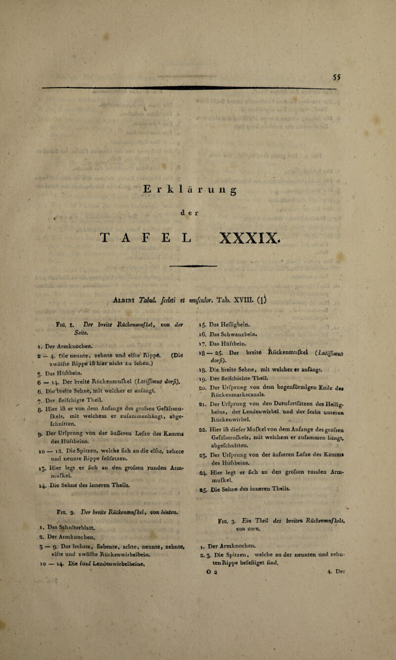 01 OT ■BBBBHBBBBbbbbbbb TAFEL XXXIX. Albini Tb&w/. fceleti tt mufculor. Tab. XVIII. (f) Fig. I. Dev breite Rückenmujkel, von dev Seite. j. Der Armknochen. 2 — 4. Die nennte» zehnte und elfte Rippe. (Die zwölfte Rippe ift hier nicht zu fehen.) Das Hüftbein. — 14. Der breite Riickenmurkel (Latijfimus dorfi). (i. Die breite Sehne, mit welcher er anfängt. 7. Der fleifchigte Thell. ß. Hier ift er von dem Anfänge des grofsen Gefäfsmu* fkels, mit welchem er zufanunenhangt, abge* rchnitten. 9. Der Urfprung vön der äulferen Lefze des Kamms des Hüftbeins. 10 — i2. Die Spitzen, welche fich an die elfte, zehnte und neunte Rippe feftfetzen. 13. Hier legt er fich an den grofsen runden Arm* mufkel. 14, Die Sehne des inneren Theils. 15. Das Heilighein. 16. Das Schwanzbein. 17. Das Hüftbein. iß—23. Der breite Rückenmufkel (LatiJJimus dorfi). iß. Die breite Sehne, mit welcher er anfängt. 19. Der fleirchichte Theil. 20. Der Urfprung von dem bogenförmigen Ende des Rückenmarkscanals. 21. Der UHprung von den Domfortfätzen des Heilig¬ beins, der Lendenwirbel und der feehs unteren Rückenwirbel. 22. Hier ift diefer Mufkel von dem Anfänge des grofsen Gefäfsmurkels, mit welchem er zufammen hängt, abgefchnitten. 23. Der Urfprung von der äufseren Lefze des Kamms des Hüftbeins. 24. Hier legt er fich an den grofsen runden Arm- mufkel. 25. Die Sehne des inneren Theils. Fig, 2. Der breite Rückenmujkel, von hinten. 1. Das Schulterblatt, 2. Der Armknochen. 5 — 9. Das Techste, fiebente, achte, neunte, zehnte, elfte und zwölfte Rückenwirbelbein. to — 14* fünf Lendenwirbelbeiue, / Fig. 7. Ein Theil des breiten Rückenmujkels, von vorn. / j, Der Armknochen. 2. 3. Die Spitzen, welche an der neunten und zehn¬ ten Rippe befeftiget find.
