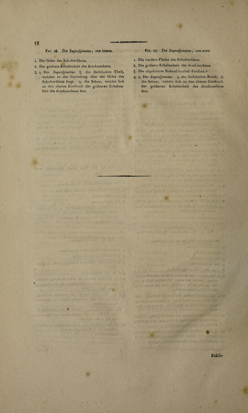 Fig. 16. Der Suprafpinatus > von hinten. 1. Die Gräte des Schulterblatts. 2. Die gröfsere Erhabenheit dea Armknochens. 3. t\. Der Suprafpinatus. 5. der fleifcliichte Theil, welcher in der Vertiefung über der Gräte des Schulterblatts liegt. 4- Sehne, welche lieh an den oberen Eindruck der gröfseren Erhaben¬ heit des Armknochens fezt. Fig. 17. Der Suprafpinatus, von vorn. 1. Die vordere Fläche des Schulterblatts. 2. Die gröfsere Erhabenheit des Armknochens. 5. Der abgekürzte Rabenfchnabel - Fortfatz. * 4. 5. Der Suprafpinatus. 4- der fleifchichte Bauch. 5. die Sehne, welche lieh an den oberen Eindruck der gröfseren Erhabenheit des Armknochens fezt. / Erklü