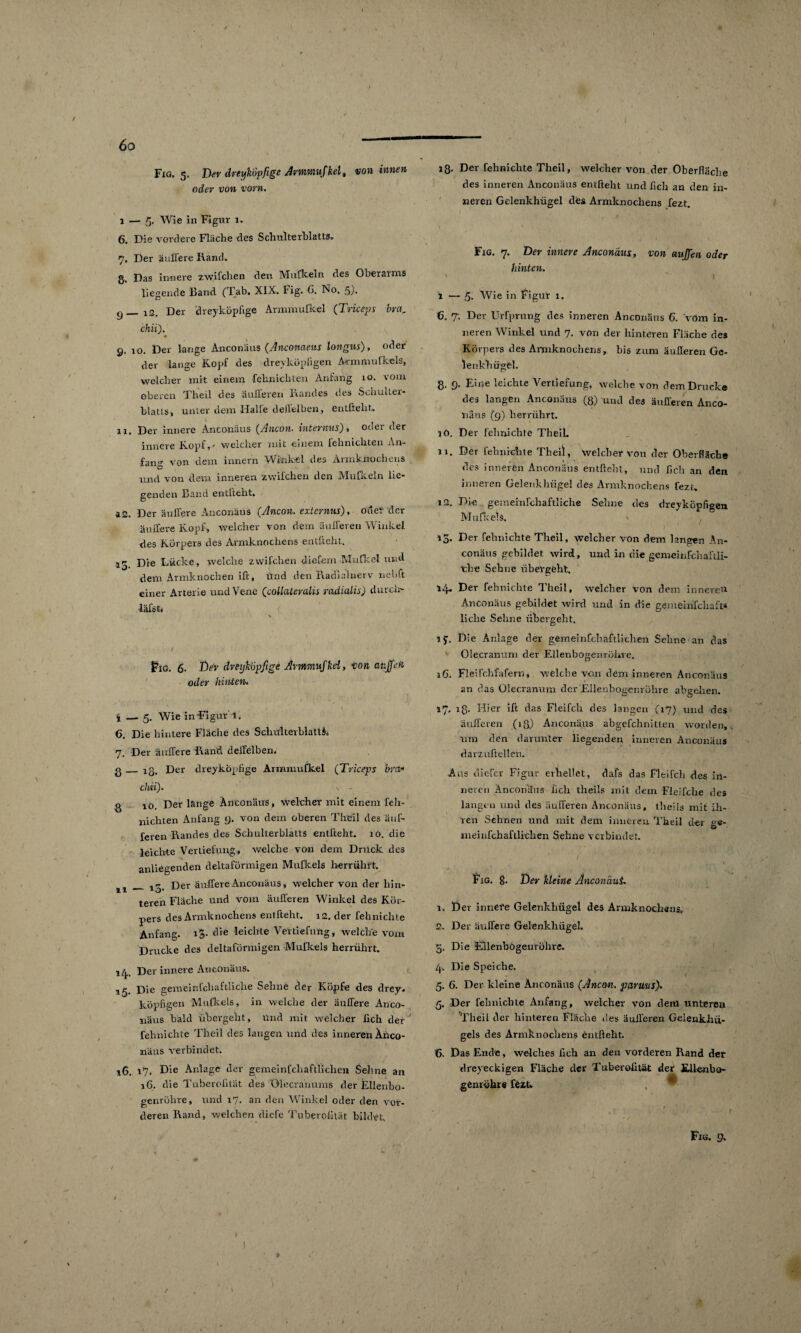 Fig, 5. Der dreykopfige Armmufkel, von innen oder von vorn. l — Wie in Figur 1. 6. Die vordere Fläche des Schulterblatts, 7, Der auflere Rand. g. Das innere zwilchen den Mulkeln des Oberarms liegende Band (Tab. XIX. Fig. 6. No. ß). (J_ l2. Der 'dreykopfige Armmufkel (Triccps bra. chii). Q. 10. Der lange Anconäus (Anconaeus longus), oder der lange Kopf des dreyköpligen Armmufkels, welcher mit einem fehnicliten Anfang 10. vom oberen Theil des äufferen Randes des Schulter¬ blatts, unter dem Halle dellelben, entftelit. 11. Der innere Anconäus (Ancon. internus), oder der innere Kopf,- welcher mit einem lehnichten An¬ fang von dem innern Winkel des Armknochens und von dem inneren zwilchen den Mulkeln lie¬ genden Band entlieht. 42. Der auflere Anconäus (Ancon. externus), oder der auflere Kopf, welcher von dem aulferen Winkel des Körpers des Armknochens entlieht. 13. Die Lücke, welche zwifclren (liefern Mufkel und dem Armknochen ift, Und den Radialnerv nebft einer Arterie und Vene (collateralis radialis) durch läfst. Fig. 6- De* dreykopfige Armmufkel, ton atijfiefi oder hinten. i — 5. Wie in Figur 1. C. Die hintere Flache des Schulterblatts. 7. Der ändere Rand deffelben. ß_ ig. Der dreykopfige Armmufkel (Triceps bra* chii). g io Der lange Anconäus, welcher mit einem feli- nichten Anfang y. von dem oberen Theil des auf» feren Randes des Schulterblatts entfteht. 10. die leichte Vertiefung, welche von dem Drück des anliegenden deltaförmigen Mufkels herrührt. _ Der ändere Anconäus, welcher von der hin¬ teren Fläche und vom äufferen Winkel des Kör¬ pers des Armknochens entfteht. 12. der fehnichte Anfang, lg- die leichte Vertiefung, welche vom Drucke des deltaförmigen Mufkels herrührt. 14. Der innere Anconäus. 15. Die gemeinfchaftliche Sehne der Köpfe des drey. köpfigen Mufkels, in welche der äußere Anco¬ näus bald übergeht, Und mit welcher fleh der fehnichte Theil des langen und des inneren Anco¬ näus verbindet. 16. r7. Die Anlage der gemeinfchafllichen Sehne an 16. die Tuberofllät des Dlecrarmms der Ellenbo¬ genröhre , und 17. an den Winkel oder den vor¬ deren Rand, welchen diefe Tuberofität bildet. 18- Der fehnichte Theil, welcher von der Oberfläche des inneren Anconäus entfteht und fleh an den in¬ neren Gelenkhügel des Armknochens fezt. Fig. 7. Der innere Anconäus, von aujfien oder hinten. \ *’ ( 1 — 5. Wie in Figur 1. 6. 7. Der Urfprung des inneren Anconäus 6. vom in¬ neren Winkel und 7. von der hinteren Fläche des Körpers des Armknochens, bis zum äußeren Ge¬ lenkhügel. 8. y. Eine leichte Vertiefung, welche von dem Drucke des langen Anconäus (8) und des äußeren Anco¬ näus (y) herrührt. 10. Der fehnichte Theil. 11. Der fehnichte Theil, welcher von der Oberfläche des inneren Anconäus entfteht, und fleh an den inneren Gelenklnigel des Armknochens fezt. 12. Die gemeinfchaftliche Sehne des dreyköpfigen Mufkels. ' 13. Der fehnichte Theil, welcher von dem langen An¬ conäus gebildet wird, und in die gemeinfchaitli- tlie Sehne übergeht. 14. Der fehnichte Theil, welcher von dem inneren Anconäus gebildet wird und in die gemeinfehaft* liclie Sehne übergeht. if. Die Anlage der gemeinfehaftiiehen Sehne an das Ole.cranum der Ellenbogenröhre. 16. Fiel Fehfafern , welche von dem inneren Anconäus an das Olecranum der‘Ellenbogenröhre abgelien. 17, iß. Hier ift das Fleifch des langen (17) und des äufferen (iß) Anconäus abgefchnitlen worden, um den darunter liegenden inneren Anconäus darzuftellen. Aus dielcr Figur erhellet, dafs das Fleifch des in¬ neren Ancorütns fleh theils mit dem Fleifche des langen und des äufferen Anconäus, theils mit ih¬ ren Sehnen und mit dem inneren Theil der ge- meinfchaftlichen Sehne verbindet. Fig. g. Der Heine AnconäuL 1. Der innere Gelenkhügel des Armknochens* 2. Der auflere Gelenkhügel. 3. Die Ellenbogenröhre. ly. Die Speiche. 5. 6. Der kleine Anconäus (Ancon. pßruusfi 5. Der fehnichle Anfang, welcher von dem unteren Theil der hinteren Fläche des äufferen Gelenkhü- gels des Armknochens entfteht. 6. Das Ende, welches fleh an den vorderen Rand der dreyeckigen Fläche der Tuberofität der Ellenba- genröhre fezt, Fig. y. ✓