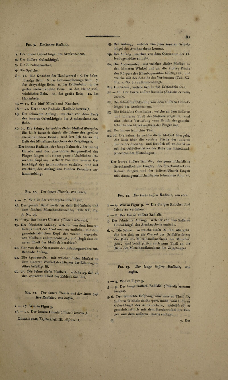 Fig. 9. Der {Innere Radialis. X. Der innere Gelenkhügel des Armknochens. fl. Der äußere Gelenkhügel. 3- Die Ellenbogenröhre. 4- Die Speiche. 5'— 12. Die Knochen der Handwurzel: 5* kahn- förmige Bein. (5. das halbmondförmige Bein. 7. das dreyeckige Bein. 8- das Erbfenbein. 9. das grofse viel winklichte Bein. 10. das kleine viel¬ winklichte Bein. 11. das grofse Bein. i2, das Hakenbein. 13 •“ !?• Die fünf Mittelhand-Knochen. *8 — 20. Der innere Radialis (Radialis internus), iß. Der fehnichte Anfang, -welcher von dem Ende des inneren Gelenkhügels des Armknochens ent¬ fielst. .19. 2o. Die Sehne, in welche diefer Mufkel übergeht. Sie läuft, hernach durch die Rinne des grofeen vielwinklichten Beins, und fezt lieh 20. an die Bafis des Mittelhandknochens des Zeigefingers. Der innere Radialis, der lange Palmaris, der innere Ulnaris und der durchborte Beugemufkel der Finger fangen mit einem gemeinfcbaf'Jichen feh- xiichten Kopf an, welcher von dem inneren Ge¬ lenkhügel des Armknochens entfteht, und mit welchem; der Anfang des runden I’ronalorg zu- fammenhängt. Fig. io. Dev innere Ulnaris, von innen, c -— 17. Wie in der vorhergehenden Figur, 18- Das gerade Band zwifeben dem Erbfenbein und dem fünften Mittelhandknochen, Tab. XX Fis: 3- No. 23. 19 —23. Der innere Ulnaris (Ulnaris internus'). »9. Der fehnichte Anfang, welcher von dem inneren Gelenkhügel des Armknochens entfteht, mit dem gemeinfehaftlichen Kopf der vorhin angegebe¬ nen Mufkeln zufarnmenhängt, und längft dem in¬ neren Theil des Mufkels herabläuft. flo. Der von dem Olecranum der Eilenbogenröhre ent- flehende Anfang. Si. Die Aponeurofe, mit welcher diefer Mufkel an dem hinteren Winkel des Körpers der Ellenbogen, röhre befeftigt ift. ß2. 25. Die Sehne diefes Mulkels, welche 23. fich an den convexen Theil des Erbfenbeins fezt. f1-10. II. Der innere L Inaris und der kurze duf¬ fere Radialis, von auffen. \ — 17. Wie in Figur 9. 18 — 21. Der innere Ulnaris (Ulnaris internus). Loder’s anat, Tafeln Heft. III. Abfchn. II. — 6l iS* Der Anfang, welcher von .dem inneren Gelenk¬ hügel des Armknochens kommt. 19. Der Anfang, welcher von dem Olecranum der El¬ lenbogenröhre entfteht, ßo. Die Aponeurofe, mit welcher diefer Mufkel au den hinteren Winkel und an die äußere Fläche des Körpers der Ellenbogenvöhrc befeftigt ift, und welche mit der Scheide des Vorderarms (Tab. XX. Fig. i. No. 2.) zufämmenhängt. ßi. Die Sehne, welche lieh an das Erbfenbein fezt. 22 — 26. Der kurze äußere Radialis (Radialis externus breuis), 22. Der fehnichte Urfprung von dem äußeren Gelenk- hugel des Armknochens. 23. Die fehnichte Oberfläche, welche an dem äußeren und hinteren Theil des Mufkels wegläuft, und eine leichte Vertiefung vom Druck des gemein- fchaftlichen Streekmul’kels der Finger hat, ß4- Der innere fehnichte Theil, Qq. 26. Die Sehne, in welche diefer Mufkel übergeht. Sie lauft über die vordere Fläche des umeien Endes der Speiche, und fezt fich 26. an die Wur¬ zel des Gritfelfortfatzes der Balis des MmeUiancl- knocliens des Mittelfingers, - Der kurze äußere Radialis, der gemeinfcliaftliche Streckmufkel der Finger, der Streckmufkel des kleinen Fingers und der äußere Ulnaris fangen mn einem gemeinfehaftlichen fehnicliten Kopf an. Fig. 12. Der kurze duffere Radialis, von vorn. x —. 4. Wie in Figur 9. — Die übrigen Knochen find leicht zu verliehen. 5 — 7. Der kurze äußere Radialis. 5. Der fehnichte Anfang, welcher von dem äußeren Gelenkhügel des Armknochens entlieht. 6. 7. Die Sehne, in welche diefer Mufkel übergeht. Sie fezt fich an die Wurzel des Grißelfortfatzes der Bafis des Mittelhandknochens des Mittelfin. gers, und befeftigt fich auch zum Theil an die Bafis des Mittelhaudknocliens des Zeigefingers. Fig. 13. Der lange 'duffere Radialis, von aujfen, 1 — 4. Wie in Figur 9. ß_9, Der lange äußere Radialis (Radialis externus longus). 5. 6. Der fehnichte Urfprung vom unteren Theil äußeren Winkels des Körpers, und 6. vom äußeren Gelenkbügel des Armknochens, wofelbft (6) er gemeinfchafLlich mit dem Streckmufkel der Fin¬ ger und dem äußeren Ulnaris entfteht.