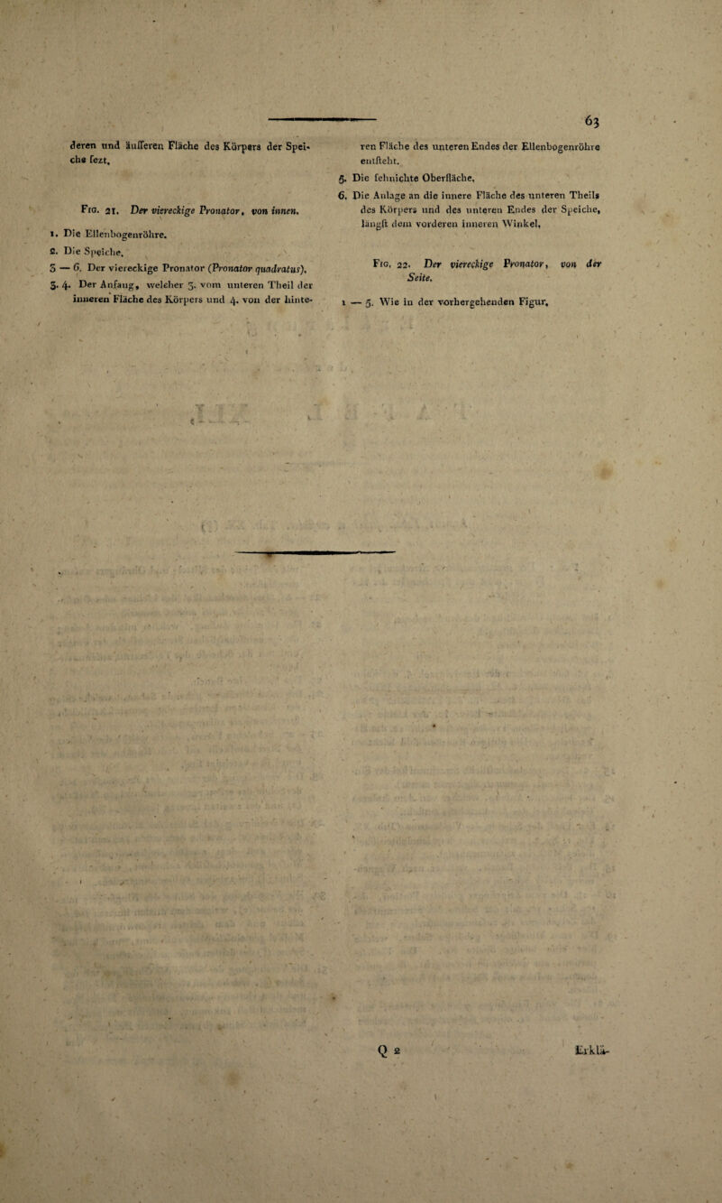 ■ * - . I deren und äußeren Fläche des Körpers der Spei« che fezt, Fio. 2i. Der viereckige Pronator, von innen, i. Die Ellenbogenröhre, ß. Die Speiche. 5 — 6. Der viereckige Pronator (Pronator qnadratns), 5- 4* Der -Anfang, welcher 3- vom unteren Theil der inneren Fläche des Körpers und 4. von der hinte- -- 63 ren Fläche des unteren Endes der Ellenbogenröhre entfteht. 5. Die fehnichte Oberfläche, 6, Die Anlage an die innere Fläche des unteren Theils des Körpers und des unteren Endes der Speiche, längft dem vorderen inneren Winkel, Fig, 22. Der viereckige Pronator, von der Seite. 1 — 5- Wie in der vorhergehenden Figur, / ’f /■ /• ir. <• Q 2 Elklii- ✓ s