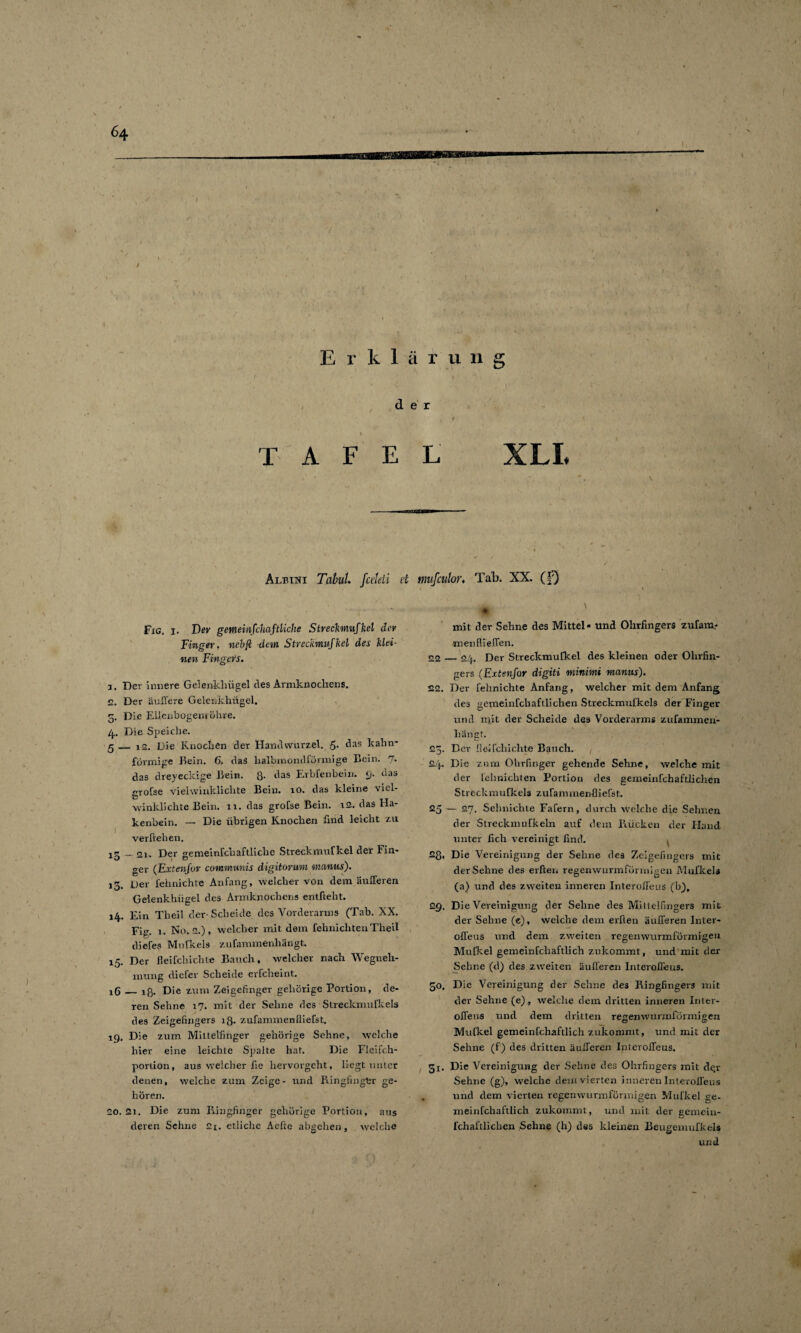 (■ . » •• der r I TAFEL XLL Albini Tabul» fctleti et mufculor* Tab. XX. (£) Fxg. i. Der gewieinfchaftliche Strechnnfhel der Finger, nebji dem Streckmnfkel des Mei¬ nen Fingers. 3. Der innere Gelenkhügel des Armknochens. 2. Der äußere Gelenkhügel. 5. Die EUcnbogenrölire. 4. Die Speiche. ß — 12. Die Knochen der Handwurzel. 5- das kahn¬ förmige Bein. 6, das halbmondförmige Bein. 7. das dreyeckige Bein. 8- das Erbfenbein. 9. das grofse vielwinklichte Bein. 10. das kleine viel¬ winklichte Bein. xi. das grofse Bein. 12. das Ha¬ kenbein. — Die übrigen Knochen find leicht zu verliehen. 1 _ 2i. Der semeinfchaftliche Streckmnfkel der Fin- ^ ° ... ger (Exteufur communis digitorum manus). 13. Der fehnichte Anfang, welcher von dem äußeren Gelenkhügel des Armknochens entftelit. 14. Ein Tlieil der-Scheide des Vorderarms (Tab. XX. Fig. 1. No. 2.), welcher mit dem fehnickten Theil diefes Mnfkels zufammenliängt. 15. Der fleifchichte Bauch, welcher nach Wegneli- mung diefer Scheide erscheint. 16_jß. Die zum Zeigefinger gehörige Portion, de¬ ren Sehne 17. mit der Sehne des Streckmufkels des Zeigefingers 18. zufammenfliefst. 19. Die zum Mittelfinger gehörige Sehne, welche hier eine leichte Spalte hat. Die Fleifch- portion, aus welcher fie liervorgelit, liegt unter denen, welche zum Zeige- und Ringfinger ge¬ hören. 20. 2x. Die zum Ringfinger gehörige Portion, aus deren Sehne 2i. etliche Aelte abgehen, welche mit der Sehne des Mittel- und Ohrfingers zufam- «nenfließen. 22_24. Der Streckmufkel des kleinen oder Olirfin- gers (Extenfor digiti minimi manus). 22. Der fehnichte Anfang, welcher mit dem Anfang des gemeinfchaftlichen Streckmufkels der Finger und mit der Scheide des Vorderarms zufammen- liängt. 25. Der fleifchichte Bauch. , 24* Die ztra Ohrfinger gehende Sehne, welche mit der fehnichten Portion des gemeinfchaftlichen Streckmufkels zufammenfliefst. 25 — 27. Sehnichte Fafern, durch welche die Sehnen der Streckmufkeln auf dem Rücken der Hand unter fich vereinigt find. 28. Die Vereinigung der Sehne des Zeigefingers mit der Sehne des erften regenwurmförmigeu Mulkels (a) und des zweiten inneren Interoßeus (b}, 29. Die Vereinigung der Sehne des Mittelfingers mit der Sehne (e), welche dem erften äußeren Inter- oßeus und dem zweiten regenwurmförmigen Mufkel gemeinfcliaftlich zukommt, und mit der Sehne (d) des zweiten äußeren Interoßeus. 50. Die Vereinigung der Seime des Ringfingers mit der Sehne (e), welche dem dritten inneren Inter- oßeus und dem dritten regenwurmförmigen Mufkel gemeinfchaftlich zukomnit, und mit der Sehne (f) des dritten äußeren Interoßeus. 3x. Die Vereinigung der Sehne des Ohrfingers mit de.r Sehne (g), welche dem vierten inneren Interoßeus und clem vierten regenwurmförmigen Mufkel ge¬ meinfchaftlich zukommt, und mit der gemein- fchaftlichen Sehne (h) des kleinen Beugemufkels und.