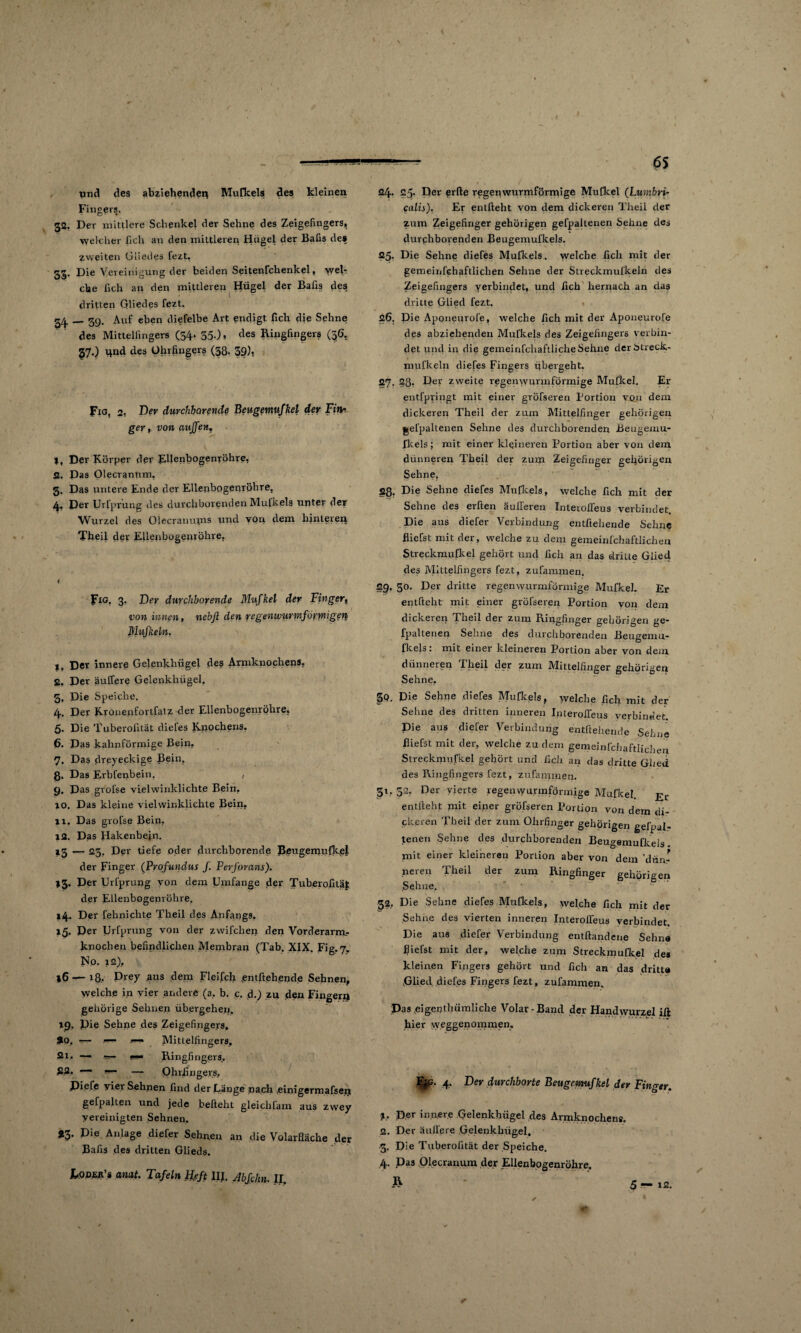 pnd des abzlehenden Mufkels des kleinen Fingers. 52. Der mittlere Schenkel der Sehne des Zeigefingers, welcher lieh an den mittleren Hügel der Bafis des zweiten Gliedes fezt, gg. Die Vereinigung der beiden Seitenfchenkel, web che üch an den mittleren Hügel der Bafis des dritten Gliedes fezt. 24 — 39. Auf eben diefelbe Art endigt fich die Sehne; des Mittelfingers (54. 55-)» des Ringfingers (36. 37.) und des ührfingers (38. 39)? fio, 2, Der durchborende Beugemufkel der Fin-. ger, von außen. Der Körper der Ellenbogenröhre. 2. Das Olecrannm, 3. Das untere Ende der EUenbogenröhre. 4. Der Urfprung des durchborenden Mufkels unter der Wurzel des Olecraimtns und von dem hinteren Theil der Ellenbogenröhre. Fxo. 3. Der durchborende Mufkel der Finger, von innen, nebft den regenwurmförmigen Mufkeln, f. Der innere Gelenkhügel des Armknochens. 2. Der äulfere Gelenkhügel. 5. Die Speiche. 4. Der Kronenfortfatz der Ellenbogenröhre, 5. Die Tuberofitat diefes Knochens. <5. Das kahnförmige Bein, 7. Das dreyeckige Bein. ß. Das Erbfenbein. , 9. Das grofse vielwinklichte Bein, 10. Das kleine vielwinklichte Bein, 11. Das grofse Bein, 12. Das Hakenbein. »3 — 23. Der tiefe oder durchborende Beugemufkel. der Finger (Profundus f. Perforam). >3. Der Urfprung von dem Umfange der Tuberofitat der Ellenbogenröhre, »4- Der fehnichle Theil des Anfangs. 15. Der Urfprung von der zwifchen den Vorderarm.- knochen befindlichen Membran (Tab. XIX. Fig.7. Np. 12), 16— iß.. Prey aus dem Fleifch entftehende Sehnen, welche in vier andere (a. b. c. d.) zu den Fingern gehörige Sehnen übergehen. 19, Die Sehne des Zeigefingers. ao, — — . Mittelfingers, 2l. Ringfingers, 22, — — — Ohiflngevs. Diefe vier Sehnen find der Lange nach einigermafsen gehalten und jede befiehl gleiclifam aus zwey ■vereinigten Sehnen. >3. Die Anlage diefer Sehnen an die Volarfläche der Bafis des dritten Glieds. L.oder’s amt. Tafeln Heft III. Abfchn. II. 24. 2y- Der erfte regen wurmfpmü ge Mufkel (Lumbri- Calis). Er entfteht von dem dickeren Theil der zum Zeigefinger gehörigen gefpaltenen Sehne des durphborenden Beugemufkels. 25. Die Sehne diefes Mufkels. welche fich mit der gemeinfehaftlichen Sehne der Streckmufkeln des Zeigefingers verbindet, und fich hernach an das dritte Glied fezt. 26. Die Aponeurofe, welche fich mit der Aponeurofe des abziehenden Mufkels des Zeigefingers verbin¬ det und in die gemeinfchaftlicheSehne der btreck- mufkeln diefes Fingers übergeht. 27. 28. Der zweite regenwunnförmige Mufkel. Er entfpringt mit einer gröfseren Fortion vqu dem dickeren Theil der zum Mittelfinger gehörigen gefpaltenen Sehne des durchborenden Beugemu¬ fkels; mit einer kleineren Portion aber von dem dünneren Theil der zum Zeigefinger gehörigen Sehne, 28. Die Sehne diefes Mufkels, welche fich mit der Sehne des erften äuiferen Interofleus verbindet. Die aus diefer Verbindung entftehende Sehne fliefst mit der, welche zu dem gemeinfehaftlichen Strecknrufkel gehört und fich an das dritte Glied des Mittelfingers fezt, zufammen. 29. 50. Der dritte regenwurmförmige Mufkel. Er entfteht mit einer gröfseren Portion von dem dickeren Theil der zum Ringfinger gehörigen ge¬ fpaltenen Sehne des durchborenden Beugemu¬ fkels : mit einer kleineren Portion aber von dem dünneren Theil der zum Mittelfinger gehörigen Sehne, £p. Die Sehne diefes Mufkels, welche fich mit der Sehne des dritten inneren Interofleus verbindet. Die aus diefer Verbindung entftehende Sehne fliefst mit der, welche zudem gemeinfehaftlichen Streckmufkel gehört und fich an das dritte Glied des Ringfingers fezt, zufanimen. 31, 32- Der vierte regenwunnförmige Mufkel. Er entlieht mit einer gröfseren Portion von dem di¬ ckeren Theil der zum Ohrfinger gehörigen gefpal¬ tenen Sehne des durchborenden Beugemufkels. mit einer kleineren Portion aber von dem 'dün¬ neren Theil der zum Ringfinger gehörigen Sehne. 32, Die Sehne diefes Mufkels, welche fich mit der Sehne des vierten inneren Interofleus verbindet. Die aus diefer Verbindung entftandene Sehne fliefst mit der, welche zum Streckmufkel de» kleinen Fingers gehört und fleh an das dritte .Glied diefes Fingers fezt, zufammen. Das eigenthümliche Volar-Band der Handwurzel ifl: hier \yeggei>°w>nien. %P- 4, F>ev dwehborte Beugemufkel der Finger. Der innere Gelenkhügel des Armknochens. 2. Der äulfere Gelenkhügel. 5. Die Tuberofitat der Speiche. 4. Das Olecrarnim der EUenbogenröhre. R