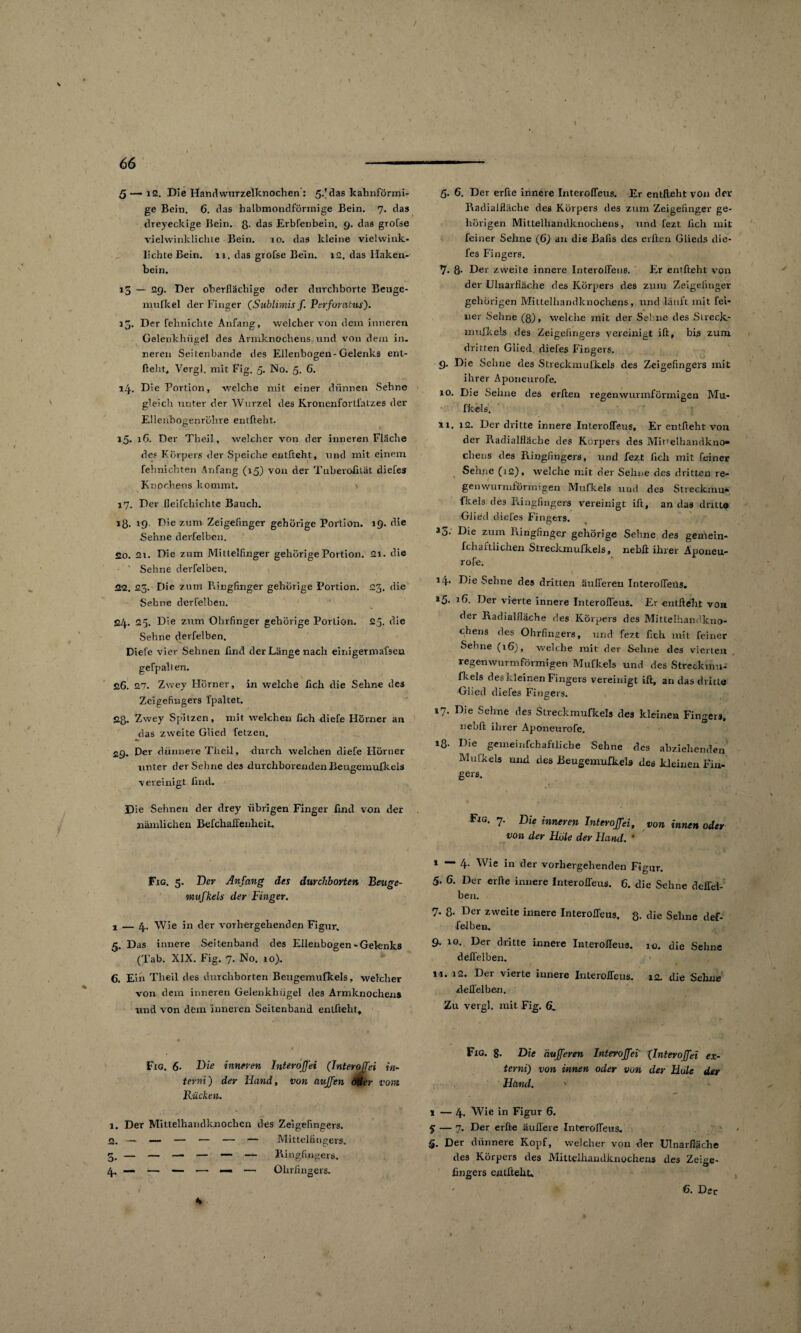 / 66 ' 5 — i2. Die Handwurzelknochen : 5-Mas kahnförmi- ge Bein. 6. das halbmondförmige Bein. 7. das dreyeckige Bein, ß. das Erbfenbein. 9. das grofse viel winklichte Bein. 10. das kleine vielwink¬ lichte Bein. xi. das grofse Bein. 12. das Haken¬ bein. 15 — 29. Der oberflächige oder dnrchborte Beuge- mufkel der Finger (Snblimis f Perfumtus). iß. Der fehnichte Anfang, welcher von dem inneren Gelenkhügel des Armknochens und von dem in¬ neren Seitenbande des Ellenbogen-Gelenks ent¬ hebt* Vergl. mit Fig. 5. No. 5. G. 14. Die Portion, -welche mit einer dünnen Sehne gleich unter der Wurzel des KronenforLfatzes der Ellenbogenröhre entfteht. 15. 16. Der Theil, welcher von der inneren Fläche de? Körpers der Speiche entfteht, und mit einem fehnichten Anfang (15) von der Tuberofilät diefes Knochens kommt. 17. Der fieifchichte Bauch. iß. 19. Die zum Zeigefinger gehörige Portion. 19. die Sehne derfelben. 20. 21. Die zum Mittelfinger gehörige Portion. 21. die Sehne derfelben. 22. 23. Die zum Ringfinger gehörige Portion. 25. die Sehne derfelben. 24. 25. Die zum Ohrfinger gehörige Portion. 25. die Sehne derfelben. Diele vier Sehnen find der Länge nach einigermafsen gefpalten. 26. 27. Zwey Hörner, in welche fleh die Sehne des Zeigefingers fpaltet. 2ß. Zwey Spitzen, mit welchen fleh diefe Hörner an das zweite Glied fetzen. ZQ. Der dünnere Theil, durch welchen diefe Hörner unter der Sehne des durcliborendenBeugemufkels vereinigt find. Die Sehnen der drey übrigen Finger find von der nämlichen Befchaffenheit. Fig. 5. Der Anfang des durchborten Beuge- mufkels der Finger. 2 — 4. Wie in der vorhergehenden Figur. g. Das innere Seitenband des Ellenbogen-Gelenks (Tab. XIX. Fig. 7. No. 10). 6. Ein Theil des durchborten Beugemufkels, welcher von dem inneren Gelenkhügel des Armknochens und von dem inneren Seitenband enlftelit. Fig. 6- Die inneren Interoffei (Interöffn in- ferm) der Hand, von aujfen Oder vom Rücken. 1. Der Mittelhandknochen des Zeigefingers. 2. —1 — — •— — — Mittelfingers. 3. — — — — — — Ringfingers. 4. — — — —- — Olirfingers. 5. 6. Der erfte innere Interofleus. Er entfteht von der Radialfläche des Körpers des zum Zeigefinger ge¬ hörigen Mittelhandknochens, und fezt lieh mit feiner Sehne (6) an die Bafls des elften Glieds die- fes Fingers. 7. ß. Der zweite innere Interofleus. Er entfteht voxx der Ulnarfläche des Körpers des zum Zeigefinger gehörigen Mittelhandknochens, und läuft mit fei¬ ner Sehne (ß), welche mit der Sehne des Streck- > mufkels des Zeigefingers vereinigt ift, bis zum dritten Glied diefes Fingers. 9. Die Sehne des Streckmufkels des Zeigefingers mit ihrer Aponeurofe. 10. Die Seime des erften regenwurmfönnigen Mu¬ fkels. ix. 12. Der dritte innere Interofleus, Er entfteht von der Radialfläcbe des Körpers des Miuelhandkno- chens des Ringfingers, und fezt fleh mit feiner Sehne (12), welche mit der Seime des dritten re- genwurmförmigen Mufkels und des Streckmu» fkels des Ringfingers vereinigt ift, an das dritte Glied diefes Fingers. *3- Die zum Ringfinger gehörige Sehne des geniein- fchaltlichen Streckmufkels, neblt ihrer Aponeu¬ rofe. 14* Eie Sehne des dritten äußeren Interofleus. *5- 1 2 3 46. Der vierte innere Interofleus. Er entfteht von der Radialfläche des Körpers des Mittelhandkno¬ chens des Ohrfingers, und fezt fleh mit feiner Sehne (16), welche mit der Sehne des vierten regenwurmförmigen Mufkels und des Streckmu¬ fkels des kleinen Fingers vereinigt ift, an das dritte Glied diefes Fingers. 17. Die Sehne des Streckmufkels des kleinen Fingers, nebft ihrer Aponeurofe. »8- Die gemeiiifchaftliche Sehne des abziehenden Mufkels und des Beugemufkels des kleinen Fin¬ gers. Eig. 7. Die inneren Interoffei, von innen oder von der Hole der Hand. * 1—4. Wie in der vorhergehenden Figur. 5. 6. Der erfte innere Interofleus. 6. die Sehne deffei- ben. 7. ß. Der zweite innere InterolTeus, ß. die Sehne def- fe-lben. 9. 10. Der dritte innere Interofleus. 10. die Sehne d elfe Iben. 11. 12. Der vierte innere Interofleus. 12. die Sehne deflelben. Zu vergl. mit Fig. 6. Fig. g. Die 'dufferen Interoffei (Interoffei ex¬ ferm') von innen oder von der Hule der Hand. y 1 — 4* Wie in Figur 6. 5 — 7. Der erfte äußere Interofleus. 5. Der dünnere Kopf, welcher von der Ulnarfläche des Körpers des Mittelhandknochens des Zeige- fingers entfteht. *>