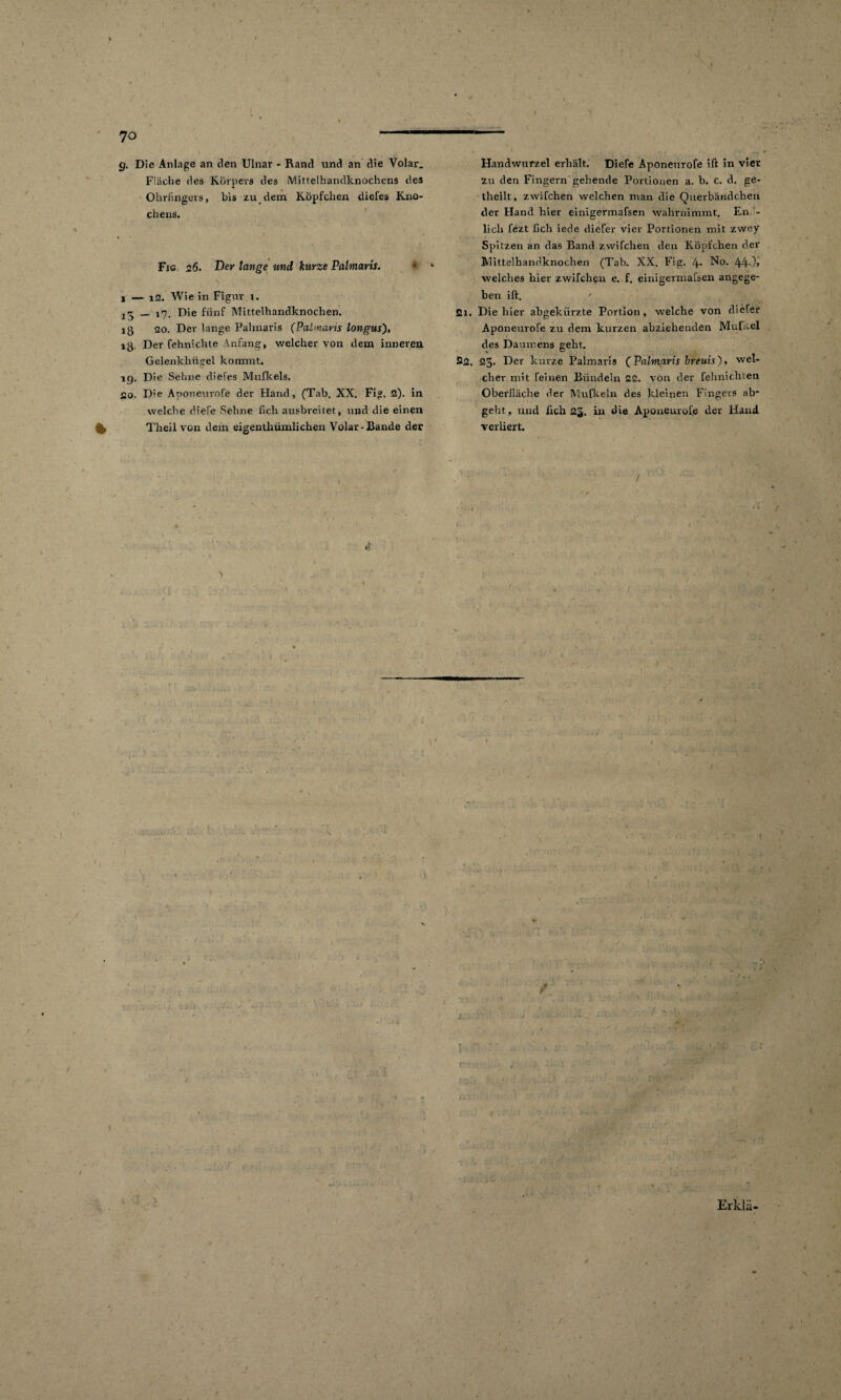 * 70 9. Die Anlage an den Ulnar - Rand und an die Volar. Fläche des Körpers des Mittelhandknochens des Ohrfingers, bis zu dem Köpfchen diefes Kno¬ chens. Fig 26. Der lange und kurze Palmaris. • * \ 1 — 12. Wie in Figur 1. _ 17. Die fünf Mittelhandknochen. 18 20. Der lange Palmaris (Palmaris longus), lg Der fehnichte Anfang, welcher von dem inneren Gelenkhügel kommt. 19. Die Sehne diefes Mufkels. 20. Die A poneurofe der Hand, (Tab. XX. Fig. 2). in welche diefe Sehne fich ausbreitet, und die einen % Theil von dein eigenthümlichen Volar-Bande der Handwurzel erhält. Diefe Aponeurofe ift in vier zu den Fingern gehende Portionen a. b. c. d. ge- theilt, zwifchen welchen man die Querbändchen der Hand hier einigermafsen wahrnimmt. End¬ lich fezt fich iede diefer vier Portionen mit zwey Spitzen an das Band zwifchen den Köpfchen der Mittelhandknochen (Tab. XX. Fig. 4* No. 44-)> welches hier zwifchen e. f. einigermafsen angege¬ ben ift. ' fli. Die hier abgekürzte Portion, welche von diefer Aponeurofe zu dem kurzen abzieheuden Muffel des Daumens geht. 22. 23. Der kurze Palmaris (Palmaris breuis), wel¬ cher mit feinen Bündeln 22. von der fehnichten Oberfläche der Mufkeln des kleinen Fingers ab¬ geht , und fich 23. in die Aponeurofe der Hand verliert. ) I iJ;) /-• Erklär