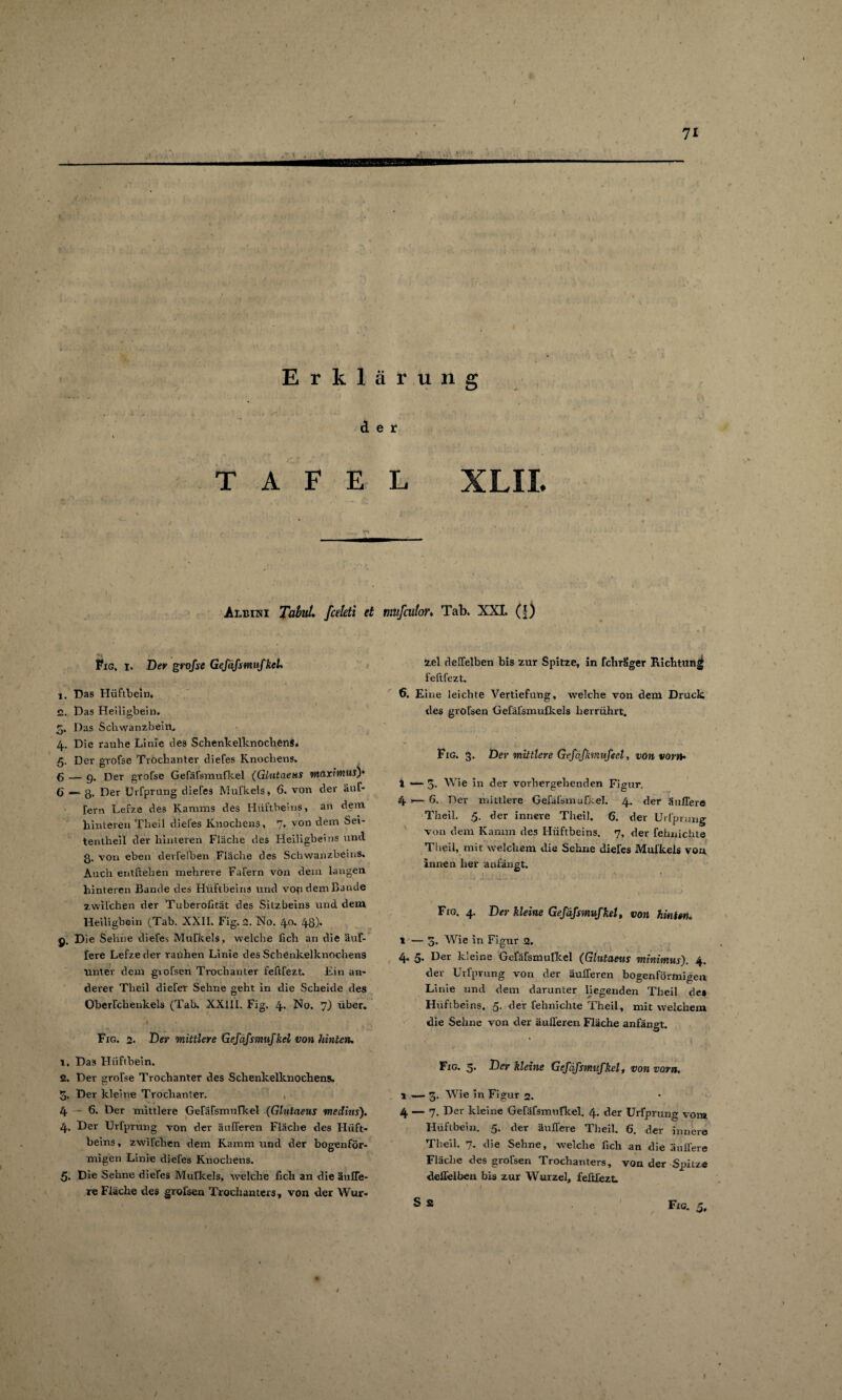 d T A F E Albini Tabul, fceleti et Fig, i. Der grofse Gefäfsmufkel, 1. Das Hüftbein. 2. Das Heiligbein. 5. Das Schwanzbein. 4. Die rauhe Linie des Schttnkelknochens. 5. Der grofse Trochanter diefes Knochens. ß — g. Der grofse Gefäfsmufkel (Glutaeus wiaxiwius)' 6 — g. Der Urfprung diefes Mufkels, 6. von der auf- fern Lefze des Kamms des Hüftbeins, an dem hinteren Tlieil diefes Knochens, 7* von dem Sei- tentheil der hinteren Fläche des Heiligbeins und £5. von eben derfelben Fläche des Schwanzbeins. Auch entliehen mehrere Fafern von dein langen hinteren Bande des Hüftbeins und vordem Bande zwilchen der Tuberolität des Sitzbeins und dem Heiligbein (Tab. XXII. Fig. 2. No. 4°- 48)* g. Die Sehne diefes Mufkels, welche lieh an die äuf- fere Lefze der raühen Linie des Schenkelknochens unter dem giofsen Trochanter feftfezt. Ein an¬ derer Theil diefer Sehne geht in die Scheide des Oberfchenkels (Tab. XXIII. Fig. 4* No. 7) über. Fig. 2. De*“ mittlere Gefäfsmufkel von hinten, x, Das Hüftbein. 2. Der grofse Trochanter des Schenkelknochens. 3. Der kleine Trochanter. 4-6. Der mittlere Gefäfsmufkel (Glulaeus medius). 4. Der Urfprung von der änlferen Fläche des Hüft¬ beins, zwilchen dem Kamm und der bogenför¬ migen Linie diefes Knochens. 5. Die Sehne diefes Mufkels, welche fich an die äuITe- re Fläche des grofsen Trochanters, von der Wur- L XLII. mufeutor. Tab. XXI. (f) tcel delfelben bis zur Spitze, in fchrSger Richtung feftfezt. 6. Eine leichte Vertiefung, welche von dem Druck des grofsen Gefälsmufkels herrührt. Fig. 3. Der mittlere Gefäfkmufeel, von vor», 1 — 3. Wie in der vorhergehenden Figur. 4 1— 6. Der mittlere Gefäfsmufkel. 4. der Suffe re Theil. 5. der innere Theil. 6. der Urfprung von dem Kamm des Hüftbeins. 7, der fehnichte Theil, mit welchem die Sehne diefes Mufkels von innen her anfängt. Fig. 4. Der kleine Gefäfsmufkel, von hinten, 1 — o* Wie in Figur 2. 4. 5. Der kleine Gefäfsmulkel (Glutaeus minimus). 4. der Urfprung von der äulferen bogenförmigen Linie und dem darunter liegenden Theil de* Hüftbeins, 5. der fehnichte Theil, mit welchem die Sehne von der äulferen Fläche anfängt. Fig. 5. Der kleine Gefäfsmufkel, von vorn. X —• 3. Wie in Figur 2. 4 — 7. Der kleine Gefäfsmufkel. 4. der Urfprung vorn Hüftbein. 5. der äulfere Tlieil. 6. der innere Theil. 7. die Sehne, welche lieh an die äulfere Fläche des grofsen Trochanters, von der Spilze deffelben bis zur Wurzel, feftfezt. \ 1 1
