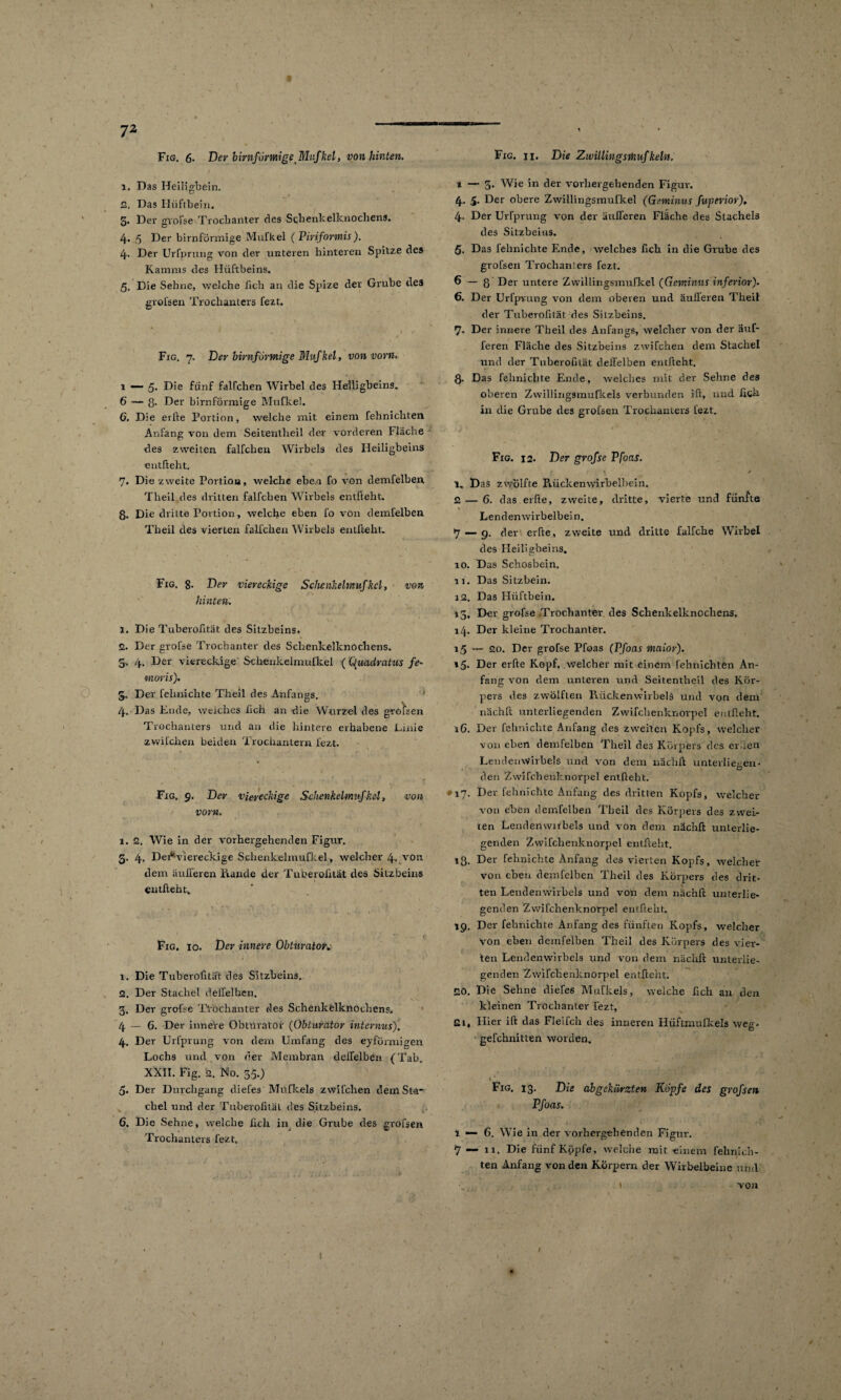 1. Das Heiligbein. 2. Das Hüftbein. 5« Der grofse Trochanter des Schenkelknochens. 4. 5 Der bimförmige Mufkel ( Piriformis). 4-. Der Urfprung von der unteren hinteren Spitze des Kamms des Hüftbeins. 5. Die Sehne, welche lieh an die Spize der Grube des grofsen Trochanters fezt. Fig. 7. Der bimförmige Mufkel, von vorn. 1 — 5* Die fünf falfchen Wirbel des Helligbeins. 6 — ß. Der bimförmige Mufkel. 6. Die erfte Portion, welche mit einem fehnichten Anfang von dem Seitentheil der' vorderen Fläche des zweiten falfchen Wirbels des Heiligbeins entfteht. 7. Die zweite Portion, welche eben fo von demfelben. Theil des dritten falfchen Wirbels entfteht. ß. Die dritte Portion, welche eben fo von demfelben Theil des vierten falfchen Wirbels entfteht. Fig. 8- Der viereckige Schenkelmufkel, von hinten. 1. Die Tuberofität des Sitzbeins. 2. Der grol'se Trochanter des Schenkelknochens. 5, 4. Der viereckige Schenkelmufkel (Quadratus fe¬ in oris). 5. Der fehnichte Theil des Anfangs. 4. Das Ende, weiches lieh an die Wurzel des grofsen Trochanters und an die hintere erhabene Linie zwilchen beiden Trochantern fezt. Fig. 9. Der viereckige Schenkelmufkel, von vorn. 1. 2. Wie in der vorhergehenden Figur. 5. 4. Dei*viereckige Schenkelmufkel, welcher 4. vor. dem äulferen Rande der Tuberofität des Sitzbeins entfteht. Fig, io. Der innere Obturator, 1. Die Tuberofität des Sitzbeins. 2. Der Stachel delfelben. 3. Der grobe Trochanter des Schenkelknochens. 4 — 6. Der innere Obtürator (Obturator internus), 4. Der Urfprung von dem Umfang des eyförmigen Lochs und von der Membran delfelben (Tab. XXII. Fig. 2. No. 35.) 5. Der Durchgang diefes Müfkels zwilchen dein St-a* chel und der Tuberofität des Sitzbeins. 6. Die Sehne, welche lieh in die Grube des grofsen Trochanters fezt. 1 — 3. Wie in der vorhergehenden Figur. 4. 5. Der obere Zwillingsmufkel (Gewinns fuperior), 4- Der Urfprung von der äulferen Fläche des Stachels des Sitzbeins. 5. Das fehnichte Ende, welches fich in die Grube des grofsen Trochanters fezt. 6 — 8 Der untere Zwillingsmufkel (Gewinns inferior). 6. Der Urfprung von dem oberen und äulferen Theil der Tuberofität des Sitzbeins. 7- Der innere Theil des Anfangs, welcher von der auf- feren Fläche des Sitzbeins zwifchen dem Stachel und der Tuberofität delfelben entfteht. 8- Das fehnichte Ende, welches mit der Sehne des oberen Zwillirigsmufkels verbunden ift, und lieh in die Grube des grofsen Trochanters fezt. Fig. 12. Der grofse Pfoas. f> . y * I, Das zwölfte Rückenwirbelhein. 2 — 6. das erfte, zweite, dritte, vierte und fünfte \ Lendenwirbelbein. 7 — 9. der erfte, zweite und dritte falfche Wirbel des Heiligbeins. 10. Das Schosbein. II. Das Sitzbein. 12. Das Hüftbein. 15, Der grofse Trochanter des Schenkelknochcns. 14. Der kleine Trochanter. 15 — 20. Der grofse Pfoas (Pfoas maior). 15. Der erfte Kopf, welcher mit einem fehnichten An¬ fang von dem unteren und Seitentheil des Kör¬ pers des zwölften Rückenwirbels und von dem nächft unterliegenden Zwifchenknorpel entfteht. 16. Der fehnichte Anfang des zweiten Kopfs, welcher von eben demfelben Theil des Körpers des er Öen Lendenwirbels und von dem nächft unterlienen- den Zwifchenknorpel entfteht. #17. Der fehnichte Anfang des dritten Kopfs, welcher von eben demfelben Theil des Körpers des zwei¬ ten Lendenwirbels und von dem nächft unterlie¬ genden Zwifchenknorpel entfteht. 13. Der fehnichte Anfang des vierten Kopfs, welcher von eben demfelben Theil des Körpers des drit¬ ten Lendenwirbels und von dem nächft unterlie¬ genden Zwifchenknorpel entfteht. 19. Der fehnichte Anfang des fünften Kopfs, welcher von eben demfelben Theil des Körpers des vier¬ ten Lendenwirbels und von dem nächft unterlie¬ genden Zwifchenknorpel entfteht. 20. Die Sehne diefes Mufkels, welche fich an den kleinen Trochanter lezt, 21. Hier ift das Fleifch des inneren Hüftmufkels weg. gefchnitten worden. « *. Fig. 13. Die abgekürzten Köpfe des grofsen Pfoas. 1 — 6. Wie in der vorhergehenden Figur. 7 — xi. Die fünf Köpfe, welche mit einem fehnich¬ ten Anfang von den Körpern der Wirbelbeine und i von 1 I