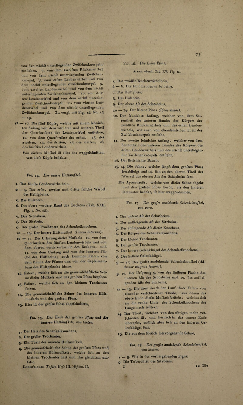 % von den nächft unterliegenden Zwifchenknorpeln entflelien. 7. von dem zwölften Rückenwirbel und von dem näcbft unterliegenden Zwifchen¬ knorpel. 8- vonl ei^ten Lendenwirbel und von dem nächft unterliegenden Zwifchenknorpel. 9* vom zweiten Lendenwirbel und von dem näcbft unterliegenden Zwifchenknorpel. 10. vom diit ten Lendenwirbel und von dem nächft unterlie¬ genden Zwifchenknorpel. n. vom vierten Len¬ denwirbel und von dem nächft unterliegenden Zwifchenknorpel. Zu vergl. mit Fig. 12. No. 15 — 19. i2 — xG. Die fünf Köpfe^ welche mit einem fehnich- ten Anfang von dem vorderen und unteren Theil der Qnerfortfätze dev Lendenwirbel entftehen. 12. von dem Querfortfatz des erften, i5- des zweiten, 14. des dritten, 15. des vierten, 16. des fünften Lendenwirbels. \ Von diefem Mufkel ift alles das weggefchnitten, was diefe Köpfe bedekte. Fig. 14. Der innere HüftmnJkeL 1. Das fünfte Lendenwirbelbein. 2— 4. Der erfte, zweite und dritte falfche Wirbel des Heiligbeins. 5. Das Hüftbein. 6. Das obere vordere Band des Beckens (Tab. XXII. Fig. t. No. 28). 7. Das Schosbein. ß. Das Sitzbein, 9- Der grofse Trochanter des Schenkelknochens. 10 — 14. Der innere Hüftmufkel (lliacus internus'). 10 — 11. Der Urfprung diefes Mufkels 10. von dem Querfortfatz des fünften Lendenwirbels und von dem oberen vorderen Bande des Beckens, und 11. von dem Umfang und von der inneren Flä¬ che des Hüftbeins; auch kommen Fafern von dem Rande der Pfanne und von der Capfelmem¬ bran des Hüftgelenks hinzu. 12. Fafern, welche fich an die gemeinfchaftliche Seh¬ ne diefes Mufkels und des grofsen Pfoas begeben. 15. Fafern, welche lieh an clen kleinen Trochanter fetzen. 14. Die gemeinfchaftliche Sehne des inneren Hüft- mufkels und des grofsen Pfoas. 15. Hier ift der grofse Pfoas abgefchnitten. Fig. 15. Das Ende des grofsen Pfoas und des inneren Hüftmufkels, von hinten. Der Hals des Schenkelknochens. 2. Der grofse Trochanter. 3. Ein Theil des inneren Hüftmufkels. 4. Die gemeinfchaftliche Sehne des grofsen Pfoas und des inneren Hüftmufkels, welche lieh an den kleinen Trochanter fezt und ihn gleichfanr um- fafst. Lodur’s auat. Tafeln lieft III.'Abfdin. II, -— 73 Fig. 16. Der kleine Pfoas. Ai.niK. cbend. Tab. XV. Fig. if. 1, Das zwölfte Rückenwirbelbein. 2 — G. Die fünf Lendenwirbelbeine. 7. Das Heiligbein. ß. Das Hüftbein. 9. Der obere Alt des Schosbeins. 10 — 14. Der kleine Pfoas (Pfoas minor). 10. Der fehnichte Anfang, welcher von dem Sei- tentheil des unteren Randes des Körpers des zwölften Rückenwirbels und des exTten Lenden¬ wirbels, wie auch von ebendemfelben Theil des Zwifchenknorpels entlieht. xi. Der zweite fehnichte Anfang, welcher von dem Seitentheil des unteren Randes des Körpers des erften Lendenwirbels und des nächft unterliegen¬ den Zwifchenknorpels entlieht, x2. Der lleifchichte Bauch. 13. 14. Die Sehne, welche längft dem grofsen Pfoas lierabfteigt und 14. fich an den oberen Theil der 'Wurzel des oberen Afts des Schosbeins fezt. Die Aponeurofe, welche von diefer Sehne abgelat und clen grofsen Pfoas fowol, als den inneren Obturator bedekt, ift hier weggenommen. Fig. 17. Der grofse anziehende Schenkelmufkel, von vorn. 1. Der untere Aft des Schosbeins. 2. Der auffteigencle Aft des Sitzbeins. 3. Der abfteigende Aft diefes Knochens. 4. Der Körper des Schenkelknochens. 5. Der kleine Trochanter. G. Der grofse Trochanter. 17. Uer innere Gelenkhügel des Schenkelknochens, 8. Der äulfere Gelenkhügel. 9—15. Der grofse anziehende Schenkelmufkel (Ad- ductor magnus femoris). 9. 10. Der Urfprung 9. von der äußeren Fläche des unteren Afts des Schosbeins und 10. des aufftei- genden Afts des Sitzbeins. _ j^. Die drey durch den Lauf ihrer Fafern von einander verfchiedenen Theile, aus denen da3 obere Ende diefes Mufkels befteht, wTelches lieh an die rauhe Linie des Schenkelknochens der Länge nach feftfezt. 14. Der Theil , welcher von den übrigen mehr ver- fchieden ift, und hernach in das untere Ende übergeht, endlich aber fich an den inneren Ge¬ lenkhügel fezt. 15. Die aus dem Fleifch hervorgehende Sehne. Fig. ig. Der grofse anziehende Schenkelmufkel, von hinten. t _ g. Wie in der vorhergehenden Figur, 9. Die Tuberofität des Sitzbeins. T I I I 10. Die