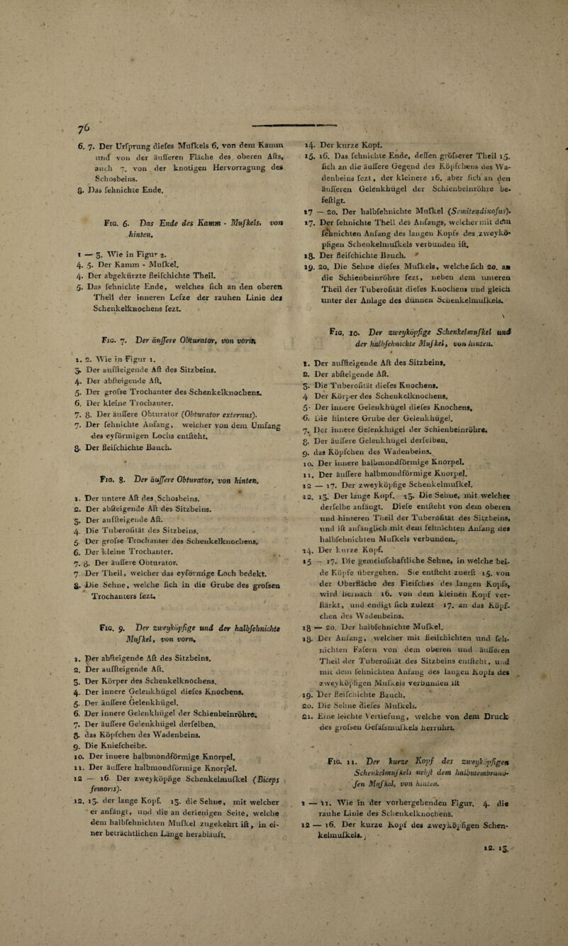 76 -— 6. 7. Der Urfprung diefes Mufkels 6, von dem Kamm und von der äußeren Fläche des oberen Afts, auch 7. von der knotigen Hervorragung des Schosbeins. ß. Das fehnichte Ende. i > * ' Fig. ß. Bas Ende des Kamm - Mnfkels, von ■hinten. i — 3. Wie in Figur 2. 4. 5. Der Kamm - Mufkel. 4. Der abgekürzte fleifchieilte Theil. 5. Das fehnichte Ende, welches lieh an den oberen Theil der inneren Lefze der rauhen Linie des Schenkelknochens fezt. Fig. 7. Der äuffeve Obturator, von vorfh 1. 2. Wie in Figur 1. 3. Der auffteigene!e Art des Sitzbeins. 4. Der abfteigende Art, 5. Der grofse Trochanter des Schenkelknochens. 6. Der kleine Trochanter. 7. g. Der äußere Obturator (Obturator extemus)- 7. Der fehnichte Anfang, weicher von dem Umfang des eyförmieen Lochs entfteht. g. Der fleifchichte Bauch. Fig. 8> Ber äuffeve Obturator, von hinten. 1. Der untere Alt des Schosbeins. 2. Der abfteigende Aß des Sitzbeins. 5. Der auffteigende Aft. 4. Die Tuberolität des Sitzbeins. 5. Der grofse Trochanter des Schenkelknochens, 6. Der kleine Trochanter. 7. 8. Der äußere ODturator. 7. Der Theil, welcher das eyförmige Loch bedekt. g. Die Sehne, welche ßch in die Grube des grofsen Trochanters fezt. Fig. 9. Ber zweykiipfige und der halbfehnickte Mufkel, von vorn, 1. Der absteigende Aft des Sitzbeins. 2. Der auffteigende Aft. 3. Der Körper des Schenkelknochens. 4. Der innere Gelenkhügel diefes Knochens. 5. Der äußere Gelenkhügel. 6. Der innere Gelenkhügel der Schienbeinröhre. 7. Der äußere Gelenkhügel derfelben. g. das Köpfchen des Wadenbeins. 9. Die Kniefcheibe. 10. Der innere halbmondförmige Knorpel, n. Der äußere halbmondförmige Knorpel. 12 — 16 Der zweyküplige Schenkelmufkel (Bkeps femoris). 12. 13. der lange Kopf. 13. die Sehne, mit welcher er anfängt, und die an derienigen Seite, welche dem halbfehnichten Mufkel zugekehrt ift, in ei¬ ner beträchtlichen Länge herabläuft. 14. Der kurze Kopf. 15. 16. Das fehnichte Ende, deßen gröfserer Theil ij. ßch an die äußere Gegend des Köpfchens des Wa¬ denbeins fezt, der kleinere 16. aber ficli an den I äußeren Geienkhügel der Schienbeinröhre be- feftigt. s7 — 20. Der halbfehnichte Mufkel {Semitendinofus). 17. Der fehnichte Theil des Anfangs, welcher mit defin fehnichten Anfang des langen Kopfs des zweikö¬ pfigen Schenkelrnufkels verbunden ift. 18. Der fleifchichte Bauch. 19. 20. Die Sehne diefes Mufkels, welche ßch 20. a» die Schienbeinröhre fezt, neben dem unteren Theil der TuberoßLät diefes Knochens und gleich unter der Anlage des dünnen Sciienkelmufkels. \ Fig. io. Ber zweyköpfige Schenkelmufkel und der halbfehnichte Muf kel, von Junten. t. Der auffteigende Aft des Sitzbeins. 2. Der abfteigende Aft. 5. Die Tuberoßtät diefes Knochens. 4 Der Körper des Schenkelknochens. 5- Der innere Geienkhügel diefes Knochens. 6. Die hintere Grube der Gelenkhügel. 7. Der innere Geienkhügel der Schienbeinröhre, g. Der äußere Gelenkhügel derfelben. 9. das Köpfchen des Wadenbeins. 10. Der innere halbmondförmige Knorpel. 11. Der äußere halbmondförmige Knorpel. 12 — 17. Der zweyköpfige Schenkelmufkel. 12. 13. Der lange Kopf. 15. Die Seime, mit welcher derfelbe anfängt. Diefe entfteht von dem oberen und hinteren Theil der Tuberoßtät des Sitzbeins, und ift anfänglich mit dem fehnichten Anfang des halbfehnichten Mufkels verbunden.: 14. Der kurze Kopf. 15 - 17. Die gemeinfchaftliche Sehne, in welche bei¬ de Köpfe übergehen. Sie entfteht zuerft 15. von der Oberfläche des Fleifches des langen Kopfs, wird hernach 16. von dem kleinen Kopf ver- ftärkt, und endigt fich zulezt 17. an das Köpf¬ chen des Wadenbeins. 18 — 20. Der halbfehnichte Mufkel. iß. Der Anfang, welcher mit fieifchichten und Ceh- nichlen Fafern von dem oberen und äußeien Theil-der TuberoßLät des Sitzbeins entfteht, u ,d mit dem fehnichten Anfang des langen Kopls des -zweiköpfigen Mufkels verbanden lit 19. Der fleifchichte Bauch. 20. Die Sehne diefes Mufkels. £1. Eine leichte Vertiefung, welche von dem Druck des grohen Gefäfsmulkels herruhri. Fig. ii. Der kurze Kopf des zweijkiipfigen Schenkchnuj Ziels nvbjt dem Imlbmembranö- fen Mufkel, von hinten. s — ti. Wie in der vorhergehenden Figur. 4. die rauhe Linie des Schenkelknochens. 12 — 16. Der kurze Kopf des zweiköpfigen Schen- kelmufkels. t