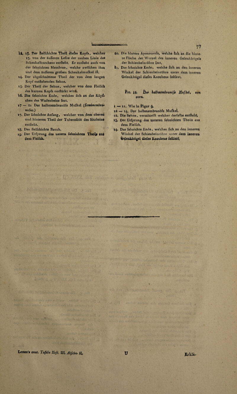 \ — i$, 13. Der Beifchichte Theil diefes Kopfs, welcher 13. von der äußeren Lefze der rauhen Linie des Schenkelknochens entfteht. Er entfteht auch von der fehnichten Membran, welche zwifchen ihm und dem äußeren grofsen Schenkelmufkel ift, »4- Der abgefchnittene Theil der von dem langen Kopf entfliehenden Sehne. 15* Der Theil der Sehne, welcher von dein Fleifch \ des kurzen Kopfs verftärkt wird, iß. Das fehnichte Ende, welches lieh an das Köp& chen des Wadenbeins fezt, 17 — 21 Der halbmembranöfe Mufkel (Semimembrä* nofus.) 17. Der fehnichte Anfang, welcher von dem oberen und hinteren Theil der Tuberoßtät des Sitzbein# entfteht. »8- Der Heifcbichte Bauch. 19. Der Urfprung des untern fehnichten Theiji aui dem Fleifch. 77 20. Die hintere Aponeurofe, welche fick an die hinte¬ re Fläche der Wurzel des inneren Gelenkhügela der Schienbeinröhre fezt, ßi. Das fehnichte Ende* welche fich an den inneren Winket der SchienbeinröhTe unter dem inneren Crelenkhügel diefes Knochens feftfezt, Fig. jjj, t)ev halbmembranüß Muffel» von vorn♦ 2 — 11. Wie in Figur 9, 12 -*• 14. Der halbmembranöfe Mufkel. 12. Die Sehne, vermittelft welcher derfelbe entfteht, 13* Der Urfprung des unteren fehnichten Theils aus dem Fleifch. >4« Das fehnichte Ende, welches fich an den inneren Winkel der Schienbeinröhre unter der» innere» Gelenkhügel diele« Knochens fefUezL 4 ?U*ih 1
