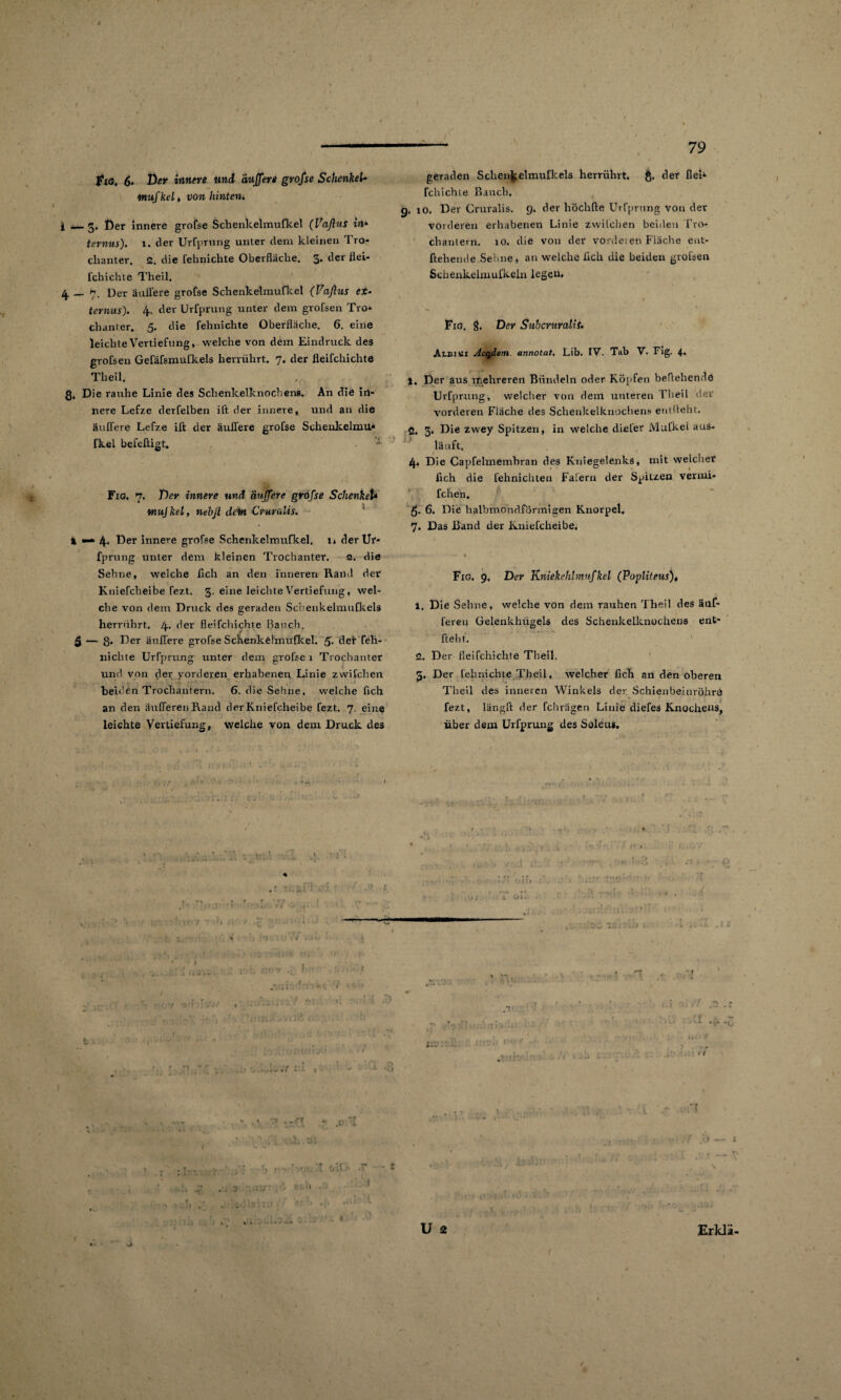 Fig. <5. Der innere und duffere gvofse Schenkel- mufkel, von hinten. i —3, £)er innere grofse Schenkelmufkel (IfafluS in* ternus). 1. der UrCprung unter dem kleinen Tro¬ chanter. 2. die fehnichte Oberfläche. 3* ^er fchichte Theil. 4 — 7. Der äufifere grofse Schenkelmufkel (Vafius et- ternus). 4. der Urfprung unter dem grofsen Tro¬ chanter. 5. die fehnichte Oberfläche. 6. eine leichte Vertiefung, welche von dem Eindruck des grofsen Gefäfsmufkels herrührt. 7. der Heifchichte Theil. g. Die rauhe Linie des Schenkelknochens. An die in¬ nere Lefze derfelben ift der innere , und an die äuffere Lefze ift der äußere grofse Scheukelmu» fkel befefligt. Fig. 7. Der innere und äuffere grofse Schenket* wujkel, nebjl dem Cruvalis. % ■— 4* Der innere grofse Schenkelmufkel. 1* der Ur¬ fprung unter dem kleinen Trochanter. 2. die Sehne, welche fleh an den inneren Rand der Kniefcheibe fezt. 3. eine leichte Vertiefung, wel¬ che von dem Druck des geraden Schenkelmufkels herrtihrt. 4- der Heifchichte Bauch. 5 — 8« Der äuffere grofse Schenkelmufkel. 5. det feh¬ nichte Urfprung unter dem grofse 1 Trochanter und von der vorderen erhabenen Linie zwilchen beiden Trochantern. 6. die Sehne, welche fich an den äufferenRand der Kniefcheibe fezt. 7. eine leichte Vertiefung, weiche von dem Druck des * • \j* geraden Schenkelmufkels herrührt, g. der fleh fchichte Bauch. g. 10. Der Cruralis. 9. der höchfte Urfprung von der vorderen erhabenen Linie zwilchen beiden Tro- chanlern. 10. die von der vordeten Fläche ent- ftehende Sehne, an welche fich die beiden grofsen Schenkelmufkein legen, • ‘ v ' 1 \ Fig. 8. Der Suhcruralis. ArBUsii Ackern, annotat. Lib. IV. Tab V. Fig. 1. Der aus mehreren Bündeln oder Köpfen behebende Urfprung, welcher von dem unteren Theil der vorderen Fläche des Scheukelknochens entlieht. Ö. 3. Die zwey Spitzen, in welche diefer Mulkel aus¬ läuft. 4« Die Capfelmemhran des Kniegelenks, mit welcher fich die fehnichten Falern der Spitzen vermi- fchen. 6. Die halbmondförmigen Knorpel. 7. Das Rand der Kniefcheibe. Fig. 9. Der Kniekehlmufkel (Popliteus), 1. Die Sehne, welche von dem rauhen Theil des äuf- feren Gelenkhügels des Schenkelknochens ent- fteht. 2. Der Heifchichte Theil. 3. Der fehnichte Theil, welcher fich an den oberen Theil des inneren Winkels der Schienbeinröhre fezt, längft der fchrägen Linie diefes Knochens, über dem Urfprung des Soleus. \ U 2 / f • * Erklä-