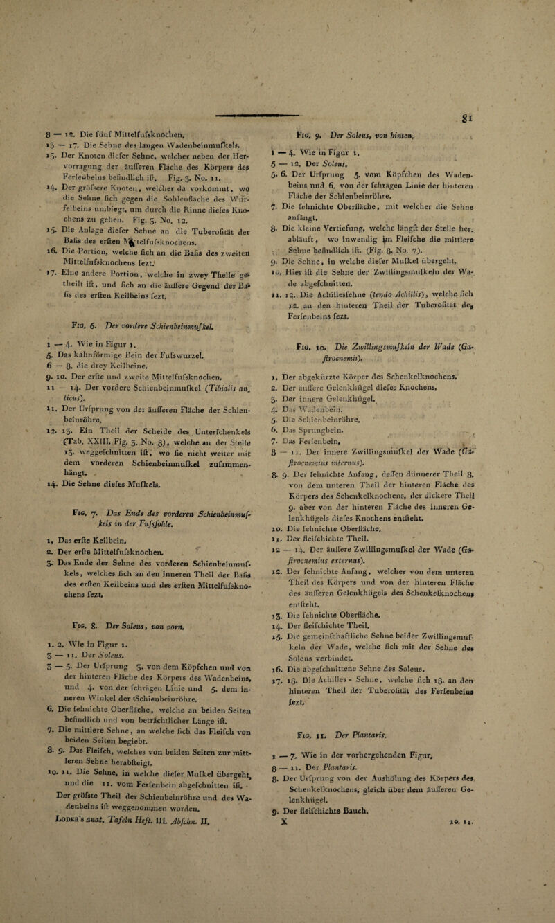 to to 8 — 12. Die fünf Mittelfufsknochen, »3 — i7. Die Sehne des langen Wadenbeinmufkels. i5- Der Knoten diefer Sehne, welcher neben der Her- vorragung der äulTeren Flache des Körpers des Ferfeubeins befindlich ift, Fig. 3. No, 11, 14. Der gröfsere Knoten, welcher da vorkommt, wo die Sehne lieh gegen die Sohlenfläche des Wür¬ felbeins umbiegt, um durch die Rinne diefes Kno* chens zu gehen. Fig. 3. No. 12. 15. Die Anlage diefer Sehne an die Tuberofität der Bafis des erften IV^'telfufsknoefaens. 16. Die Portion, welche lieh an die Bafis des zweiten Mittelfufsknochens fezt.1 17* Eine andere Portion, welche in zwey Theile ge- theilt ift, und fleh an die äußere Gegend der Bä* fis des erften Keilbeins fezt. 1—4* Wie in Figur 1. 5. Das kahnförmige Bein der Fufswurzel, 6 — 8. die drey Keilbeine, 11 14. Der vordere Schienbeinmufkel (Tibialis an, ticus). 11. Der Urfprung von der äußeren Fläche der Schien¬ beinröhre. 12- 13* Ein Tlieil der Scheide des Unterfchenlcels (Tab. XXIII, Fig, 3. No, 8)» welche an der Stelle i3- weggelchniLten ift, wo fie nicht weiter mit dem vorderen Schienbeinmufkel zufammen- hängt, 1 , 14. Die Sehne diefes Mufkels. Fig, 7. Das Ende des vorderen Schienbeinmuf¬ fels in der Fufsfohle. 1, Das erfte Keilbein, 2. Der erde Mittelfufsknochen. 3; Das Ende der Sehne des vorderen Schienbeinmuf. kels, welches lieh an den inneren Theil der Bafis des erften Keilbeins und des erften Mittelfufskno- chens fezt, Fig. 8. Der Soleus, von vorn. 1. 2. Wie in Figur 1. — 11. Der Solens. — 5. Der Urfprung 3. von dem Köpfchen und von der hinteren Fläche des Körpers des Wadenbeins, und 4. von der fchrägen Linie und 5. dem in¬ neren Winkel der iSchienbeinröhre» 6. Die fehnichte Oberfläche, welche an beiden Seiten befindlich und von beträchtlicher Länge ift. 7. Die mittlere Sehne, an welche fich das Fleifch von beiden Seiten begiebt. 8- £)• Das Fleifch, welches von beiden Seiten zur mitt¬ leren Sehne herabfteigt, 10. 11, Die Sehne, in welche diefer Mufkel übergeht, und die 11. vom Ferfenbeiri abgefohnitten ift, - Der gröfste Theil der Schienbeinröhre und des Wa¬ denbeins ift weggenommen worden, LoDBß’s anat. Tafeln Heft. 1IL Abftlin. II. — gl Fig. 9, Der Solens, von hinten, t — 4« Wie in Figur 1, 5 — 12. Der Soleus. 5« 6, Der Urfprung 5« vom Köpfchen des Waden¬ beins und 6. von der fchrägen Linie der hinteren Fläche der Schienbeinröhre. 7. Die fehnichte Oberfläche, mit welcher die Sehne anfängt. 8- Die kleine Vertiefung, welche längft der Stelle her. abläuft, wo inwendig *m Fieifche die mittlere Sehne befindlich ift. (Fig. 8-. No. 7). 9. Die Sehne, in welche diefer Mufkel übergeht, 10. Hier ift die Sehne der Zwillingsmufkeln der Wa¬ de abgefchnitten, 11. 12. Die Achillesfehne (tendo Achillis), welche fich 1-2. an den hinteren Theil der Tuberofilät de3 Ferfeubeins fezt, Fig, io« Die Zwillingsmufkeln der Wade (Ga- firoenemh). 2, Der äußere Gelenkhügel diefes Knochens, 5. Der innere Gelenkhügel. 4. Das Wadenbein. 5. Die Schienbeinröhre. 6. Das Sprungbein. 7* Das Ferienbein, 8 — 11. Der innere Zvvillingsmuflcel der Wade (Ga- jlrocnemhis internus). 8- 9. Der fehnichte Anfang, ließen dünnerer Theil 8. von dem unteren Theil der hinteren Fläche des Körpers des Schenkelknochens, der dickere Theil 9. aber von der hinteren Fläche des inneren Ge¬ lenkhügels diefes Knochens entlieht, 10. Die fehnichte Oberfläche, in Der fleifchichte Theil. 12 — 14. Der äußere Zvvillingsmuflcel der Wade (Geb firocne mins externus), iS. Der fehnichte Anfang, welcher von dem unteren Theil des Körpers und von der hinteren Fläche des äußeren Gelenkhügels des Schenkelknocheu» entfteht. 13. Die fehnichte Oberfläche, 14. Der fleifchichte Theil. 15. Die gemeinfchafLliche Sehne beider Zwillingsmuf- keln der Wade, welche fich mit der Sehne des Soleus verbindet. j6. Die abgefehnittene Sehne des Soleus. 17, 18- Die Achilles - Sehne, welche fich 18. an den hinteren Theil der Tuberofität des Ferfenbein» fezt, Fig, ii. Der Plantaris. %— 7. Wie in der vorhergellenden Figur, 8— 11. Der Plantaris. 8. Der Urfprung von der Aushölung des Körpers des Schenkelknochens, gleich über dem äußeren Ge¬ lenkhügel, 9. Der fleifchichte Bauch. X *©. 11.