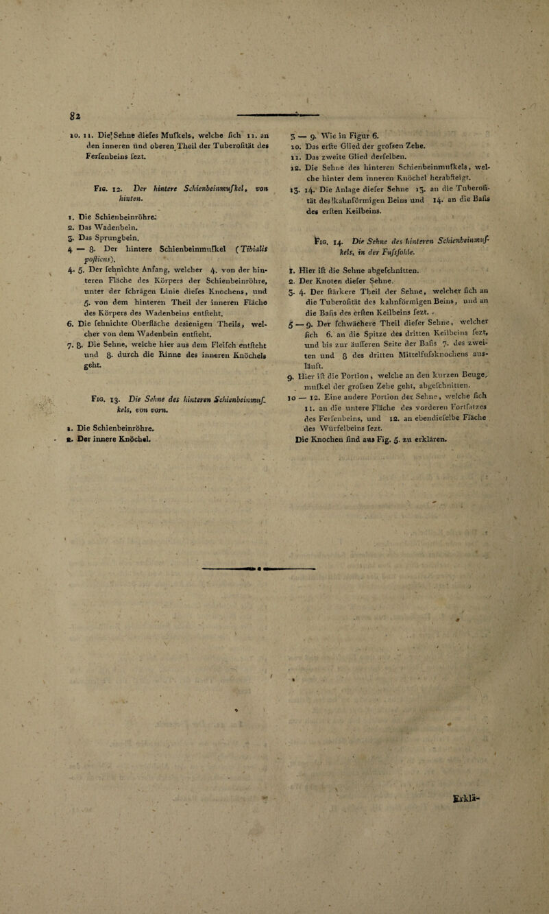 den inneren und oberen Theil der Tuberoßtät des Ferfenbeins fezt. Fic. 12. Der hintere SchienbeUmuJkd, von hinten. 1. Die Schienbeinröhre; 2. Das Wadenbein. 3. Das Sprungbein. 4 — 8- Der hintere Schienbeinmufkel (Tibialis poßieus). 4. 5. Der fehnichte Anfang, welcher 4. von der hin¬ teren Fläche des Körpers der Schienbeinröhre, unter der fchrägen Linie diefes Knochens, und 5. von dem hinteren Theil der inneren Fläche des Körpers des Wadenbeins entftelit. 6. Die fehnichte Oberfläche desienigen Theils, wel¬ cher von dem Wadenbein entftelit. 7. 3. Die Sehne, welche hier aus dem Fleifch entftelit und 8. durch die Rinne des inneren Knöchels geht. Fig. 13. Die Sehne des hinteren Schienbeinmif, kels, von vorn. 1. Die Schienbeinröhre. S. Der innere Knöchel. 1 > v 10. Das eilte Glied der grofsen Zehe. 11. Das zweite Glied derfelben. 12. Die Sehne des hinteren Schienbeinmufkeis, wel¬ che hinter dem inneren Knöchel herabfteigt. 13. 14. Die Anlage diefer Sehne 13. an die Tuberoß- tät des [kahnförmigen Beins und 14* an die des elften Keilbeins. 1?ig. 14. Die Sehne des hinteren Schicnbeinmuß kels, in der Fufsfohle. t. Hier ift die Sehne abgefchnitten. 2. Der Knoten diefer Sehne. 3. 4. Der ftärkere Theil der Sehne, welcher fleh an die Tuberoßtät des kalinförmigen Beins, und an die Baßs des erften Keilbeins fezt. . 5 — 9. Der fchwächere Theil diefer Sehne, welcher ßch 6. an die Spitze des dritten Keilbeins lezt, und bis zur äußeren Seite der Baßs rJ. des zwei¬ ten und 8 des dritten Mittelfufsknochens aus¬ läuft. 9. Hier iß die Portion, welche an den kurzen Beuge. mufkel der grofsen Zehe geht, abgefchnitten. io — 12. Eine andere Portion der Sehne, welche ßch II. an die untere Fläche des vorderen Forlfatzes des Ferfenbeins, und 12. an ebendielelbe Fläche des Würfelbeins fezt. Die Knochen ßnd aus Fig. 5- zu erklären. ; i I % Eridä-