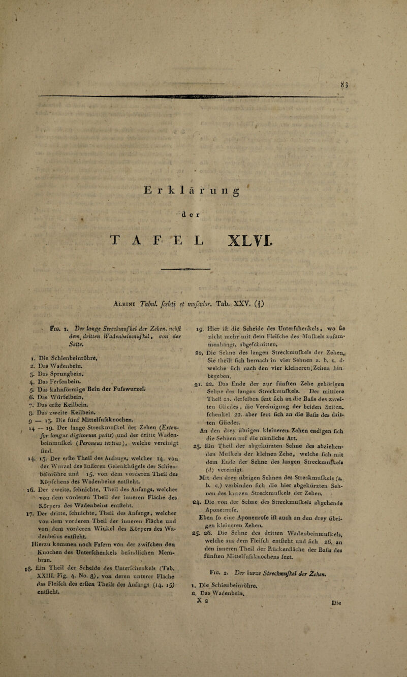/ r- r * f V V Erklär u n g der \ \ . TAFEL XLYL r^iWWp Albini Tb&w/. fct'kti et Fig. i. Der fcmg-e Strechnufkel der Zehen, nebfi demk dritten Wadenbeinmufkel, i;o» der Seite. i. Die Schienbeinröhre, ü. Das Wadenbein. 5. Das Sprungbein. 4. Das Ferfenbein. 5. Das kahnförmige Bein der FufsWurzel. 6. Das Würfelbein. 7. Das erfte Keilbein. g. Das zweite Keilbein. 9 — 13. Die fünf Mittelfufsknochen. 14 — 19. Der lange Streckmufkel der Zehen (Exten- Jor longur digitovum pedis) und der dritte Waden¬ beinmufkel (Peroneus tevtius ), welche vereinigt find. 14. 15. Der erfte Theil des Anfangs, welcher 14. von der Wurzel des äufieren Gelenlcliiigels der Schien- beinröhre und 15. von dem vorderen Theil des Köpfchens des Wadenbeins entlieht. - 16. Der zweite, fehnichte, Theil des Anfangs, welcher von dem vorderen Theil der inneren Fläche des Körpers des Wadenbeins entfteht. 17. Der dritte, fehnichte, Theil des Anfangs, welcher von dem vorderen Theil der inneren Fläche und von dem vorderen Winkel des Körpers des Wa¬ denbeins entfteht. Hierzu kommen noch Fafern von der zwifchen den Knochen des Unterfchenkels befindlichen Mem¬ bran. jQ. Ein Theil der Scheide des Unterfchenkels (Tab. XXIII. Fig. 4. No. 8), von deren unterer Fläche das Fleifch des erfte« Theils des Anfangs (14. 15; entfteht. mufailor. Tab. XXY. (f) 19. Hier id die Scheide des Unterfchenlceis, wo fie nicht mehr mit dem Fleifche des Mufkels zufam- menhängt, abgefclmitten, 20. Die Sehne des langen Streckmufkels der Zehen, Sie theilt fich hernach in vier Sehnen a. b. c. d* welche fich nach den vier kleineren .Zehen hin- • \ beheben. 21. 22. Das Ende der zur fünften Zehe gehörigen Sehpe des langen Streckmufkels. Der mittlere Theil £1. derfelben fezt fich an die Bafis des zwei¬ ten Gliedes , die Vereinigung der beiden Seiten, fchenkel £2. aber fezt fich an die Bafis des drit¬ ten Gliedes. An den drey übrigen kleineren Zehen endigen fich die Sehnen auf die nämliche Art, 25. Ein Theil der abgekürzten Sehne des abziehen¬ den Mufkels der kleinen Zehe, welche fich mit dem Ende der Sehne des langen Streckmufkela (d) vereinigt. Mit den drey übrigen Sehnen des Streckmufkels (a. b. c.) verbinden fich die hier abgekürzten Seh¬ nen des kurzen Streckmufkels der Zehen. C4* Die von der Sehne des Streckmufkels abgehende Aponeurofe. Eben fo eine Aponeurofe ilt auch an den drey übri¬ gen kleineren Zehen. 25. 26. Die Sehne des dritten Wadenbeinmufkels, welche aus dem Fleifch entfteht und fich 26. an den inneren Theil der Rückenfläche der Bafis des fünften Mittelfufsknochens fezt. Fig. 2. Der kurze Streckmufkel der Zehen. 1. Die Scbienbeinröhre. fl. Das Wadenbein, X fl Die