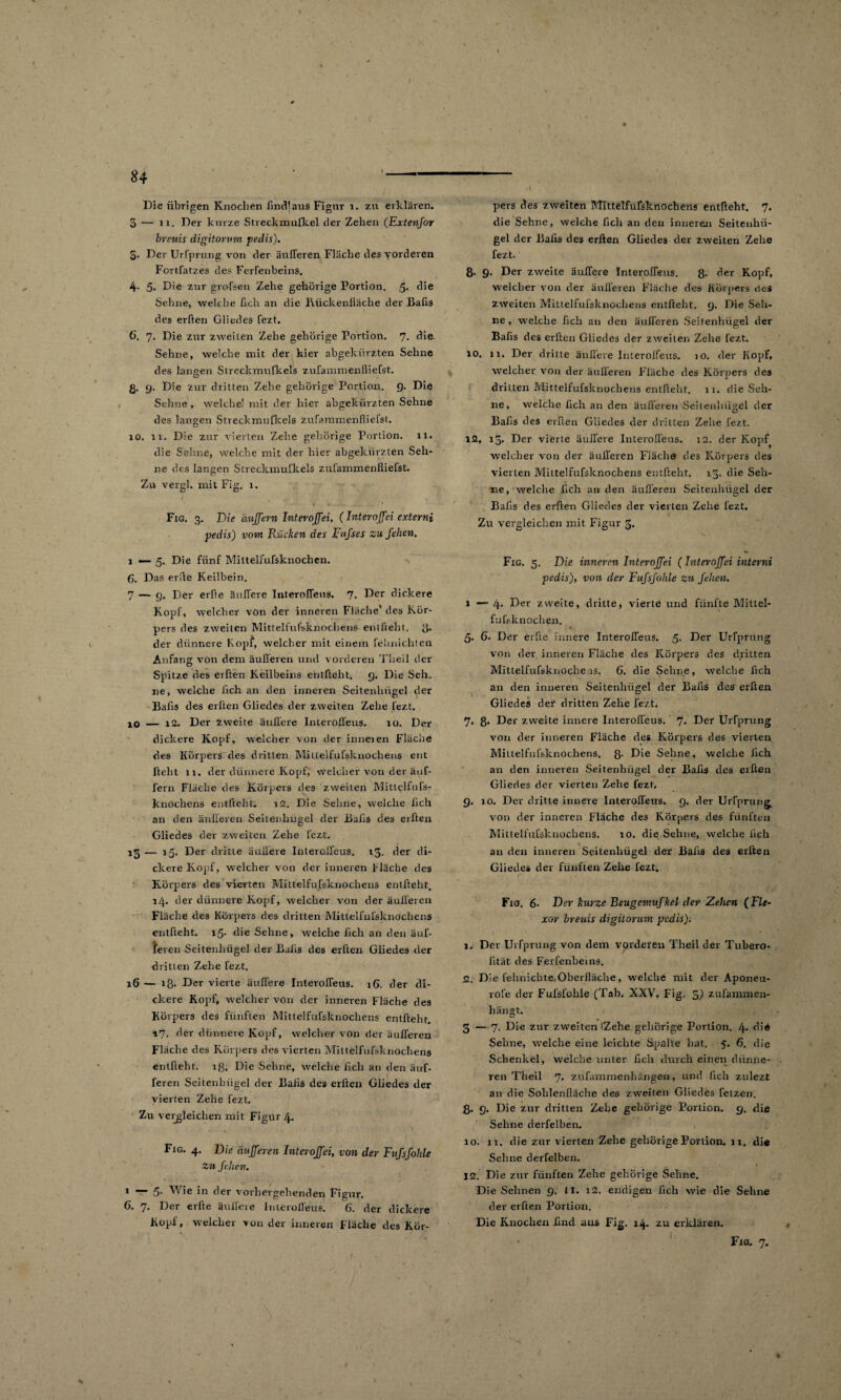 84 Die übrigen Knochen find!aus Figur 1. zu erklären. 3 — 11. Der kurze Streckmufkel der Zehen (Extenfor br?uis digitornm pedis). 3- Der Urfprting von der äußeren Fläche des vorderen Fortfatzes des Ferfenbeins. 4- 5- Die zur grofsen Zehe gehörige Portion. 5- die Sehne, welche fich an die Rückenfiäche der Bafis des erften Gliedes fezt. 6. 7. Die zur zwei Len Zehe gehörige Portion. 7. die. Sehne, welche mit der hier abgekürzten Sehne des langen Streckmufkels zufarmnenfliefst. g. 9. Die zur dritten Zehe gehörige Portion. 9. Die Sehne , welche! mit der hier abgekürzten Sehne des langen Streckmufkels zufammenfliefst. 10. lr. Die zur vierten Zehe gehörige Portion. 11. die Sehne, welche mit der hier abgekürzten Seh¬ ne des langen Streckmufkels zufammenfliefst. Zu vergl. mit Fig. 1. Fig. 3. Die duffem Interojfei, (Interojfei externi pedis) vom Rücken des l'ufses zu fehen. 1—5. Die fünf Mittelfufsknochen. 6. Das erfie Keilbein. 7 — 9. Der erfie äußere Tnteroßens. 7. Der dickere Kopf, welcher von der inneren Fläche* des Kör¬ pers des zweiten Mittelfufsknochen« entlieht, ß. der dünnere Kopf, welcher mit einem felmichten Anfang von dem äußeren und vorderen Theil der Spitze des erften Keilbeins entfteht, 9. Die Seh¬ ne, welche fich an den inneren Seitenhügel der Bafis des erften Gliedes der zweiten Zehe fezt. 10 — 12. Der zweite äußere Interoßeus. 10. Der dickere Kopf, welcher von der inneien Fläche des Körpers des dritten Mittelfufsknochens ent lieht 11. der dünnere Kopf, welcher von der äuf- fern Fläche des Körpers des zweiten Mittelfufs¬ knochens entfteht. 12. Die Sehne, welche fich an den äußeren Seilenliügel der Bafis des erften Gliedes der zweiten Zehe fezt, 15 — 15. Der dritte äußere Interoßeus. 13. der di¬ ckere Kopf, welcher von der inneren Hache des Körpers des vierten Mittelfufsknochens entfteht. 14. der dünnere Kopf, welcher von der äußeren Fläche de3 Körpers des dritten Mittelfufsknochens entfteht. 15. die Sehne, welche fich an den äuf- feren Seitenhügel der Bafis des erften Gliedes der dritten Zehe fezt. 16 — iß- Der vierte äußere Interoßeus. 16. der di¬ ckere Kopf, welcher von der inneren Fläche des Körpers des fünften Mittelfufsknochens entfteht. *7. der dünnere Kopf, welcher von der äußeren Fläche des Körpers des vierten Mittelfufsknochens entfteht. iß. Die Sehne, welche fich an den auf- feren Seitenhügel der Bafis des erften Gliedes der vierten Zehe fezt. Zu vergleichen mit Figur 4. Fig. 4. Die dufferen Interojfei, von der Fußfohle Zu fehen. 1 5- Wie in der vorhergehenden Figur. C. 7. Der erfte äußere Interoßeus. 6. der dickere Kopf, welcher von der inneren Fläche des Kör¬ pers des zweiten Mittelfufsknochens entlieht. 7. die Sehne, welche fich an den inneren Seitenhü¬ gel der Bafis des erften Gliedes der zweiten Zehe fezt. 8- 9. Der zweite äußere Interoßeus. 8- der Kopf, welcher von der äußeren Fläche des Körpers des zweiten Mittelfufsknochens entfteht, 9. Die Seh¬ ne , welche fich an den äußeren Seitenhügel der Bafis des erften Gliedes der zweiten Zehe fezt. 10. 11. Der dritte äußere Interoßeus. 10. der Kopf, welcher von der äußeren Fläche des Körpers des dritten Mittelfufsknochens entlieht. 11. die Seh¬ ne, welche fich an den äußeren Seitenhügel der Bafis des erften Gliedes der dritten Zehe fezt. 12, 15. Der vierte äußere Interoßeus. 12. der Kopf welcher von der äußeren Fläche des Körpers des vierten Mittelfufsknochens entfteht. 13. die Seh¬ ne, welche fich an den äußeren Seitenhügel der Bafis des erften Gliedes der vierten Zehe fezt. Zu vergleichen mit Figur 3. Fig. 5. Die inneren Interojfei (Interojfei interni pedis), von der Fufsfohle zu fehen. 1—4* Der zweite, dritte, vierte und fünfte Mittel- fufiiknochen. 5. 6. Der erfte innere Interoßeus. 5. Der Urfprung von der inneren Fläche des Körpers des dritten Mittelfufsknoche is. 6. die Sehne, welche fich an den inneren Seitenhügel der Bafis de9 erften Gliedes der dritten Zehe fezt, 7. 8* Der zweite innere Interoßeus. 7. Der Urfprung von der inneren Fläche des Körpers des vierten Miuelfufsknochens. 8- Die Sehne, welche fich an den inneren Seitenhügel der Bafis des elften Gliedes der vierten Zehe fezt. 9. 10. Der dritte innere Interoßeus. 9. der Urfprung von der inneren Flache des Körpers des fünften Mittelfufsknochens. io. die Sehne, welche fich an den inneren Seitenliügel der Bafis des erlten Gliedes der fünften Zehe fezt. Fig. 6‘ Der kurze Bsugemufkel der Zehen (Fle¬ xor breuis digitorum pedis). 1. Der Urfprung von dem vorderen Theil der Tubero- lität des Ferfenbeins. 2. Die fehnichte,Oberfläche, welche mit der Aponeu- rol'e der Fufsfolile (Tab. XXV, Fig. 5) zulammen- liängt. 3 — 7. Die zur zweiten SZehe gehörige Portion. 4* die Sehne, welche eine leichte Spalte hat. 5. 6. die Schenkel, welche unter fich durch einen dünne- ren Theil 7. zufammenhängen, und fich zulezt an die Sohlenfläche des zweiten Gliedes fetzen. 8» 9, Die zur dritten Zehe gehörige Portion. 9. die Sehne derfelben. 10. 11. die zur vierten Zehe gehörige Portion. 11. die Sehne derfelben. 12. Die zur fünften Zehe gehörige Sehne. Die Sehnen 9. II. 12. endigen fich wie die Sehne der erften Portion. Die Knochen find aus Fig. 14. zu erklären.