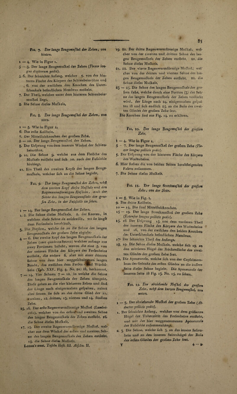 hinten, 1 — 4. Wie in Figur 1, 5 — & Der lange Beugemufkel der Zehen (Flexor Iqh- gns digitorum pedis), 5. 6, Der fehnichte Anfang, welcher 5. von der hin¬ teren Flache des Körpers der Schienbeinröhre und 6. von der zwilchen den Knochen des Unter* fchenkels befindlichen Membran entfteht. 7. Der Th eil, welcher unter dem hinteren Schienbein* mufkel liegt, 8- Die Sehne diel'e3 Mufkels» Fig, 8* Der lange Beugemufkel der Zelten, von vorn• 1 — 5. Wie in Figur 1* 6. Das erfie Keilbein, 7. Der Mitlelfu[sknochen der grofsen Zehe, 8 — jo. Der lange Beugemufhel der Zehen, 8. Der Urfprung von dem inneren Winkel der Schiern beinröhre, 9. 10, Die Sehne 9. welche aus dem Fleitche des Mufkels entfteht und fich 10. nach der Fufsl'ohle hinbiegt. u. Ein Theil des zweiten Kopfs des langen Beuge- mufkels, welcher fich an die Sehne begiebt, A Fig, 9, Der lange Beugemufkel der Zehen, nebß dem zweiten Kopf diefes Mufkels und den Ixegenwurmförmigen Mufktln , -auch der Sehne des langen Beugemujkels der gros- fen Zehe, in der Fujsfohle zu feiten, t Der lange Beugemufkel der Zehen, j, 2. Die Sehne diefes Mufkels, 2, der Knoten, in welchen diele Sehne da anfehwilit, wo fie längft dem Ferfenbein herabläuft, 3 Die Portion, welche fie an die Seime des langen Beugemufkels der grofsen Zehe abgiebt- ^ _ß per zweite Kopf des langen Beugemufkels der Zel-ien (caro quadratß SyLvn) Kvelc’ner anfangs aus zwey Portionen bgfteht, woyon die eine 5, von der unteren Fläche des Körpers des Ferfenbeins pntfteht, die andere .6. aber mit einer dünnen Sehne von dem hier weggefchnittenen langen Bande, das zwifclien dem Ferien - dtnd Würfel¬ hein (rI>b, XXV, Fig. 4. No. 20) ift, herkommt, rj _ j/|. Vier Sehnen 7 — 10. in welche die Sehne des langen Beugemufkels der Zehen übergeht, Diefe gehen an die vier kleineren Zehen und find der Länge nach einigermafsen gefpalten, zulezt aber fetzen fie fich an das dritte Glied der 11, 7, weiten, 12. dritten, 13. vierten und 14. fünften Zehe, 15 16. Der erfte Regenwurmförmige Mufkel (Lumbri- calis), welcher von dei erlterdund zweiten Sehne des langen Beugemufkels der Zehen entfteht, 16, die Sehne diefes Mufkels, »7. )8- Der zweite Regenwurm förmige Mufkel, wel¬ cher ans dem Winkel dev erfien und zweiten Seh¬ ne des langen Beugemufkels der Zehen entfteht, ig. die Sehne diefes Mufkels, Eodüiüs anat. Tafeln Heft. 111, Abfdin■ II. cher von der zweiten und dritten Sehne des lan¬ gen Beugemufkels der Zehen entlieht. 20. die Sehne diefes Mufkels, 2t., 22. Der vierte Regenwurmförmige Mufkel; wel Cher von der dritten mul vierten Sehne des lan¬ gen Beugemufkels der Zehen entfteht, 22. die .Sehne diefes Mufkels, - 25. Die Sehne des langen Beugemufkels der gro¬ fsen Zehe, welche durch eine Portion (3) der Seh¬ ne des langen Beugemufkels der Zehen verftärlct wird, der Lange nach 24, einigermafsen gefpal¬ ten ift und fich endlich 25. an die Bafis des zwei¬ ten Gliedes der grofsen Zehe fezt. Pie Knochen find aus Fig, 14. zu erklären, Fig, io. Der lange Beugemufkel der grofsen Zehe, i — 4» Wie in Figur x, 5 ~ 7, Der lange Beugemufkel der grofsen Zehe (Fier xor longus pollicis pedis). Der Urfprung von der hinteren Fläche des Körpers des Wadenbeins, 6, Hier ftofsen die von beiden Seiten herabfteigenden Fafern znfainmen. 7, Die Sehne diefes Mufkels, Fig. ii. Der lange Strechnufkel der grofsen Zehe, von der Seite„ — s „ l i «— $• Wie in Fig. t, 9, Das dritte Keilbein, 10 — x4, Die fünf Mittelfufsknochen, 15 — >9- Der lange Streckmnfkel der grofsen Zeh# (Extenfor longus pollicis pedis). 15. 16 Der Urfprung 15. von dem vorderen Theil der inneren Fläche des Körpers des Wadenbeins und 16. von der zwifclien den beiden Knochen des Unter fchenkels befindlichen Membran. t7» Der fehnichte Theil des Anfangs, j8. 19- Die Sehne diefes Mufkels, welche fich 19. an den mittleren Hügel der Rückenfläche des zwei¬ ten Gliedes der grofsen Zehe fezt. 20, Die Aponeurofe, welche fich von der Gapfelmem¬ bran des Gelenks des erfien Gliedes an die äuffere ^Seite diefer Sehne begiebt. Die Aponeurofe der inneren Seite ift Fig. 13- No. 15. zufehen, Fig, 12- Der abziehende Mufket der grofsen Zehe, nebß dem kurzen Beugemufkel, von unten, * j — 3. Der abzLebende Mufkel der grofsen Zehe (Ab¬ ductor pollicis pedis), j per fehnichte Anfang, welcher von dem gröfser.en Hügel d.er Tub.erofität des Ferfenbejns .entfteht, und mit der hier weggenommenen Aponeurofe der Fulsfohle zufarnmenhängt. 2. 3. Die Sehne, welche fich 5. an das innere S.efam- ,bein und an den inneren Seitenhjigel der .Bafis des erfien Gliedes d.er grofsen Zehe fezt, Y 4 ~