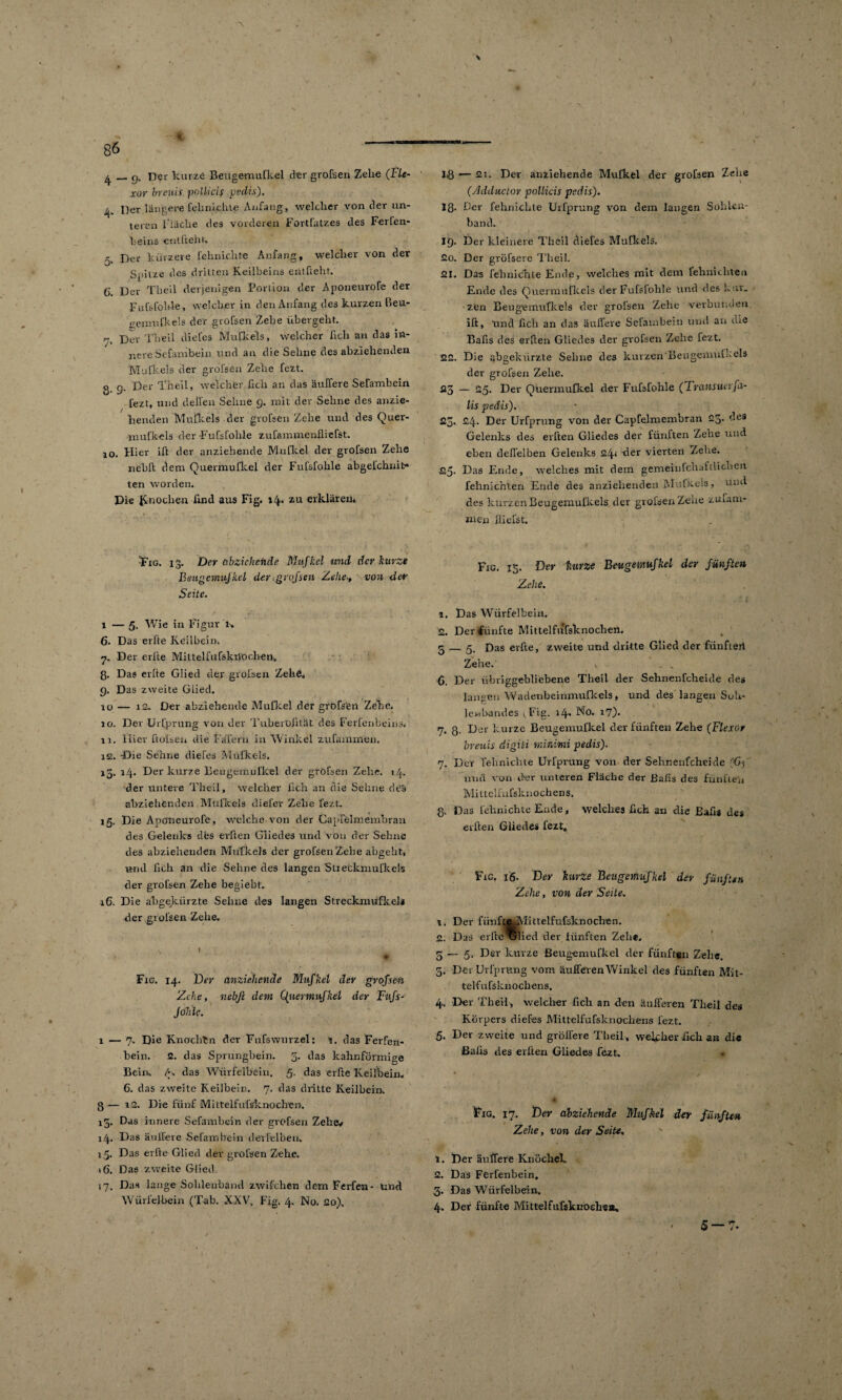 \ - \ k 86 ^ _ y. Der kurze Beugemufkel der grofsen Zelie (Fle¬ xor brems pollicif pedis). 4. Der längere fehnichte Anfang, welcher von der un¬ teren fläche des vorderen Fortfatzes des Ferfen- heins enlftehu 5 Der kürzere fehnichte Anfang, welcher von der Spitze des dritten Keilbeins enthebt. C Der Theil derjenigen Portion der Aponeurofe der Fufsfohle, welcher in den Anfang des kurzen Beu- eemufkels der grofsen Zehe übergeht. Dev Theil diefes Mufkels, welcher fich an das in¬ nere Scfarnbein und an die Sehne des abziehenden Mufkels der grofsen Zehe fezt. g 9. Der Theil, welcher fich an das äuffere Sefambein fezt, und deilen Sehne 9. mit der Sehne des anzie¬ henden Mufkels der grofsen Zehe und des Quer- ■mufkels der Fufsfohle zufammenfliefst. 10. Hier ift der anziehende Mufkel der grofsen Zehe nebft dem Quermufkel der Fufsfohle abgefchnit-* ten worden. Die Jtnoclien find aus Fig. 14* zu erklären. 1$ *— 2i. Der anziehende Mufkel der grofsen Zehe (Adductor pollicis pedis). Iß. Der fehnichte Urfprung von dem langen Sohlcn- ban'cL IQ. Der kleinere Theil diefes Mufkels. 20. Der gröfsere T’heiI. 21. Das fehnichte Ende, welches mit dem fehnithten Ende des Quermufkeis der Fufsfohle und des kur. zen Beugemufkels der grofsen Zehe verbunden ift, Und fich an das äuffere Sefambein und an tu« Bafis des erden Gliedes der grofsen Zehe fezt. 22. Die abgekürzte Seime des kurzen'Beugemufhels der grofsen Zehe. 25 — 25. Der Quermufkel der Fufsfohle (Frcinsuctfa- lis pedis). 23- Der Urfprung von der Capfelmembran 23* des Gelenks des elften Gliedes der fünften Zehe und eben deffelben Gelenks 241 der vierten Zehe. Das Ende, welches mit dem gemeinfchaftlichen fehnichlen Ende des anziehenden Mufkels, und des kurzen Beugemufkels der grofsen Zehe zufam- wien dielst. ■Fig. 13. Der obzichciide Mufkel und der kurze Beugemufkel der.großen Zehe-, von der Seite. 1 — 5. Wie in Figur 1, 6. Das erfte Keilbein. 7. Der erfte Mi Itel f ufskijoeben. ß. Das erfte Glied der grofsen Zehe, 9. Das zweite Glied. 10 — 12. Der abziehemle Mufkel der gröfs'en Zehe. 10. Der Urfprung von der Tuberüfität des Ferfenbeins, 11. liier ftolsen die Fäfern in Winkel zufaminen. ie. Die Sehne diefes Mufkels. 15. 14. Der kurze Beugemufkel der grofsen Zehe. 14. der untere Tlieil, welcher fich an die Sehne de'ä abziehenden Mufkels diefer Zehe fezt. 15. Die Aponeurofe, welche von der Capfelmembran des Gelenks des erbten Gliedes und von der Sehne des abzieherulen Mufkels der grofsen Zehe abgebt, und fich an die Sehne des langen Stieckmufkels der grofsen Zehe begiebt. 16. Die abgekürzte Seline des langen Streckmufkel* der grofsen Zehe. \ < m m Fig. 14. Der anziehende Mufkel der großen Zehe, nebft dem Quermufkel der Fuß- Jöhle. 1 — 7. Die Knochtn der Fufswurzel: 1. das Ferfen- bein. 2. das Sprungbein. 5. das kahnförmige Bciru d, das Würfelbein. 5- das erfte Keilbein. 6. das zweite Keilbein. 7. das dritte Keilbein. 3 — 12. Die fünf Mittelfiifs'knochen. 13. Das innere Sefambein der grofsen Zehe* 14. Das äuffere Sefambein d eile Iben. 15. Das erfte Glied der grofsen Zehe. >6. Das zweite Glied. 17. Das lange Sohlenband zwilchen dem Ferfen- und Würfelbein (Tab. XXV. Fig. 4, No. 20), Fig. 15. Der kurze Beugemufkel der fünften Zehe. 1. Das Wiirfelbein. 2. Der fünfte Mittelfufsknochen. 3 — 3, Das erfte, zweite und dritte Glied der fünftert Zehe. , 6. Der übriggebliebene Theil der Sehnenfeheide des langen Wadenbeirimufkels, und des langen Suh- lewb-andes (.Fig. 14* No. 17). 7. 3. Der kurze Beugemufkel der fünften Zehe (Flexor breuis digiti minimi pedis). 7. Der fehnichte Urfprung von der Sehnenfeheide (<>5 und von der unteren Fläche der Bafis des fünften Mittelfufsknochens. ß. Das fehnichte Ende, welches fich an die Bafis des eilten Gliedes fezt, Fig, i6- Der kurze Beugemufkel der fünften Zehe, von der Seite. 1. Der fiinft^Mittelfufsknochen. 2. Das erfte urlied der fünften Zehe. 3 — 5. Der kurze Beugemufkel der fünften Zehe. 3. Der Urfprung vom äufferen Winkel des fünften Mit¬ telfufsknochens. 4. Der Theil, welcher fich an den äufferen Theil des Körpers diefes Mittelfufsknochens fezt. 5. Der zweite und gröbere Theil, weicher fich an die Bafis des erfien Gliedes fezt. Fig. 17. Der abziehende Mufkel der fünften Zehe, von der Seite. t. Der äuffere Knöchel. 2. Das Ferfenbein, 3* Das Würfelbein. 4. Der fünfte Mittelfüfsknoehea,