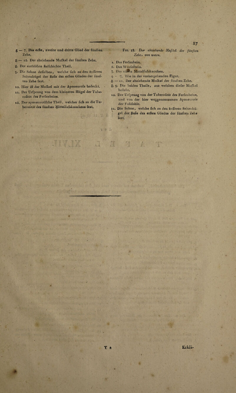 Zehe. 8 — 12. Der abziehende Mufkel der fünften Zehe. 8- Der entblöfste fleifchichte Theil. ß. Die Sehne delfelben, welche hch an den änderen Seitenhügel der ßafis des erften Gliedes der fünf¬ ten Zehe fezt. 10. Hier ifi: der Mufkel mit der Aponeurofe bedeckt. 11. Der Urfprung von dem kleineren Hügel der Tube- rofität des Ferfenbeins. 12. Der aporieurctifche Theil, welcher fich an die Tu- berolität des fünften Mittelfufsknochens fezt. ~- *7 Zehe, von unten. 1. Das Ferfenbein. 2. Das Würfelbein. 5. Der vi$?ie Mittelfufskncchen. 4 ~ 7- Wie in der vorhergehenden Figur. ß — ii. Der abziehende Mufkel der fünften Zehe. ß. 9. Die beiden Theile, aus welchen diefer Mufkel befteht. io. Der Urfprung von der Tuberofität des Ferfenbeins, und von der hier weggenommenen Aponeurofe der Fufsfohle. n. Die Sehne, welche fich an den äußeren Seitenflü¬ gel der ßafis des erften Gliedes der fünften Zehe fezt. / . V N r st * *.•