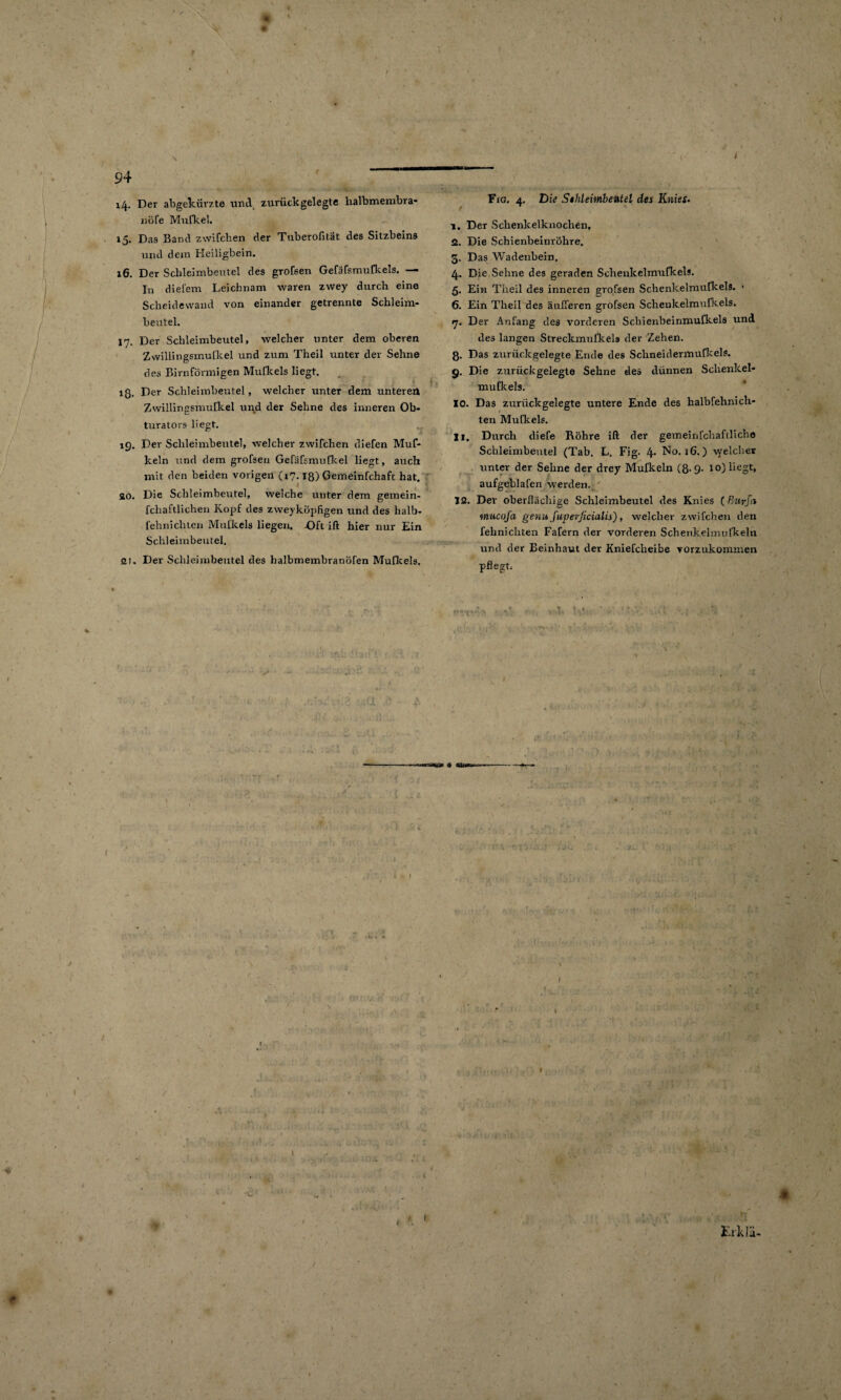 14. Der abgekürzte und zurückgelegte lialbmembra- nöfe Mufkel. 15. Das Band zwifchen der Tüberofitat des Sitzbeins und dem Heiligbein. 16. Der Schleimbeutel des großen Geräfsmufkels. — In diefeni Leichnam waren zwey durch eine Scheidewand von einander getrennte Schleim¬ beutel. 17. Der Schleimbeutel, welcher unter dem oberen Zwillingsmufkel und zum Theil unter der Sehne des Bimförmigen Mufkels liegt. iß. Der Schleimbeutel, welcher unter dem unterer* Zwillingsmufkel und der Sehne des inneren Ob¬ turators liegt. 19. Der Schleimbeutel, welcher zwifchen diefen Muf- keln und dem grofsen Gefäfsmufkel liegt, auch mit den beiden vorigen (17. iß) Gemeinfchaft hat. 20. Die Schleimbeutel, welche unter dem gemein- fchaftlichen Kopf des zweyköpfigen und des halb- fehnichten Mufkels liegen. Oft ift hier nur Ein Schleimbeutel. 21. Der Schleimbeutel des halbmembranöfen Mufkels. Fig. 4. Die Sthleimbeutel des Knies. 1. Der Schenkelknochen, 2. Die Schienbeinröhre. 3. Das Wadenbein. 4. Die Sehne des geraden Schenkelmufkels. 5. Ein Theil des inneren grofsen Schenkelmufkels. ■ 6. Ein Theil des äußeren grofsen Schenkelmufkels. 7. Der Anfang des vorderen Schienbeinmufkels und des langen Streckmufkels der Zehen, ß. Das zurückgelegte Ende des Sclineidermufkels. 9. Die zurückgelegte Sehne des dünnen Schenkel¬ mufkels. 10. Das zurückgelegte untere Ende des halbfehnich- ten Mufkels. H. Durch diefe Röhre ift der gemeinfchaftliche Schleimbeutel (Tab. L. Fig. 4. No. 16.) welcher unter der Sehne der drey Mufkeln (8-9- 10) liegt, aufgeblafen werden. 12. Dev oberflächige Schleimbeutel des Knies ( Bnrfn mucofa genu fupevficialis), welcher zwifchen den fehnichten Fafern der vorderen Schenkelmufkeln und der Beinhaut der Kniefcheibe vorzukommen pflegt.