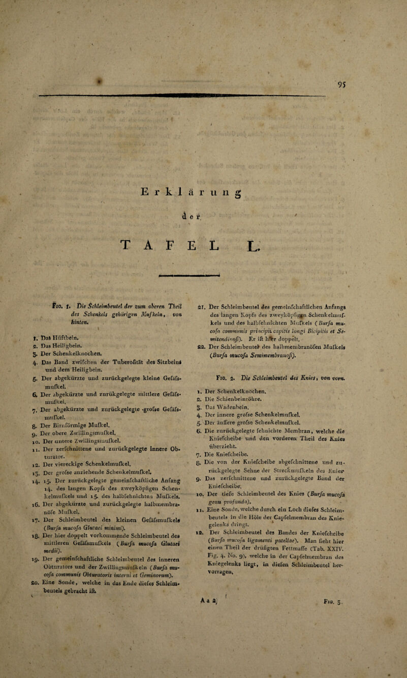 •** V»«W v- ■ 95 Erklärung d e t TAFEL L ; * i Fig. J. Die Schleimbeutel der zum oberen Theil des Schenkels gehörigen Mufkeln, von hinten. i fr. DaS Hüftbein. 2. Das Heil'gbein. 3. Der Schenkelknoclien. 4. Das Band zwifcherx der Tuberofität des Sitzbeins und dem Heiligbein. 5. Der abgekürzte und zurückgelegte kleine Gefäfs- mufkel. 6. Der abgekürzte und zurükgelegte mittlere Gefafs- mufkel. 17. Der abgekürzte und zurückgelegte .grofse Gefäfs- nmfkel. g. Der Bimförmige Mulle el, q. Der obere Zwillingsmufkel. 10. Der untere Zwillingsmufkel. ix. Der zerfchixittene und zurückgelegte innere Ob¬ turator. i2. Der viereckige Schenkelmufkel. Der grofse anziehende Schenkelmufkel, 15. Der zurückgelegte gemeinfcliaftliche Anfang 14. des langen Kopfs des zweyköpfigen Sclien- kelmufkels und 15* des halbfehnichte/x Mufkels. 16. Der abgekürzte und zurückgelegte halbmembra* nöfe Mufkel. . , 17. Der Schleimbeutel des kleinen Gefäfsmufkels (Burfa mucofa Glutaei minimi). »8. Der hier doppelt vorkommende Schleimbeutel deä mittleren Gefäfsmufkels (Burfa mucofa Glutaei medii). iq. Der gemeinfchaftliche Schleimbeutel des inneren Obturators und der Zwillingsmulkeln (Burfa mu¬ cofa communis Obturatoris interni et Geminorum). 20. Eine Sonde * welche in das Ende diefes Schleim¬ beutels gebracht iß. io »4 21. Der Schleimbeutel des gemeinfchaftlichen Anfangs des langen Kopfs des zweyköpfigen Schenkelmuf- kels und des halbfehnichten Mufkels ( Burfa mu¬ cofa communis pviucipii capitis longi Bicipitis et Se- mitcndv'oß). Er ift hfer doppelt. 22. Der Schleimbeutel' des halbmembranöfen Mufkels (Burfa mucofa Semimembranofi'). Fig. 2. Die Schleimbeutel des Knies ^ von vom. 1. Der Schenkelknochen. 2. Die Schienbeinröhre. 3. Das Wadenbein. 4. Der innere grofse Schenkelmufkel. 5. Der äußere grofse Schenkelmufkel. 6. Die zurückgelegte fehnichte Membran, welche die Kniefcheibe und den vorderen Theil des Knies überzieht. 7. Die Kniefcheibe. g, Die von der Kniefcheibe abgefchnittene und zu¬ rückgelegte Sehne der Streckmufkeln des Knies* 9. Das zerfclmittene und zuxückgelegte Band der Kniefcheibe. 10. Der tiefe Schleimbeutel des Knies (Burfa mucofa genu profunda), 11. Eine Sonde, welche durch ein Loch diefes Schleim¬ beutels in die Hole der Capfelmembran des Knie¬ gelenks dringt. 12. Der Schleimbeutel des Bandes der Kniefcheibe (Burfa mucofa ligamenti patellae). Man lieht hier einen Theil der drüfigten Fettmafle (Tab. XXIV. Fig. 4. No. 9), welche in der Capfelmembran des Kniegelenks liegt, in diefen Schleimbeutel her¬ vorragen. A a aj Fio. 3.