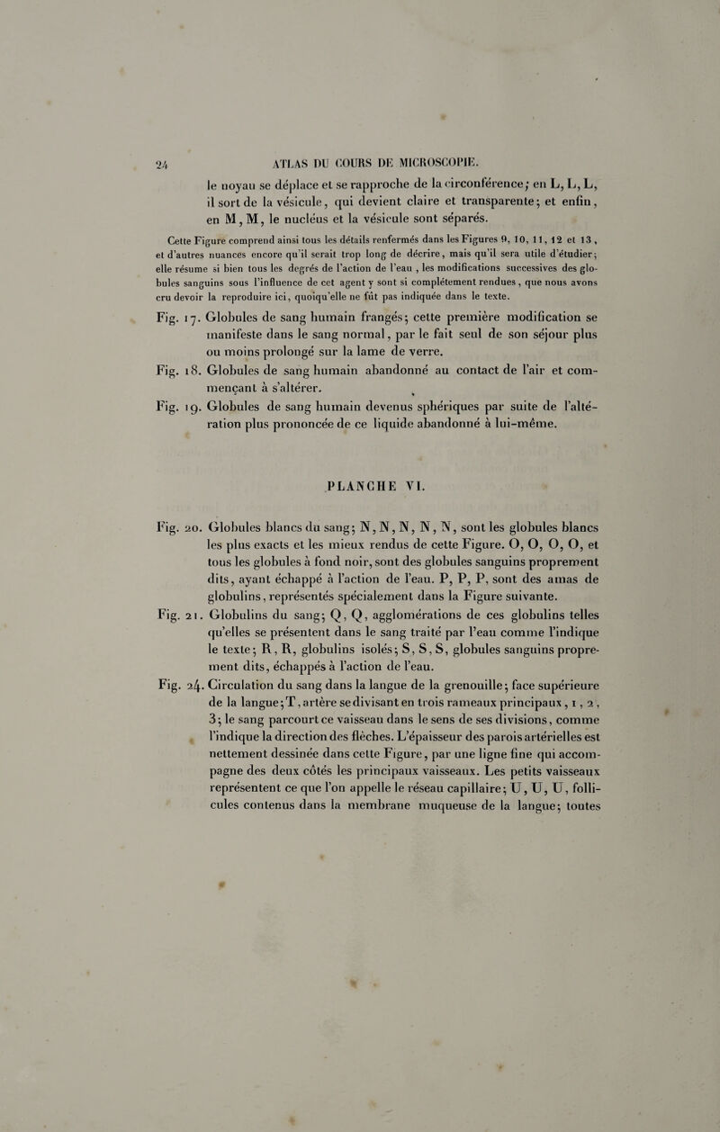 le noyau se déplace et se rapproche de la circonférence; en L, L, L, 11 sort de la vésicule, qui devient claire et transparente; et enfin, en M,M, le nucléus et la vésicule sont séparés. Cette Figure comprend ainsi tous les détails renfermés dans les Figures 9, 10, 11, 12 et 13, et d’autres nuances encore qu’il serait trop long de décrire, mais qu’il sera utile d’étudier; elle résume si bien tous les degrés de l’action de l’eau , les modifications successives des glo¬ bules sanguins sous l’influence de cet agent y sont si complètement rendues, que nous avons cru devoir la reproduire ici, quoiqu’elle ne fût pas indiquée dans le texte. Fig. 17. Globules de sang humain frangés; cette première modification se manifeste dans le sang normal, par le fait seul de son séjour plus ou moins prolongé sur la lame de verre. Fig. 18. Globules de sang humain abandonné au contact de l’air et com¬ mençant à s’altérer. •» V Fig. 19. Globules de sang humain devenus sphériques par suite de l’alté¬ ration plus prononcée de ce liquide abandonné à lui-même. PLANCHE A'I. P’ig. ‘20. Globules blancs du sang; N, N, N, N, N, sont les globules blancs les plus exacts et les mieux rendus de cette Figure. O, O, O, O, et tous les globules à fond noir, sont des globules sanguins proprement dits, ayant échappé à l’action de l’eau. P, P, P, sont des amas de glohulins, représentés spécialement dans la Figure suivante. Fig. 21. Glohulins du sang; Q, Q, agglomérations de ces globulins telles qu’elles se présentent dans le sang traité par l’eau comme l’indique le texte; R, R, globulins isolés; S, S, S, globules sanguins propre¬ ment dits, échappés à l’action de l’eau. Fig. 24. Circulation du sang dans la langue de la grenouille; face supérieure de la langue; T, artère se divisant en trois rameaux principaux , 1,2, 3; le sang parcourt ce vaisseau dans le sens de ses divisions, comme l’indique la direction des flèches. L’épaisseur des parois artérielles est nettement dessinée dans cette Figure, par une ligne fine qui accom¬ pagne des deux côtés les principaux vaisseaux. Les petits vaisseaux représentent ce que l’on appelle le réseau capillaire; U, U, U, folli¬ cules contenus dans la membrane muqueuse de la langue; toutes