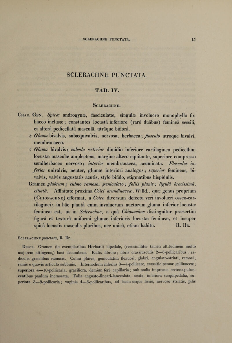 SCLERACHNE PUNCTATA. ^ TAB. IV. SCLERACHNE. Char. Gen. Spicee androgynse, fasciculatae, singulae involucro monophyllo fo¬ liaceo inclusae; constantes locusta inferiore (raro duabus) feminea sessili, et altera pedicellata mascula, utraque biflora. $ Gluma bivalvis, subaequivalvis, nervosa, herbacea; flosculo utroque bivalvi, membranaceo. ? Gluma bivalvis; valvula exterior dimidio inferiore cartilagineo pedicellum locustae masculae amplectens, margine altero equitante, superiore compresso semiherbaceo nervoso; interior membranacea, acuminata. Flosculus in¬ ferior univalvis, neuter, glumae interiori analogus; superior femineus, bi¬ valvis, valvis angustatis acutis, stylo bifido, stigmatibus hispidulis. Gramen glabrum; culmo ramoso, geniculato; foliis planis; ligula brevissima, ciliata. Affinitate proxima Coici arundinacece, Willd., quae genus proprium (Chionachne) efformat, a Coice diversum defectu veri involucri osseo-car- tilaginei; in hac planta enim involucrum auctorum gluma inferior locustae femineae est, ut in Sclerachne, a qua Chionachne distinguitur praesertim figura et textura uniformi glumae inferioris locustae femineae, et insuper spica locustis masculis pluribus, nec unica, etiam habitu. R. Br. Sclerachne punctata, R. Br. Descr. Gramen (in exemplaribus Herbarii) bipedale, (verosimiliter tamen altitudinem multo majorem attingens,) basi decumbens. Radix fibrosa; fibris crassiusculis 2—3-pollicaribus; ra¬ diculis gracilibus ramosis. Culmi plures, geniculatim flexuosi, glabri, angulato-striati, ramosi; ramis e quovis articulo subbinis. Internodium inferius 3—4-pollicare, crassitie pennae gallinaceae ; superiora 4—10-pollicaria, graciliora, demum fere capillaria; sub nodis impressis sericeo-pubes- centibus paulum incrassata. Folia angusto-lineari-lanceolata, acuta, inferiora sesquipedalia, su¬ periora 3—9-pollicaria ; vaginis 4—6-pollicaribus, ad basin usque fissis, nervoso striatis, pilis