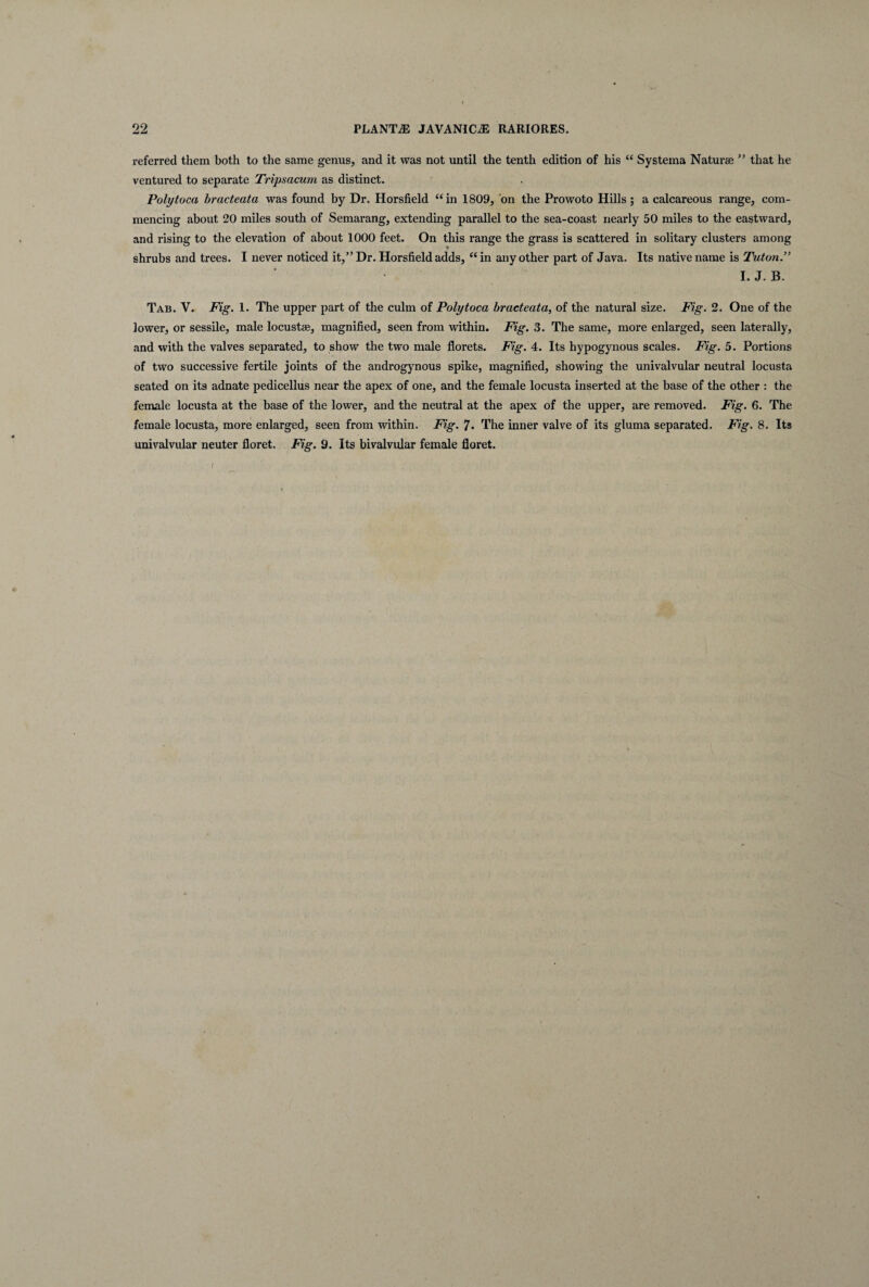 referred tliem both to the same genus, and it was not until the tenth edition of his “ Systema Naturae ” that he ventured to separate Tripsacum as distinet. Polytoca bracteata was found by Dr. Horsfield “in 1809, on the Prowoto Hilis; a calcareous range, com- mencing about 20 miles south of Semarang, extending parallel to the sea-coast nearly 50 miles to the eastward, and rising to the elevation of about 1000 feet. On this range the grass is scattered in solitary clusters among shrubs and trees. I never noticed it,” Dr. Horsfieldadds, “in anyother part of Java. Its nativename is Tuton.” I. J. B. Tab. V. Fig. 1. The upper part of the culm of Polytoca bracteata, of the natural size. Fig. 2. One of the lower, or sessile, male locustae, magnified, seen from within. Fig. 3. The same, more enlarged, seen laterally, and with the valves separated, to show the two male florets. Fig. 4. Its hypogynous scales. Fig. 5. Portions of two successive fertile joints of the androgynous spike, magnified, showing the univalvular neutral locusta seated on its adnate pedicellus near the apex of one, and the female locusta inserted at the base of the other : the female locusta at the base of the lower, and the neutral at the apex of the upper, are removed. Fig. 6. The female locusta, more enlarged, seen from within. Fig. 7. The inner valve of its gluma separated. Fig. 8. Its univalvular neuter floret. Fig. 9. Its bivalvular female floret.