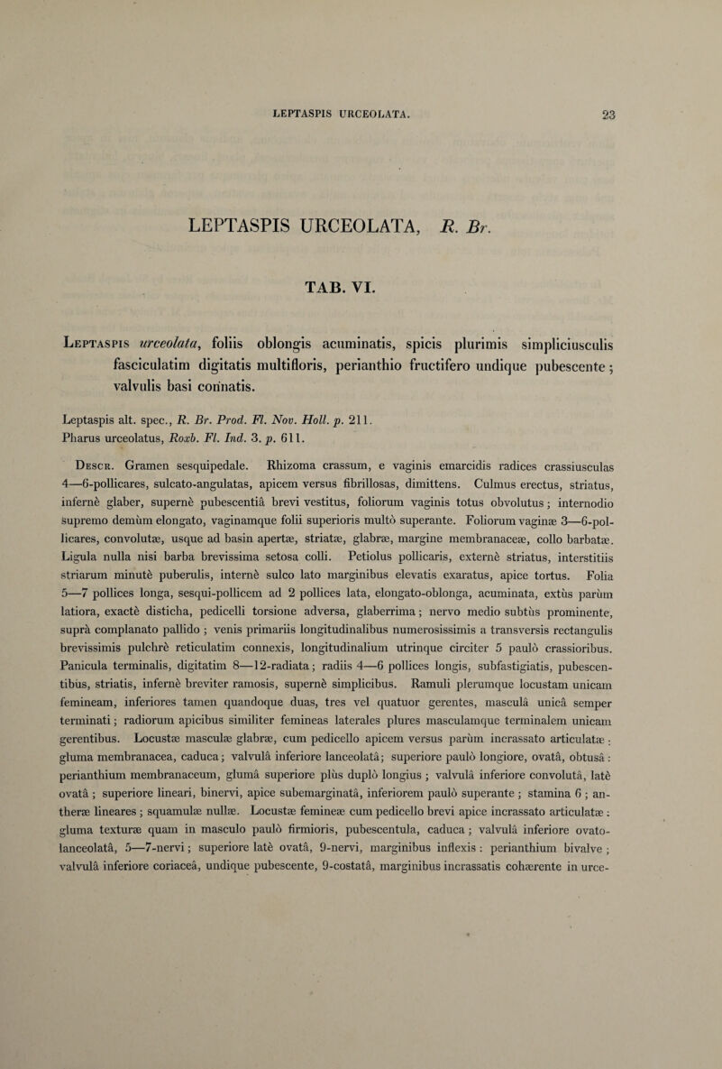 LEPTASPIS URCEOLATA, R. Br. TAB. VI. Leptaspis urceolata, foliis oblongis acuminatis, spicis plurimis simpliciusculis fasciculatim digitatis multifloris, perianthio fructifero undique pubescente; valvulis basi connatis. Leptaspis ait. spec., R. Br. Prod. FI. Nov. Holi. p. 211. Pharus urceolatus, Roxb. FI. Ind. 3. p. 611. Descr. Gramen sesquipedale. Rhizoma crassum, e vaginis emarcidis radices crassiusculas 4— 6-pollicares, sulcato-angulatas, apicem versus fibrillosas, dimittens. Culmus erectus, striatus, inferne glaber, superne pubescentia brevi vestitus, foliorum vaginis totus obvolutus; internodio Supremo demum elongato, vaginamque folii superioris multo superante. Foborum vaginae 3—6-pol¬ licares, convolutae, usque ad basin apertae, striatae, glabrae, margine membranaceae, collo barbatae. Ligula nulla nisi barba brevissima setosa colli. Petiolus pollicaris, externe striatus, interstitiis striarum minuti puberulis, interni sulco lato marginibus elevatis exaratus, apice tortus. Folia 5— 7 pollices longa, sesqui-pollicem ad 2 pollices lata, elongato-oblonga, acuminata, extiis parum latiora, exacti disticha, pedicelli torsione adversa, glaberrima; nervo medio subtus prominente, supra complanato pallido ; venis primariis longitudinalibus numerosissimis a transversis rectangulis brevissimis pulchri reticulatim connexis, longitudinalium utrinque circiter 5 paulo crassioribus. Panicula terminalis, digitatim 8—12-radiata; radiis 4—6 pollices longis, subfastigiatis, pubescen¬ tibus, striatis, inferne breviter ramosis, superni simplicibus. Ramuli plerumque locustam unicam femineam, inferiores tamen quandoque duas, tres vel quatuor gerentes, mascula unica semper terminati; radiorum apicibus similiter femineas laterales plures masculainque terminalem unicam gerentibus. Locustas masculae glabrae, cum pedicello apicem versus parum incrassato articulatae ; gluma membranacea, caduca; valvula inferiore lanceolata; superiore paulo longiore, ovata, obtusa.- perianthium membranaceum, gluma superiore plus duplo longius ; valvula inferiore convoluta, late ovata ; superiore lineari, binervi, apice subemarginata, inferiorem paulo superante ; stamina 6 ; an- therae lineares ; squamulae nullae. Locustae femineae cum pedicello brevi apice incrassato articulatae : gluma texturae quam in masculo paulo firmioris, pubescentula, caduca; valvula inferiore ovato- lanceolata, 5—7-nervi; superiore late ovata, 9-nervi, marginibus inflexis : perianthium bivalve ; valvula inferiore coriacea, undique pubescente, 9-costata, marginibus incrassatis cohaerente in urce-