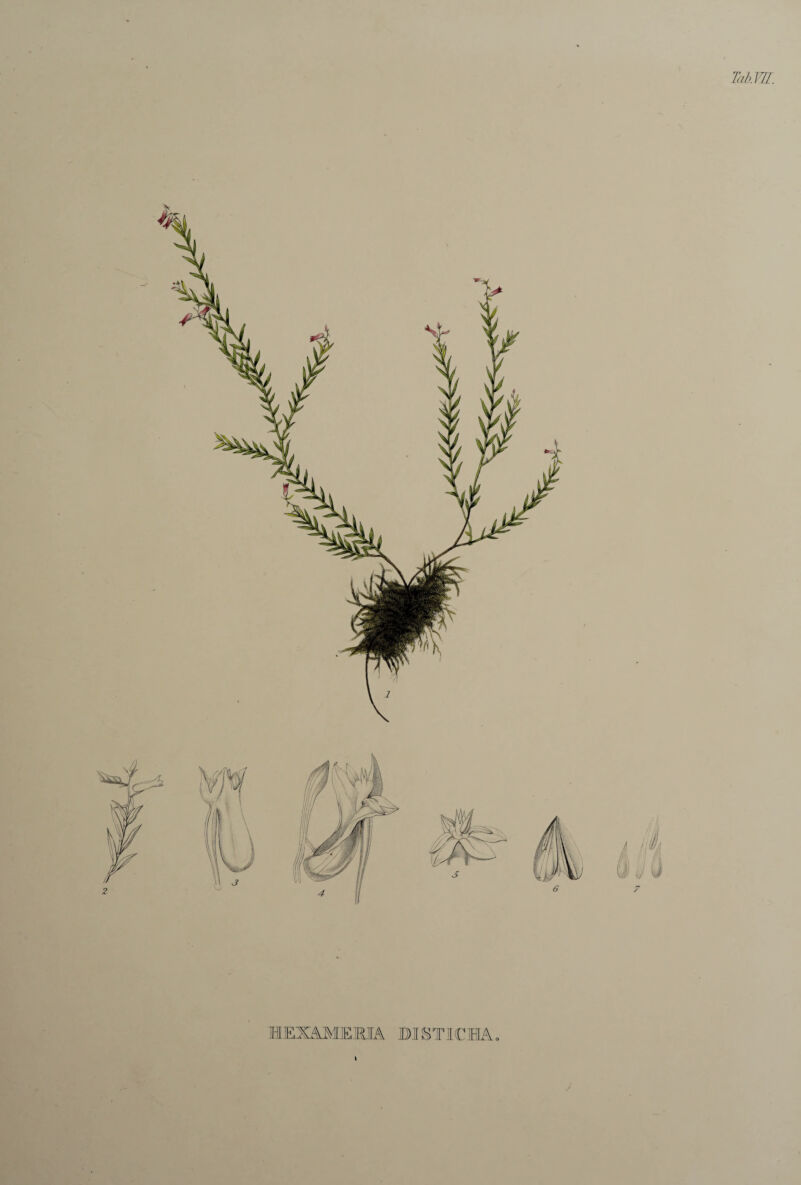 TatM. HEXAMEMA DISTICHA. \
