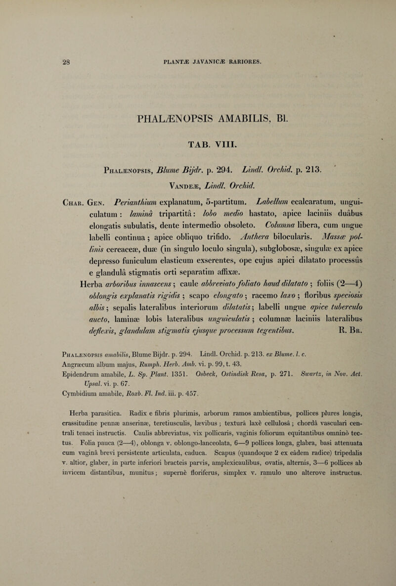 PHALtENOPSIS AMABILIS, Bl. TAB. VIII. Phal^enopsis, Blume Bijdr. p. 294. Lindi. Orchid. p. 213. Vande/e, Lindi. Orchid. Char. Gen. Perianthium explanatum, 5-partitum. Labellum ecalcaratum, ungui- culatum : lamina tripartita: lobo medio hastato, apice laciniis duabus elongatis subulatis, dente intermedio obsoleto. Columna libera, cum ungue labelli continua ; apice obliquo trifido. Anthera bilocularis. Massce pol¬ linis cereaceae, duae (in singulo loculo singula), subglobosae, singulae ex apice depresso funiculum elasticum exserentes, ope cujus apici dilatato processus e glandula stigmatis orti separatim affixae. Herba arboribus innasceris; caule abbreviato foliato haud dilatato ; foliis (2—4) oblongis explanatis rigidis ; scapo elongato ; racemo laxo ; floribus speciosis albis; sepalis lateralibus interiorum dilatatis; labelli ungue apice tuberculo aucto, laminae lobis lateralibus unguiculatis ; columnae laciniis lateralibus deflexis, glandulam stigmatis ejusque processum tegentibus. R. Br. Phal^enopsis amabilis, Blume Bijdr. p. 294. Lindi. Orchid. p. 213. ex Blume. I. c. Angnecum album majus, Rumph. Herb. Amb. vi. p. 99, t. 43. Epidendrum amabile, L. Sp. Piant. 1351. Osbeck, Ostindisk Resa, p. 271. Swartz, in Nov. Act. Upsal. vi. p. 67. Cymbidium amabile, Roxb. FI. Incl. iii. p. 457. Herba parasitica. Radix e fibris plurimis, arborum ramos ambientibus, pollices plures longis, crassitudine pennae anserinae, teretiusculis, laevibus ; textura laxe cellulosa; chorda vasculari cen¬ trali tenaci instructis. Caulis abbreviatus, vix pollicaris, vaginis foliorum equitantibus omnino tec¬ tus. Folia pauca (2—4), oblonga v. oblongo-lanceolata, 6—9 pollices longa, glabra, basi attenuata cum vagina brevi persistente articulata, caduca. Scapus (quandoque 2 ex eadem radice) tripedalis v. altior, glaber, in parte inferiori bracteis parvis, amplexicaulibus, ovatis, alternis, 3—G pollices ab