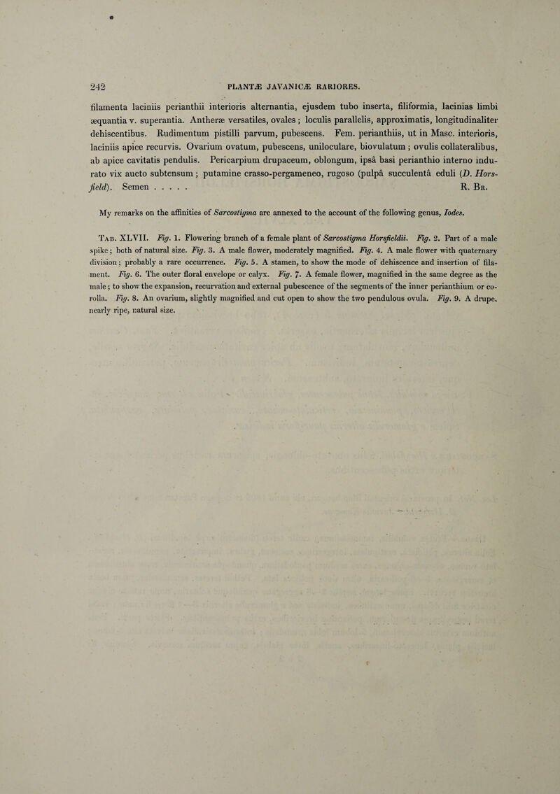 filamenta laciniis perianthii interioris alternantia, ejusdem tubo inserta, filiformia, lacinias limbi aequantia v. superantia. Antherae versatiles, ovales ; loculis parallelis, approximatis, longitudinaliter dehiscentibus. Rudimentum pistilli parvum, pubescens. Fem. perianthiis, ut in Masc. interioris, laciniis apice recurvis. Ovarium ovatum, pubescens, uniloculare, biovulatum ; ovulis collateralibus, ab apice cavitatis pendulis. Pericarpium drupaceum, oblongum, ipsa basi perianthio interno indu¬ rato vix aucto subtensum ; putamine crasso-pergameneo, rugoso (pulpa succulenta eduli (D. Hors- field). Semen. R. Br. My remarks on the affinities of Sarcostigma are annexed to the account of the following genus, Iodes. Tab. XLVII. Fig. 1. Flowering branch of a female piant of Sarcostigma Horsfieldii. Fig. 2. Part of a male spike; bcth of natural size. Fig. 3. A male flower, moderately magnified. Fig. 4. A male flower with quaternary division; probably a rare occurrence. Fig. 5. A stamen, to sliow the mode of dehiscence and insertion of fila- ment. Fig. 6. The outer floral envelope or calyx. Fig. *]. A female flower, magnified in the same degree as the male ; to show the expansion, recurvation and external pubescence of the segments of the inner perianthium or co¬ rolla. Fig. 8. An ovarium, slightly magnified and cut open to show the two pendulous ovula. Fig. 9. A drupe. nearly ripe, natural size.