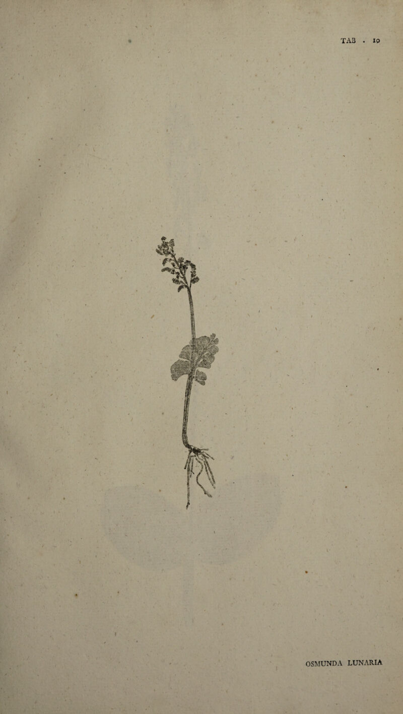 \ TAB . 10 \ I ( OSMUNDA LUNARIA ' < 1