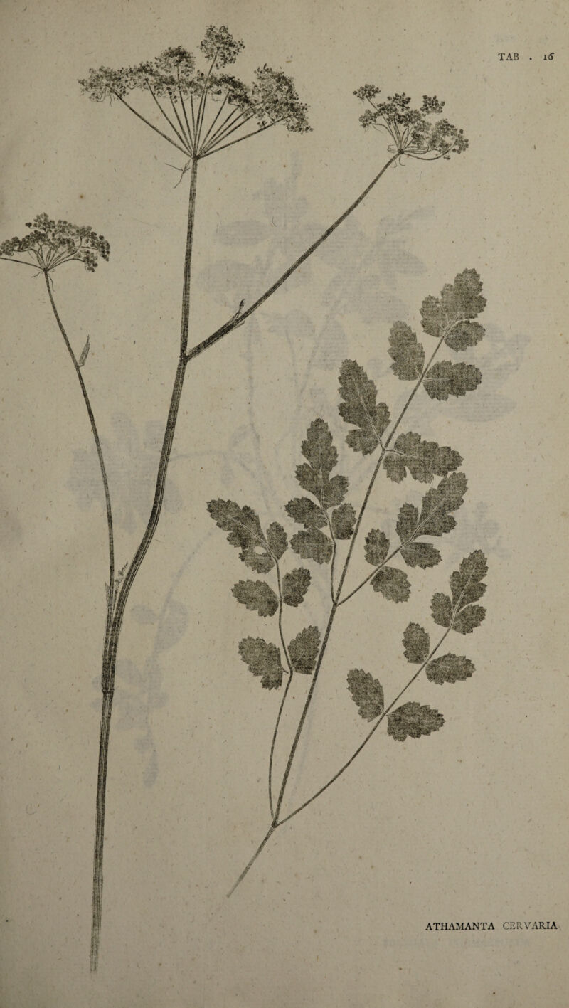 ATHAMANTA CERVARIA^