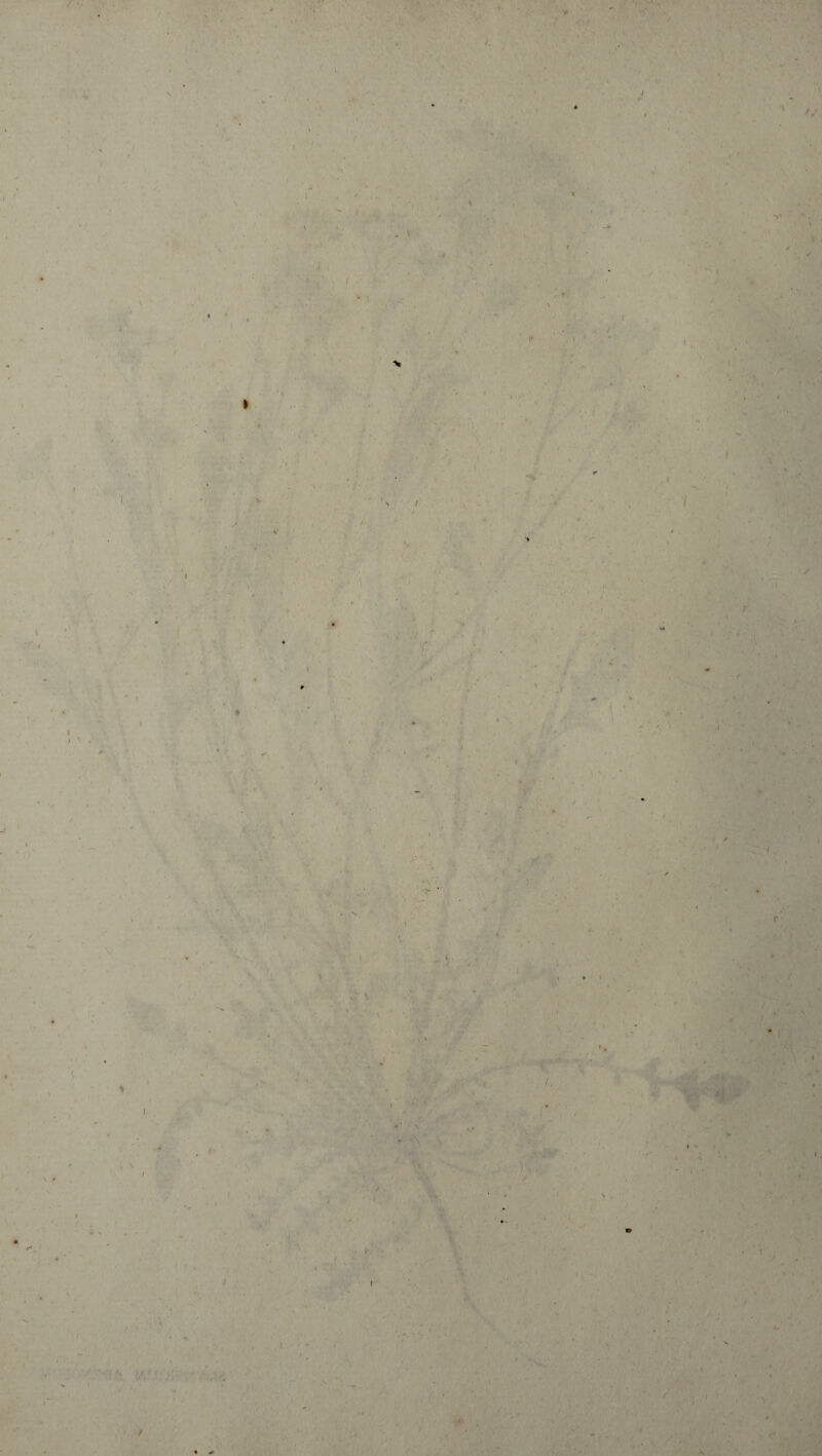 ’vV'' /. M ' y ' I* V. I/* / £ . ( / /