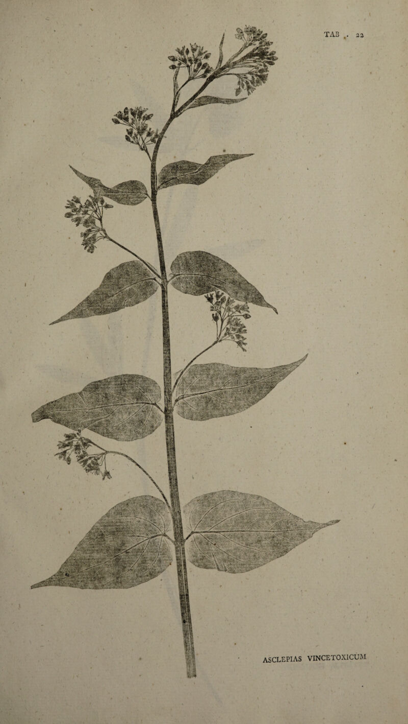 \ * ^ ASCLEPIAS VINCETOXICUM