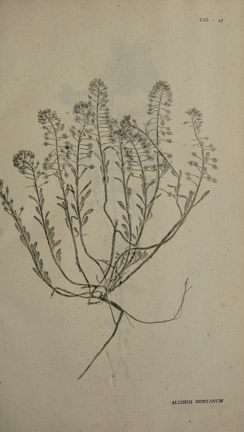 ALYSSUM MONTANUM