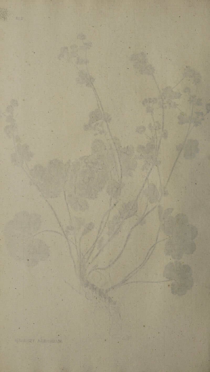 f \ ’*.y •1 ■A (