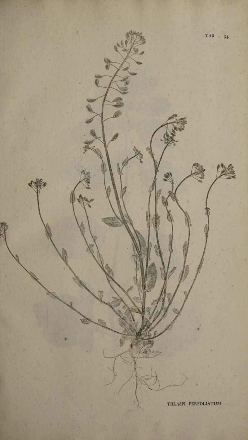 TIILASPI PERFOLIATUM