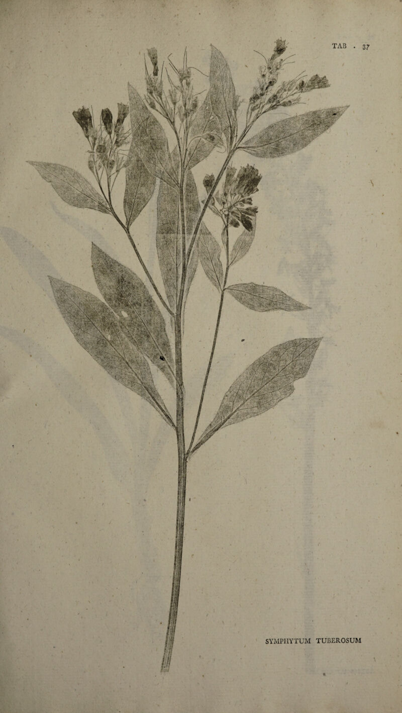 SYMPIIYTUM TUBEROSUM TAB