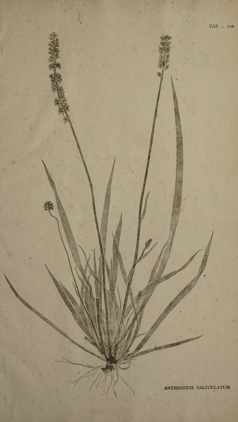 *1 t. • I ■ TAB . xoo 1 ANTIIERICUM CALYCULATUM « r.w-