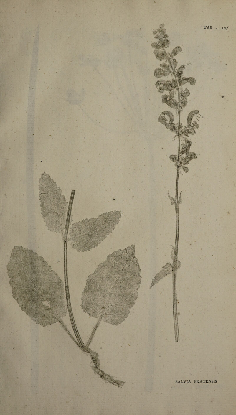 V SALVIA PRATENSIS