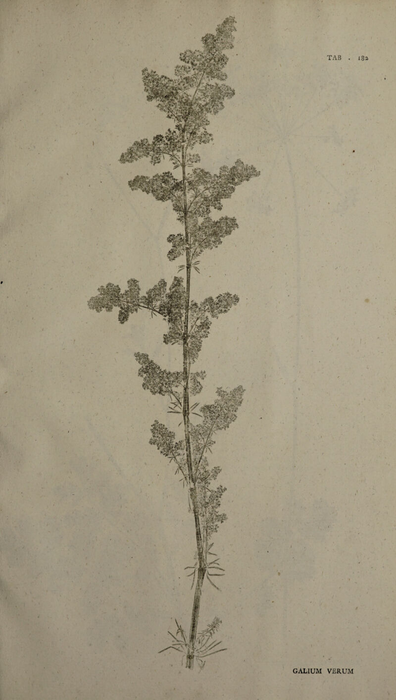 GALIUM VERUM