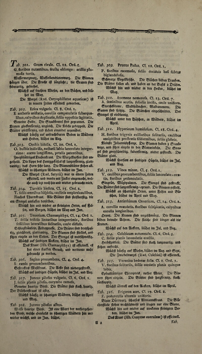 J ab. 301. Geum rivale. CI. 12. Ord. 9. G. floribus nutantibus, fru&u oblongo: ariftis plu- mofis tortis. SSaffermerjwurj, SBafTerbenebietcnwurs. Sic Blumen fangen über. Sie grucht ift langlicht; bic ©ranen feberartig, gebrebel. SSBdchfl auf feuchten SBcefeti/ an ben Sachen, tmbblü« bet im $?ap. Sie 2Burjel (Rad. Caryophillatae aquaticae) tfl in neuern Jetten offteinefl geworben. Tab. 302. Erica vulgaris. CI. 8. Ord. 1. E antheris ariftatis,corollis campanulatis fubaequa- libuSjcalycibusduplicatis, foliis oppofitis fagittatis. Gemeine £eibe. Sie Staubbeutel ftnb gegrannet. Sie fronen glodenfotmig, ungleich. Sie Welche gehoppelt. Sie blattet pfetlfbrmig, unb fleben etnanber gegenüber. SBachfl häufig auf unfruchtbaren Boben in SBalbern unb Reiben, blühet im Slug. Tab. 30 3. Orchis bifolia. CI. 20. Ord. 1. O. bulbis indivifis. ne£tarii labio lanceolato integer- rimo: cornu longifiimo, petalis patentibus. JwcpblaftrigeS £nahen!raut. Sie 2Bur$elfnoflen ftnb un« geteilt. Sie 2ippe beö £oniggcfafgeS ifl lanjenfoemig, glatt« canbig; ba$ £orn febt lang. Sie Blumenblätter (leben ab. SBachft in fc&attigcn kalbern/ blühet im 3un. Sie SBurjd (Rad. Satyrii) war in altern Jetten ©ffirinefl, unb würbe mit Jud er eingemacht, web e^K auch icjt noch bin unb wieber gebraucht wirb. Tab. 304. Turritis liirfuta. CI. 15. Ord. 2. T. foliis omnibus hifpidis, caulinis amplexicaulibus. 9vaubc$ Sburmfraut. Sille Blatter flnb fleifborfiig, bie am Stengel umfaffen bcnfclben. SBa'chfl bin unb wieber an fleinigfett Srten, auf gel« fen, unb Bergen, blühet im 9J?ap unb 3un. Tab. 30y. Teucrium. Chamaepithys. CI. 14. Ord, 1. T. foliis trifklis linearibus integerrimis, floribus feflilibus lateralibus folitariis, caule diffufo. ©chlagfrautlcin, gdbcpprefTc. Sie Blatter flnb brepfpab ttg, gleichbreit, glattranbig. Sie Blumen flnb flielloS, unb fifcen einjeln an ben ©eiten. Sec Stengel ifl weitfehweifig. SOBachfl auf fanbigen Siedern, blühet im 3un. Sa6 ^raut (Hb. Chamaepithys) ifl officinefl, (& hat einen flarfen ©eruch, unb oerbiente mehr gebraucht $u werben. Tab. 306. Sagina procumbens. CI. 4. Ord. 4. S ramis procumbentibus. ©eflrcdfcS ?D?aflfraut. Sie Slefle flnb nlebergcflredt. Sßachfl auf fanbigen bügeln, blühet im 3«l. unb Slug. Tab. 307. Juncus pilofus vulgaris. CI. 6. Ord. 1. J. foliis planis pilofis, corymbo ramofo. ©enteilte haarige Binfe. Sie Blatter ftnb flach, paarig. Ser BlutbenflrauS ifl äflig. SBdc^fl häufig in fchattigen SB albern, blühet imSlpril unb Sfllap. Tab. 308. Juncus pilofus albus. SDriffe haarige Binfe. 3(1 eine Slbart ber oorbergeben« ben Binje, welche ebenfalls in fchattigen SBdlbern b«l unb wieber wcichfl, unb im 3un* blühet. Tab. 30p. Prunus Padus. CI. 12. Ord. 1. P. floribus racemofis, foliis dcciduis bafi fubtu$ biglandulofis. ©chwarje Bogelfirfche. Sie Blutben bilben Trauben. Sie Blaffer fallen ab, unb haben an ber BaflS 2 Srüfcn. $®dcb!t bin unb wieber in ben Reefen, blühet im SDlap. Tab. 310. Anemone nemorofa. CI. 13. Ord. 7. A. feminibus acutis, foliolis incifis, caule unifloro. ©forehSblume, SÖalbhdbnchen, Sßalbanentoue. Sie ©amen ftnb fpifcig. Sie Blättchen eingefchnitten. Sec Stengel i|i einbluntig. Sßdchjl unter ben Büfchen, in Sßdlbecn, blühet im Slpril. Tab. 31 1. Hypericum humifufum. CI. 18. Ord. 4. H. floribus trigynis axillaribus folitariis, caulibus ancipitibus proftratis filiformibus, foliis glabris. Sleinflc 3obanniSppanje. Sie Blumen haben 3 ©taub« Wege, unb flfcen einsein in ben Bfaftwinfefn. Sie ©ten* gel ftnb $wet;fcbneibig, fabenformig, niebet: geftreeft. Sie Blatter glatt. SBacbft fparfara an fanbigen bügeln, blühet im 3ub unb Slug. Tab. 312. Vinca minor. CI. ?. Ord. 1. V. caulibus procumbentibus, foliis lanceolato - ova- tis> floribus pedunculatis. ©ingrün, 5D?dgbpalmen. Sic ©tengcl flnb geflredt. Sie Blatter ftnb lanjenfürraig * etjrunb. Sie Blumen gcflielf. SQBdchfl an fchattigen Srten, unter Reifen unb Bu* fchen, blühet im Slpril uub C0?ap. Tab. 313. Antirrhinum Orontium. CI. 14. Ord. 2. A. corollis ecaudatis, floribus fubfpicatis, calycibus corolla longioribus. Scont. Sie fronen ftnb ungcfchwdnjt. Sic Blumeti bilben beinahe Sichren. Sic Welche flnb langer aig bie fronen. ^ Sßa'chfl auf ben Siedern, blühet im 3ub unb Sing. Tab. 314. Colchicum autumnale. CI. 6. Ord. 3. C. foliis planis lanceolatis erefris. £erbftscitlcfe. Sie Blatter ftnb (lach, lanjenarfig, unb flehen aufrecht.^ häufig auf 2$icfen, blühet im Slug, unb ©cpf. Sie 3wiebdwurjd (Rad. ColchicO ifl offkineff. Tab. 317. Veronica hederae folia. CI. 2. Ord. 1. V. floribus folitariis, foliis cordatis planis quinque lobis. ©pfeuhldlfrtger <?hrenprd^, rother SKeier. Sie Blu« men ft^cn cinsdn. Sic Bla'tter flnb hersfermig, flach, fünflappig. (Hhichfl überall auf ben Siedern, blühet im Slpril. Tab. 316. Erigeron acre. CI. 19. Ord. 2. E. pedunculis alternis unifloris. Blaue Sürrtuurs, fcharfed Slltmannöfrauf. Sie Bfu« thcnfiielc flehen wcifelöweife unb tragen nur eine Blume. SGBdchll hin unb wieber auf trodetten fleintgten Bo« ben, blühet ira 3uu* Sa^ ^rauf (Hb, Conyzae coeruleae) ifl pfficinell.