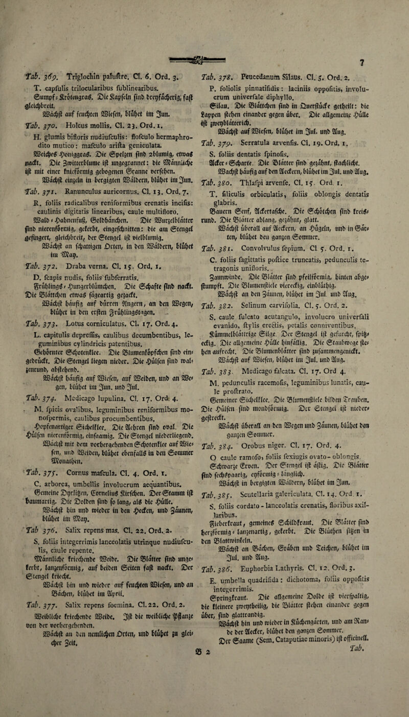 Tab. 369. Triglocltin paluftre. CI. 6. Ord. 3. T. capfulis trilocularibus fublinearibus. ©«mpf; Srotengrag. Sic $apfeln ftnb brcpfdcherig, faft alcictybrcü. auf feuchten SÖiefen, blühet im 3un. Tab. 370. Holcus mollis. CI. 23. Ord. 1. H. glumis bifloris nudiufeulis: flofeulo hermaphro- dito mutico: mafeulo arifta geniculata. 2Betcbe$ £oniggra$. Sie ©peljen flnb 2blumig, etroaS tiadft. Sie Sroitterblume ifl ungegrannct: bie SRdnnUchc ifl mit einer fnteforntfg gebogenen Granne öcrfcbcn. 2Bdcbft einzeln in beegigten SBdlbern, blühet im 3un. Tab. 371. Ranunculus auricornus. CI. 13. Ord. 7. R. foliis radicalibus reniformibus crenatis incifis: caulinis digitatis linearibus, caule multifloro. SBalb « J£>abncnfu§, ©olbbdncbcn. Sie SBitrjclbldffcc finb nierenforraig, geferbt, cingefcbmften: bic am ©tcngel gefingert, güicbbreit, ber ©fengel ifl oielblumig. 2Bdcb|l an fc^atrigc» Srten, in ben SÖalbern, blühet im SDiap. Tab. 372. Draba verna. CI. 15. Ord. j, D. feapis nudis, foliis'fubferratis. grüblingg/ Hungerblümchen. Sie ©chafte flnb nadft. Sie Sldttchcn cfroaS fdgeartig gejaeft. äßdchfl bduftg auf bürren Slngern, an ben SBegcn, blühet in ben crflen grübling^Mgen. Tab. 373. Lotus corniculatus. CI. 17. Ord. 4. L. capitulis depreflis, caulibus decumbentibus, le¬ guminibus cylindricis patentibus. gehörnter ©d;otenflee. Sie SlumcnFbpfcbcn ftnb ein? gebcüdt. Sie ©tcngel liegen nieber. Sie hülfen ftnb mal« genrunb, abflebcnb. SBdchfl häufig auf SEÖiefen, auf SBciben, unb an SBe* gen, blühet im 3un. unb 3M. Tab. 374. Medicago lupulina. CI. 17. Ord. 4. M. fpicis ovalibus, leguminibus reniformibus mo- nofpermis, caulibus procumbentibus. ^»epfcnarttger ©itbclFIce. Sie Sichren flnb oöal. Sie hülfen nierentormig, einfaamig. Sie©tengel nieberliegenb. SBachti mit bem oorhergehenben ©cbotcnflee attfSBie* fen, unb Sßciben, blühet ebenfalls in ben ©ommer SKonathen. Tab. 377. Cornus mafeula. CI. 4. Ord. 1. C. arborea, umbellis involucrum aequantibus. (gemeine Sprühen, Cornelius Sirfchen. Ser@tamm ift baumartig. Sie Selben flnb fo lang, al$ bic £ülle. SBdchft hin unb mieber in ben Reefen, unb 3duncn, blühet im 9D?ap. Tab 376. Salix repens mas. CI. 22. Ord.. 2. 1 S. foliis integerrimis lanceolatis utrinque nudiufeu¬ lis, caule repente. * 9D?dnn!icbe fricchcnbe SBcibe. Sie Slattcr flnb ltnge« ferbt, lanjeuformig, auf betben ©eiten fajt naeft. Ser ©tcngel Frücht. SBdc&fl hin unb rnieber auf feuchten liefen, unb an . Sachen, blühet im Slpril. Tab. 377. Salix repens foemina. CI. 22. Ord. 2. SBeibliche fricchcnbe SBeibe. bie metblichc ^jlanje Pott ber oerhergehenben. 2Bachft an ben ncmlichcn Srtcn, unb blühet ju gleü eher Jett. 7 Tab. 378. Feucedanum Silaus. CI. 5. Ord. 2. P. foliolis pinnatifidis : laciniis oppofitis, involu¬ crum univerfale diphyllo. ©ilau. Sie Sldttchcn flnb in Üuerflücfe gctheilt: bie Sappen jtchen einanbec gegen über. Sie allgemeine £ütle ift jwcpbldtterich. SBdchft auf liefen, blühet im 3«I. unb Slug. Tab. 379. Serratula arvenfis. CI. 19. Ord. 1. S. foliis dentatis fpinofis. Slcfcr* ©charte. Sie Slatter ftnb gejdbnf, flacblicbf. SBachft häufig auf ben Slecfern, blühet im jul. unb Slug. Tab. 380. Thlafpi arvenfe. CI. iy. Ord. 1. T. filiculis orbiculatis, foliis oblongis dentatis glabris. Säuern ©enf, Slcfertafchc. Sie ©chotchen ftnb frei$« runb. Sie Sidttcr ablang, gejdhnt, glatt. SBdcbfl überall auf Slecfern, an bügeln, unb in ©de? ten, blühet bcu ganjen ©ommer. Tab. 381. Convolvulus fepium. CI y. Ord. 1. C. foliis fagittatis poftice truncatis, pedunculis te- tragonis unifloris. Saunmtnbc. Sie Sldtfer ftnb pfctlfennig, hinten abge« jtumpft. Sie Slumcntlicle oierccfig, einblüthig. SBdchft an ben Saunen, blühet im 2ful unb Slug. Tab. 382. Selinum carvifolia. CI. 5. Ord. 2. S. caule fulcato acutangulo, involucro univerfali evanido, ftylis ere&is, petalis conniventibus. Sümmelbldttrigc ©ilge. Ser ©tengcl i|t gefurcht, fpifc« eefig. Sie allgemeine Jfmtte hinfällig. Sie ©tauhmege |tc« hen aufrecht. Sie Siuntenbldtter ftnb gufammengenieft. 2Bdchft auf Sßiefen, blühet tm 3tub unb Slug. Tab. 383• Medicago falcata. CI. 17. Ord 4. M. pedunculis racemofis, leguminibus lunatis, cau¬ le proftrato. ©emeiner ©ichelFlce. Sie Slumenfticlc bifbeti Trauben. Sic hülfen fittb monbformig. Ser ©tcngel ift nieber« geftredt. 2Bdchft überall an ben Sßegen unb Saunen, blühet beu ganjen ©ommer. Tab. 384. Orobus niger. CI. 17. Ord. 4. O caule ramofo) foliis fexiugis ovato- oblongis. ©chmarje ©roen. Ser ©tcngel ift dfitg. Sic Sidttec ftnb fcch^paarig, epfbrmig«länglich. SBdchft in bergigten SBalbcrn, blühet im üjun. Tab. 387. Scutellaria galcriculata. CI. 14. Ord. r. S. foliis cordato - lanceolatis crenatis, floribus axil- laribus. ^ieberfraut, gcmeincö ©chilbFraitf. Sie Sldtfer ftnb herjforniig * lanjenactig, geferbt. Sic Slüthen ft|en in ben Slatttvinfeln. SBdchft an Sachen, ©raben unb Suchen, blühet int 3ul. unb Slug. Tab. 386. Euphorbia Latliyris. CI. 12. Ord. 3. E. umbella quadrifida: dichotoma, foliis oppoftds integerrimis. ©pritigfraut. Sie aflgememe Solbe ift oierfpaltig, bic Heinere jmcptheilig, bie Sidttcr flehen cinanber gegen über, ftnb glattranbig. ^ f 2ßdchfl bin unb mieber in Svücbcngarfen, unb am 9\an« be ber Slecfer, blühet ben gattjen ©omnier. Ser ©aarne (Sem. Cataputiac minoris) ifl cfficinctl. Tab. S 2
