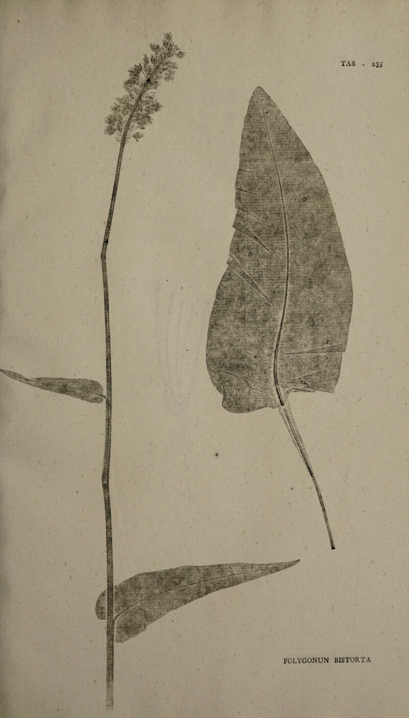 J TAB . a35 ( PGLYGONUN BISTORTA