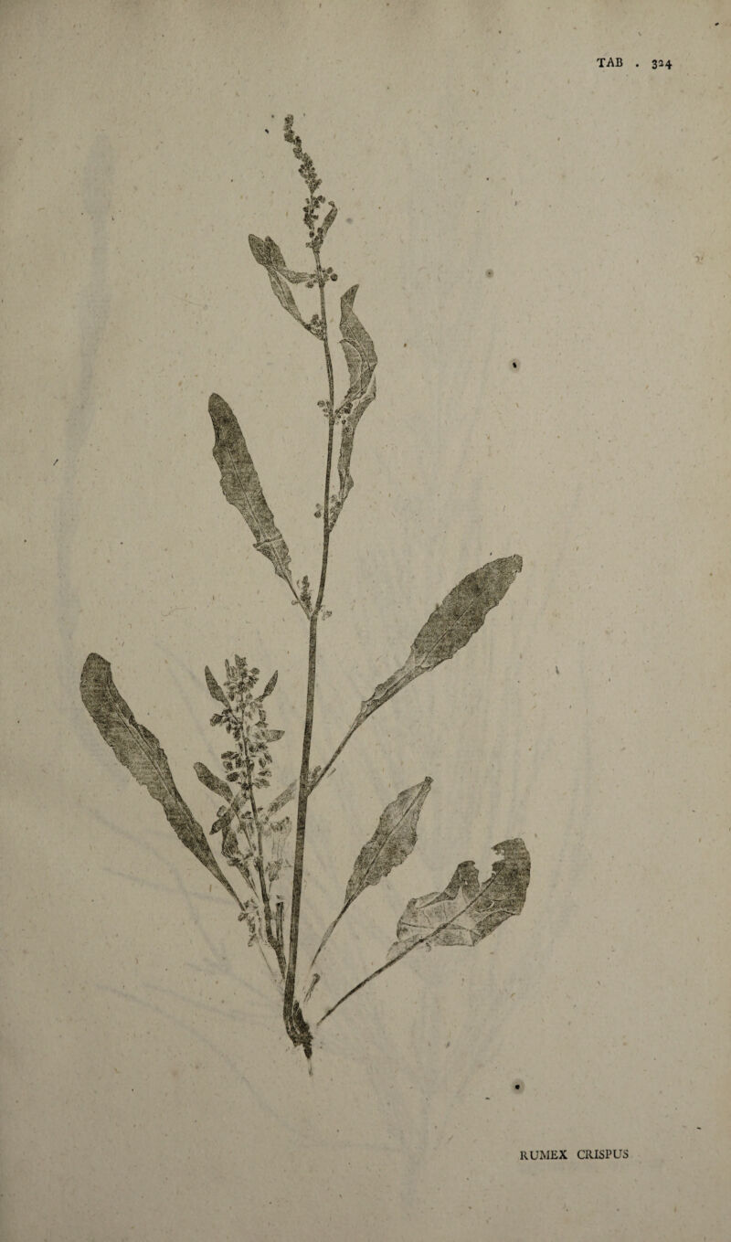 rumex crispus