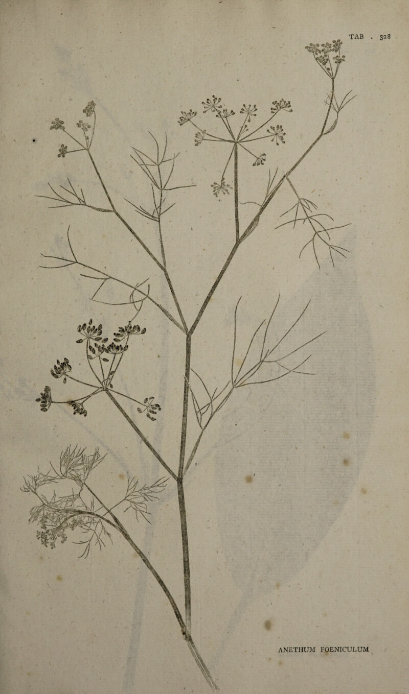 TAB 328 ANETHUM FOENICULUM