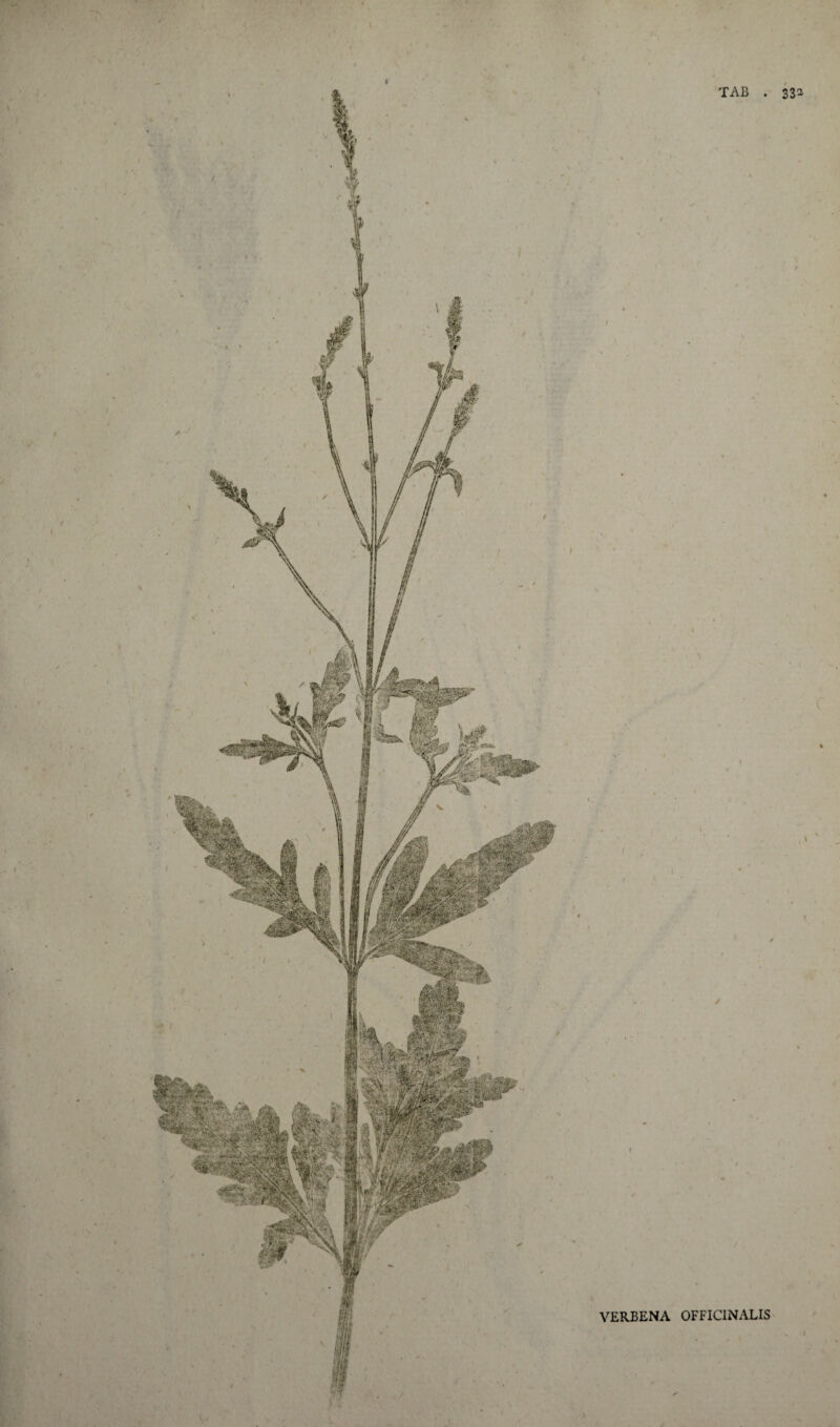 VERBENA OFFICINALIS