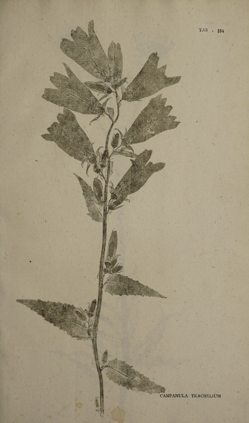 CAMPANULA TRACFIBL1UM